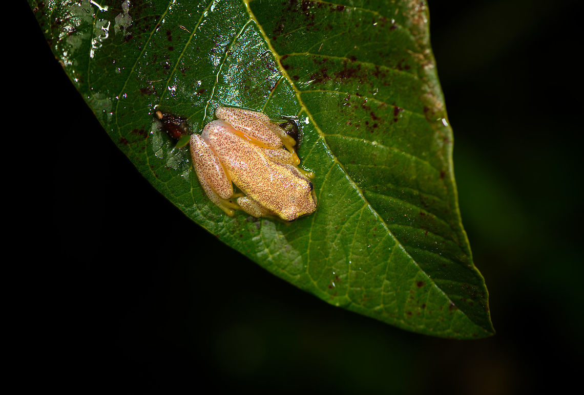 Betsileo Reed Frog, Ranomafana, Madagascar Surely Heterixalus sp.  and likely Heterixalus betsileo. Found during a roadside night tour in heavy rain at Ranomafana.<br />
<figure class="photo"><a href="https://www.jungledragon.com/image/85227/betsileo_reed_frog_-_top_view_ranomafana_madagascar.html" title="Betsileo Reed Frog - top view, Ranomafana, Madagascar"><img src="https://s3.amazonaws.com/media.jungledragon.com/images/2/85227_thumb.jpg?AWSAccessKeyId=05GMT0V3GWVNE7GGM1R2&Expires=1767225610&Signature=wMSvfPVyrUn8ezc%2FgVfXpVCgMhA%3D" width="200" height="134" alt="Betsileo Reed Frog - top view, Ranomafana, Madagascar Surely Heterixalus sp.  and likely Heterixalus betsileo. Found during a roadside night tour in heavy rain at Ranomafana.<br />
https://www.jungledragon.com/image/85226/betsileo_reed_frog_ranomafana_madagascar.html Africa,Betsileo Reed Frog,Heterixalus betsileo,Madagascar,Madagascar 2019,Ranomafana National Park,World" /></a></figure> Africa,Betsileo Reed Frog,Geotagged,Heterixalus betsileo,Madagascar,Madagascar 2019,Ranomafana National Park,Winter,World