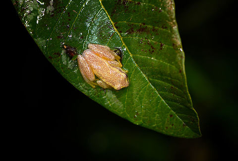 Betsileo Reed Frog, Ranomafana, Madagascar Surely Heterixalus sp.  and likely Heterixalus betsileo. Found during a roadside night tour in heavy rain at Ranomafana.
https://www.jungledragon.com/image/85227/betsileo_reed_frog_-_top_view_ranomafana_madagascar.html Africa,Betsileo Reed Frog,Geotagged,Heterixalus betsileo,Madagascar,Madagascar 2019,Ranomafana National Park,Winter,World