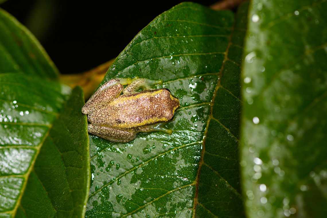 Betsileo Reed Frog - top view, Ranomafana, Madagascar Surely Heterixalus sp.  and likely Heterixalus betsileo. Found during a roadside night tour in heavy rain at Ranomafana.<br />
<figure class="photo"><a href="https://www.jungledragon.com/image/85226/betsileo_reed_frog_ranomafana_madagascar.html" title="Betsileo Reed Frog, Ranomafana, Madagascar"><img src="https://s3.amazonaws.com/media.jungledragon.com/images/2/85226_thumb.jpg?AWSAccessKeyId=05GMT0V3GWVNE7GGM1R2&Expires=1759968010&Signature=ZqxKKSwfw8l2iDXGVYUAajqZLro%3D" width="200" height="136" alt="Betsileo Reed Frog, Ranomafana, Madagascar Surely Heterixalus sp.  and likely Heterixalus betsileo. Found during a roadside night tour in heavy rain at Ranomafana.<br />
https://www.jungledragon.com/image/85227/betsileo_reed_frog_-_top_view_ranomafana_madagascar.html Africa,Betsileo Reed Frog,Geotagged,Heterixalus betsileo,Madagascar,Madagascar 2019,Ranomafana National Park,Winter,World" /></a></figure> Africa,Betsileo Reed Frog,Heterixalus betsileo,Madagascar,Madagascar 2019,Ranomafana National Park,World