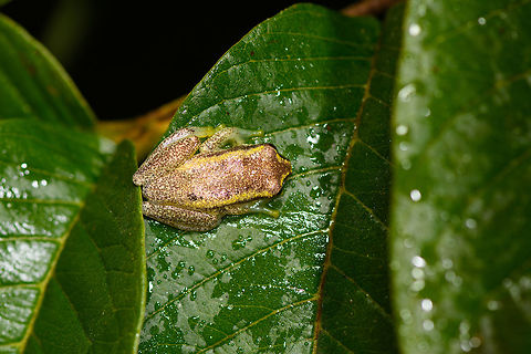 Betsileo Reed Frog - top view, Ranomafana, Madagascar Surely Heterixalus sp.  and likely Heterixalus betsileo. Found during a roadside night tour in heavy rain at Ranomafana.
https://www.jungledragon.com/image/85226/betsileo_reed_frog_ranomafana_madagascar.html Africa,Betsileo Reed Frog,Heterixalus betsileo,Madagascar,Madagascar 2019,Ranomafana National Park,World