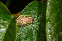 Betsileo Reed Frog - top view, Ranomafana, Madagascar Surely Heterixalus sp.  and likely Heterixalus betsileo. Found during a roadside night tour in heavy rain at Ranomafana.<br />
https://www.jungledragon.com/image/85226/betsileo_reed_frog_ranomafana_madagascar.html Africa,Betsileo Reed Frog,Heterixalus betsileo,Madagascar,Madagascar 2019,Ranomafana National Park,World