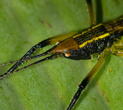 Black and yellow Conocephalinae - head, Ranomafana, Madagascar A pretty attractive katydid, possibly sub family Conocephalinae. Found on the underside of a large leaf during a roadside night tour in heavy rain at Ranomafana.
https://www.jungledragon.com/image/85229/black_and_yellow_conocephalinae_ranomafana_madagascar.html Africa,Geotagged,Madagascar,Madagascar 2019,Ranomafana National Park,Winter,World