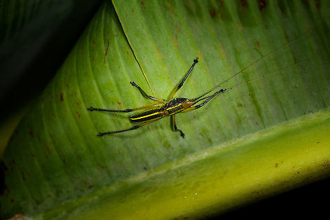 Black and yellow Conocephalinae, Ranomafana, Madagascar A pretty attractive katydid, possibly sub family Conocephalinae. Found on the underside of a large leaf during a roadside night tour in heavy rain at Ranomafana.
https://www.jungledragon.com/image/85228/black_and_yellow_conocephalinae_-_head_ranomafana_madagascar.html Africa,Madagascar,Madagascar 2019,Ranomafana National Park,World