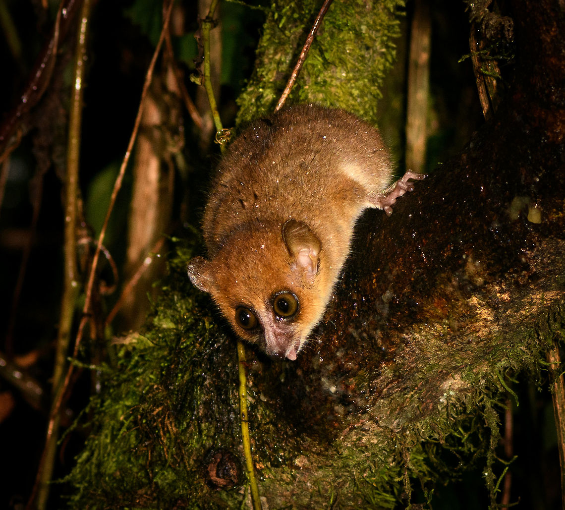 Brown Mouse Lemur, Ranomafana, Madagascar Found during a roadside night tour around Ranomafana. Disclaimer: they are lured by smearing banana pulp on tree branches, here you can see it licking up the banana. Africa,Brown mouse lemur,Madagascar,Madagascar 2019,Microcebus rufus,Ranomafana National Park,World