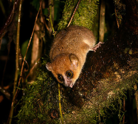 Brown Mouse Lemur, Ranomafana, Madagascar Found during a roadside night tour around Ranomafana. Disclaimer: they are lured by smearing banana pulp on tree branches, here you can see it licking up the banana. Africa,Brown mouse lemur,Madagascar,Madagascar 2019,Microcebus rufus,Ranomafana National Park,World