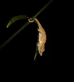 Short-nosed deceptive chameleon, Ranomafana, Madagascar Found during a roadside night tour at Ranomafana. Africa,Calumma fallax,Geotagged,Madagascar,Madagascar 2019,Ranomafana National Park,Short-nosed deceptive chameleon,Winter,World