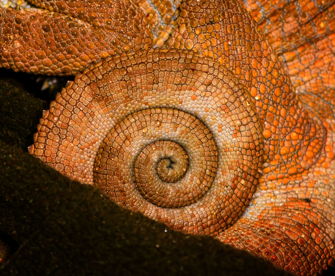 Short-horned chameleon - tail, Ranomafana, Madagascar Hiding in a bunch of dry leafs before we found it during a roadside night tour in Ranomafana. This species can be recognized by it's ear-like lobes. Males have a short bony appendage from the snout, after which the species is named. This is very likely the female. <br />
<br />
This all-orange appearance does not seem typical, but I've had the species confirmed by multiple experts. This observation concludes our coverage of Ranomafana. You can find most coverage of Ranomafana (multiple trips and from different members) using this tag:<br />
<br />
<br />
<a href="https://www.jungledragon.com/tag/6526/ranomafana_national_park.html" title="Ranomafana National Park" class="tag"><em>377</em>Ranomafana National Park</a><br />
<br />
<figure class="photo"><a href="https://www.jungledragon.com/image/85233/short-horned_chameleon_ranomafana_madagascar.html" title="Short-horned chameleon, Ranomafana, Madagascar"><img src="https://s3.amazonaws.com/media.jungledragon.com/images/2/85233_thumb.jpg?AWSAccessKeyId=05GMT0V3GWVNE7GGM1R2&Expires=1770854410&Signature=NDq2HhKYJJa079SWZX7VF3NQVxE%3D" width="200" height="166" alt="Short-horned chameleon, Ranomafana, Madagascar Hiding in a bunch of dry leafs before we found it during a roadside night tour in Ranomafana. This species can be recognized by it's ear-like lobes. Males have a short bony appendage from the snout, after which the species is named. This is very likely the female. <br />
<br />
This all-orange appearance does not seem typical, but I've had the species confirmed by multiple experts. This observation concludes our coverage of Ranomafana. You can find most coverage of Ranomafana (multiple trips and from different members) using this tag:<br />
<br />
<br />
https://www.jungledragon.com/tag/6526/ranomafana_national_park.html<br />
<br />
https://www.jungledragon.com/image/85232/short-horned_chameleon_-_tail_ranomafana_madagascar.html<br />
https://www.jungledragon.com/image/85234/short-horned_chameleon_-_face_ranomafana_madagascar.html Africa,Calumma brevicorne,Geotagged,Madagascar,Madagascar 2019,Ranomafana National Park,Short-horned chameleon,Winter,World" /></a></figure><br />
<figure class="photo"><a href="https://www.jungledragon.com/image/85234/short-horned_chameleon_-_face_ranomafana_madagascar.html" title="Short-horned chameleon - face, Ranomafana, Madagascar"><img src="https://s3.amazonaws.com/media.jungledragon.com/images/2/85234_thumb.jpg?AWSAccessKeyId=05GMT0V3GWVNE7GGM1R2&Expires=1770854410&Signature=BkXHATEc0MQyiCCcXij1C9A1lu4%3D" width="200" height="134" alt="Short-horned chameleon - face, Ranomafana, Madagascar Hiding in a bunch of dry leafs before we found it during a roadside night tour in Ranomafana. This species can be recognized by it's ear-like lobes. Males have a short bony appendage from the snout, after which the species is named. This is very likely the female. <br />
<br />
This all-orange appearance does not seem typical, but I've had the species confirmed by multiple experts. This observation concludes our coverage of Ranomafana. You can find most coverage of Ranomafana (multiple trips and from different members) using this tag:<br />
<br />
<br />
https://www.jungledragon.com/tag/6526/ranomafana_national_park.html<br />
<br />
https://www.jungledragon.com/image/85233/short-horned_chameleon_ranomafana_madagascar.html<br />
https://www.jungledragon.com/image/85232/short-horned_chameleon_-_tail_ranomafana_madagascar.html Africa,Calumma brevicorne,Geotagged,Madagascar,Madagascar 2019,Ranomafana National Park,Short-horned chameleon,Winter,World" /></a></figure> Africa,Calumma brevicorne,Geotagged,Madagascar,Madagascar 2019,Ranomafana National Park,Short-horned chameleon,Winter,World