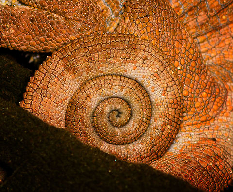 Short-horned chameleon - tail, Ranomafana, Madagascar Hiding in a bunch of dry leafs before we found it during a roadside night tour in Ranomafana. This species can be recognized by it's ear-like lobes. Males have a short bony appendage from the snout, after which the species is named. This is very likely the female. 
This all-orange appearance does not seem typical, but I've had the species confirmed by multiple experts. This observation concludes our coverage of Ranomafana. You can find most coverage of Ranomafana (multiple trips and from different members) using this tag:
https://www.jungledragon.com/tag/6526/ranomafana_national_park.html
https://www.jungledragon.com/image/85233/short-horned_chameleon_ranomafana_madagascar.html
https://www.jungledragon.com/image/85234/short-horned_chameleon_-_face_ranomafana_madagascar.html Africa,Calumma brevicorne,Geotagged,Madagascar,Madagascar 2019,Ranomafana National Park,Short-horned chameleon,Winter,World
