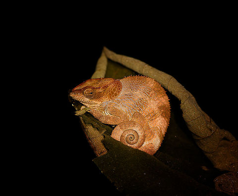 Short-horned chameleon, Ranomafana, Madagascar Hiding in a bunch of dry leafs before we found it during a roadside night tour in Ranomafana. This species can be recognized by it's ear-like lobes. Males have a short bony appendage from the snout, after which the species is named. This is very likely the female. 

This all-orange appearance does not seem typical, but I've had the species confirmed by multiple experts. This observation concludes our coverage of Ranomafana. You can find most coverage of Ranomafana (multiple trips and from different members) using this tag:


https://www.jungledragon.com/tag/6526/ranomafana_national_park.html

https://www.jungledragon.com/image/85232/short-horned_chameleon_-_tail_ranomafana_madagascar.html
https://www.jungledragon.com/image/85234/short-horned_chameleon_-_face_ranomafana_madagascar.html Africa,Calumma brevicorne,Geotagged,Madagascar,Madagascar 2019,Ranomafana National Park,Short-horned chameleon,Winter,World