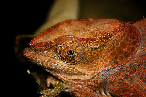 Short-horned chameleon - face, Ranomafana, Madagascar Hiding in a bunch of dry leafs before we found it during a roadside night tour in Ranomafana. This species can be recognized by it's ear-like lobes. Males have a short bony appendage from the snout, after which the species is named. This is very likely the female. 

This all-orange appearance does not seem typical, but I've had the species confirmed by multiple experts. This observation concludes our coverage of Ranomafana. You can find most coverage of Ranomafana (multiple trips and from different members) using this tag:


https://www.jungledragon.com/tag/6526/ranomafana_national_park.html

https://www.jungledragon.com/image/85233/short-horned_chameleon_ranomafana_madagascar.html
https://www.jungledragon.com/image/85232/short-horned_chameleon_-_tail_ranomafana_madagascar.html Africa,Calumma brevicorne,Geotagged,Madagascar,Madagascar 2019,Ranomafana National Park,Short-horned chameleon,Winter,World