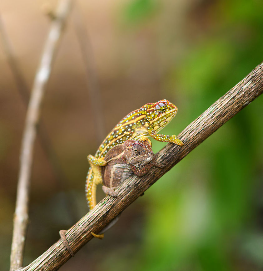 Jewelled chameleon - overtaking, Pyreras Reserve, Madagascar After lots of driving to make way from Ranomafana to Andasibe, we came by this almost mandatory stop: Pyreras. <br />
<br />
Pyreras is a small private reserve (zoo) that gives close access to a wide array of remarkable Madagascar reptiles, frogs and other animals, including some you will unlikely find in the wild.<br />
<br />
This chameleon species can be recognized by the 3 lateral stripes across the body, alternated with numerous small bright-coloured spots. The top of the head typically has additional spot-like decorations in another color. Coloring is variable. If I remember correctly, the bright one is the female.<br />
<figure class="photo"><a href="https://www.jungledragon.com/image/85256/jewelled_chameleon_-_female_negotiating_branch_pyreras_reserve_madagascar.html" title="Jewelled chameleon - female negotiating branch, Pyreras Reserve, Madagascar"><img src="https://s3.amazonaws.com/media.jungledragon.com/images/2/85256_thumb.jpg?AWSAccessKeyId=05GMT0V3GWVNE7GGM1R2&Expires=1759968010&Signature=HlRbzdHABOCzxp79ZNCViTT6838%3D" width="200" height="180" alt="Jewelled chameleon - female negotiating branch, Pyreras Reserve, Madagascar After lots of driving to make way from Ranomafana to Andasibe, we came by this almost mandatory stop: Pyreras. <br />
<br />
Pyreras is a small private reserve (zoo) that gives close access to a wide array of remarkable Madagascar reptiles, frogs and other animals, including some you will unlikely find in the wild.<br />
<br />
This chameleon species can be recognized by the 3 lateral stripes across the body, alternated with numerous small bright-coloured spots. The top of the head typically has additional spot-like decorations in another color. Coloring is variable. If I remember correctly, the bright one is the female.<br />
https://www.jungledragon.com/image/85252/jewelled_chameleon_-_overtaking_pyreras_reserve_madagascar.html<br />
https://www.jungledragon.com/image/85254/jewelled_chameleon_-_female_closeup_pyreras_reserve_madagascar.html<br />
https://www.jungledragon.com/image/85253/jewelled_chameleon_-_dark_male_pyreras_reserve_madagascar.html<br />
https://www.jungledragon.com/image/85255/jewelled_chameleon_-_brown_male_pyreras_reserve_madagascar.html<br />
https://www.jungledragon.com/image/85257/jewelled_chameleon_-_brown_male_perched_pyreras_reserve_madagascar.html Africa,Furcifer campani,Jewelled chameleon,Madagascar,Madagascar 2019,Pyreras Reserve,World" /></a></figure><br />
<figure class="photo"><a href="https://www.jungledragon.com/image/85254/jewelled_chameleon_-_female_closeup_pyreras_reserve_madagascar.html" title="Jewelled chameleon - female closeup, Pyreras Reserve, Madagascar"><img src="https://s3.amazonaws.com/media.jungledragon.com/images/2/85254_thumb.jpg?AWSAccessKeyId=05GMT0V3GWVNE7GGM1R2&Expires=1759968010&Signature=LB%2FPHM8Nvz9zBtZY0XxD28H05m4%3D" width="200" height="134" alt="Jewelled chameleon - female closeup, Pyreras Reserve, Madagascar After lots of driving to make way from Ranomafana to Andasibe, we came by this almost mandatory stop: Pyreras. <br />
<br />
Pyreras is a small private reserve (zoo) that gives close access to a wide array of remarkable Madagascar reptiles, frogs and other animals, including some you will unlikely find in the wild.<br />
<br />
This chameleon species can be recognized by the 3 lateral stripes across the body, alternated with numerous small bright-coloured spots. The top of the head typically has additional spot-like decorations in another color. Coloring is variable. If I remember correctly, the bright one is the female.<br />
https://www.jungledragon.com/image/85252/jewelled_chameleon_-_overtaking_pyreras_reserve_madagascar.html<br />
https://www.jungledragon.com/image/85256/jewelled_chameleon_-_female_negotiating_branch_pyreras_reserve_madagascar.html<br />
https://www.jungledragon.com/image/85253/jewelled_chameleon_-_dark_male_pyreras_reserve_madagascar.html<br />
https://www.jungledragon.com/image/85255/jewelled_chameleon_-_brown_male_pyreras_reserve_madagascar.html<br />
https://www.jungledragon.com/image/85257/jewelled_chameleon_-_brown_male_perched_pyreras_reserve_madagascar.html Africa,Furcifer campani,Geotagged,Jewelled chameleon,Madagascar,Madagascar 2019,Pyreras Reserve,Winter,World" /></a></figure><br />
<figure class="photo"><a href="https://www.jungledragon.com/image/85253/jewelled_chameleon_-_dark_male_pyreras_reserve_madagascar.html" title="Jewelled chameleon - dark male, Pyreras Reserve, Madagascar"><img src="https://s3.amazonaws.com/media.jungledragon.com/images/2/85253_thumb.jpg?AWSAccessKeyId=05GMT0V3GWVNE7GGM1R2&Expires=1759968010&Signature=%2FgDkDru77lkCMOd8JkZVxCNK1ls%3D" width="200" height="134" alt="Jewelled chameleon - dark male, Pyreras Reserve, Madagascar After lots of driving to make way from Ranomafana to Andasibe, we came by this almost mandatory stop: Pyreras. <br />
<br />
Pyreras is a small private reserve (zoo) that gives close access to a wide array of remarkable Madagascar reptiles, frogs and other animals, including some you will unlikely find in the wild.<br />
<br />
This chameleon species can be recognized by the 3 lateral stripes across the body, alternated with numerous small bright-coloured spots. The top of the head typically has additional spot-like decorations in another color. Coloring is variable. If I remember correctly, the bright one is the female.<br />
https://www.jungledragon.com/image/85252/jewelled_chameleon_-_overtaking_pyreras_reserve_madagascar.html<br />
https://www.jungledragon.com/image/85256/jewelled_chameleon_-_female_negotiating_branch_pyreras_reserve_madagascar.html<br />
https://www.jungledragon.com/image/85254/jewelled_chameleon_-_female_closeup_pyreras_reserve_madagascar.html<br />
https://www.jungledragon.com/image/85255/jewelled_chameleon_-_brown_male_pyreras_reserve_madagascar.html<br />
https://www.jungledragon.com/image/85257/jewelled_chameleon_-_brown_male_perched_pyreras_reserve_madagascar.html Africa,Furcifer campani,Jewelled chameleon,Madagascar,Madagascar 2019,Pyreras Reserve,World" /></a></figure><br />
<figure class="photo"><a href="https://www.jungledragon.com/image/85255/jewelled_chameleon_-_brown_male_pyreras_reserve_madagascar.html" title="Jewelled chameleon - brown male, Pyreras Reserve, Madagascar"><img src="https://s3.amazonaws.com/media.jungledragon.com/images/2/85255_thumb.jpg?AWSAccessKeyId=05GMT0V3GWVNE7GGM1R2&Expires=1759968010&Signature=mAIrdZA5FOLhiCmmaB7DIM3VR%2B8%3D" width="200" height="168" alt="Jewelled chameleon - brown male, Pyreras Reserve, Madagascar After lots of driving to make way from Ranomafana to Andasibe, we came by this almost mandatory stop: Pyreras. <br />
<br />
Pyreras is a small private reserve (zoo) that gives close access to a wide array of remarkable Madagascar reptiles, frogs and other animals, including some you will unlikely find in the wild.<br />
<br />
This chameleon species can be recognized by the 3 lateral stripes across the body, alternated with numerous small bright-coloured spots. The top of the head typically has additional spot-like decorations in another color. Coloring is variable. If I remember correctly, the bright one is the female.<br />
https://www.jungledragon.com/image/85252/jewelled_chameleon_-_overtaking_pyreras_reserve_madagascar.html<br />
https://www.jungledragon.com/image/85256/jewelled_chameleon_-_female_negotiating_branch_pyreras_reserve_madagascar.html<br />
https://www.jungledragon.com/image/85254/jewelled_chameleon_-_female_closeup_pyreras_reserve_madagascar.html<br />
https://www.jungledragon.com/image/85253/jewelled_chameleon_-_dark_male_pyreras_reserve_madagascar.html<br />
https://www.jungledragon.com/image/85257/jewelled_chameleon_-_brown_male_perched_pyreras_reserve_madagascar.html Africa,Furcifer campani,Geotagged,Jewelled chameleon,Madagascar,Madagascar 2019,Pyreras Reserve,Winter,World" /></a></figure><br />
<figure class="photo"><a href="https://www.jungledragon.com/image/85257/jewelled_chameleon_-_brown_male_perched_pyreras_reserve_madagascar.html" title="Jewelled chameleon - brown male perched, Pyreras Reserve, Madagascar"><img src="https://s3.amazonaws.com/media.jungledragon.com/images/2/85257_thumb.jpg?AWSAccessKeyId=05GMT0V3GWVNE7GGM1R2&Expires=1759968010&Signature=AGc8TB4zkp77JVmXgjHggWwOt8o%3D" width="200" height="154" alt="Jewelled chameleon - brown male perched, Pyreras Reserve, Madagascar After lots of driving to make way from Ranomafana to Andasibe, we came by this almost mandatory stop: Pyreras. <br />
<br />
Pyreras is a small private reserve (zoo) that gives close access to a wide array of remarkable Madagascar reptiles, frogs and other animals, including some you will unlikely find in the wild.<br />
<br />
This chameleon species can be recognized by the 3 lateral stripes across the body, alternated with numerous small bright-coloured spots. The top of the head typically has additional spot-like decorations in another color. Coloring is variable. If I remember correctly, the bright one is the female.<br />
https://www.jungledragon.com/image/85252/jewelled_chameleon_-_overtaking_pyreras_reserve_madagascar.html<br />
https://www.jungledragon.com/image/85256/jewelled_chameleon_-_female_negotiating_branch_pyreras_reserve_madagascar.html<br />
https://www.jungledragon.com/image/85254/jewelled_chameleon_-_female_closeup_pyreras_reserve_madagascar.html<br />
https://www.jungledragon.com/image/85253/jewelled_chameleon_-_dark_male_pyreras_reserve_madagascar.html<br />
https://www.jungledragon.com/image/85255/jewelled_chameleon_-_brown_male_pyreras_reserve_madagascar.html Africa,Furcifer campani,Geotagged,Jewelled chameleon,Madagascar,Madagascar 2019,Pyreras Reserve,Winter,World" /></a></figure> Africa,Furcifer campani,Jewelled chameleon,Madagascar,Madagascar 2019,Pyreras Reserve,World