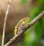 Jewelled chameleon - overtaking, Pyreras Reserve, Madagascar After lots of driving to make way from Ranomafana to Andasibe, we came by this almost mandatory stop: Pyreras. <br />
<br />
Pyreras is a small private reserve (zoo) that gives close access to a wide array of remarkable Madagascar reptiles, frogs and other animals, including some you will unlikely find in the wild.<br />
<br />
This chameleon species can be recognized by the 3 lateral stripes across the body, alternated with numerous small bright-coloured spots. The top of the head typically has additional spot-like decorations in another color. Coloring is variable. If I remember correctly, the bright one is the female.<br />
https://www.jungledragon.com/image/85256/jewelled_chameleon_-_female_negotiating_branch_pyreras_reserve_madagascar.html<br />
https://www.jungledragon.com/image/85254/jewelled_chameleon_-_female_closeup_pyreras_reserve_madagascar.html<br />
https://www.jungledragon.com/image/85253/jewelled_chameleon_-_dark_male_pyreras_reserve_madagascar.html<br />
https://www.jungledragon.com/image/85255/jewelled_chameleon_-_brown_male_pyreras_reserve_madagascar.html<br />
https://www.jungledragon.com/image/85257/jewelled_chameleon_-_brown_male_perched_pyreras_reserve_madagascar.html Africa,Furcifer campani,Jewelled chameleon,Madagascar,Madagascar 2019,Pyreras Reserve,World