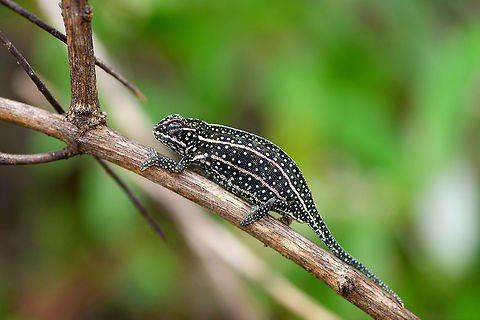 Jewelled chameleon - dark male, Pyreras Reserve, Madagascar After lots of driving to make way from Ranomafana to Andasibe, we came by this almost mandatory stop: Pyreras. 
Pyreras is a small private reserve (zoo) that gives close access to a wide array of remarkable Madagascar reptiles, frogs and other animals, including some you will unlikely find in the wild.
This chameleon species can be recognized by the 3 lateral stripes across the body, alternated with numerous small bright-coloured spots. The top of the head typically has additional spot-like decorations in another color. Coloring is variable. If I remember correctly, the bright one is the female.
https://www.jungledragon.com/image/85252/jewelled_chameleon_-_overtaking_pyreras_reserve_madagascar.html
https://www.jungledragon.com/image/85256/jewelled_chameleon_-_female_negotiating_branch_pyreras_reserve_madagascar.html
https://www.jungledragon.com/image/85254/jewelled_chameleon_-_female_closeup_pyreras_reserve_madagascar.html
https://www.jungledragon.com/image/85255/jewelled_chameleon_-_brown_male_pyreras_reserve_madagascar.html
https://www.jungledragon.com/image/85257/jewelled_chameleon_-_brown_male_perched_pyreras_reserve_madagascar.html Africa,Furcifer campani,Jewelled chameleon,Madagascar,Madagascar 2019,Pyreras Reserve,World