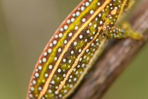 Jewelled chameleon - female closeup, Pyreras Reserve, Madagascar After lots of driving to make way from Ranomafana to Andasibe, we came by this almost mandatory stop: Pyreras. 

Pyreras is a small private reserve (zoo) that gives close access to a wide array of remarkable Madagascar reptiles, frogs and other animals, including some you will unlikely find in the wild.

This chameleon species can be recognized by the 3 lateral stripes across the body, alternated with numerous small bright-coloured spots. The top of the head typically has additional spot-like decorations in another color. Coloring is variable. If I remember correctly, the bright one is the female.
https://www.jungledragon.com/image/85252/jewelled_chameleon_-_overtaking_pyreras_reserve_madagascar.html
https://www.jungledragon.com/image/85256/jewelled_chameleon_-_female_negotiating_branch_pyreras_reserve_madagascar.html
https://www.jungledragon.com/image/85253/jewelled_chameleon_-_dark_male_pyreras_reserve_madagascar.html
https://www.jungledragon.com/image/85255/jewelled_chameleon_-_brown_male_pyreras_reserve_madagascar.html
https://www.jungledragon.com/image/85257/jewelled_chameleon_-_brown_male_perched_pyreras_reserve_madagascar.html Africa,Furcifer campani,Geotagged,Jewelled chameleon,Madagascar,Madagascar 2019,Pyreras Reserve,Winter,World