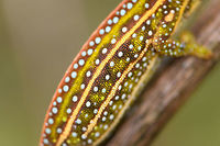 Jewelled chameleon - female closeup, Pyreras Reserve, Madagascar After lots of driving to make way from Ranomafana to Andasibe, we came by this almost mandatory stop: Pyreras. <br />
<br />
Pyreras is a small private reserve (zoo) that gives close access to a wide array of remarkable Madagascar reptiles, frogs and other animals, including some you will unlikely find in the wild.<br />
<br />
This chameleon species can be recognized by the 3 lateral stripes across the body, alternated with numerous small bright-coloured spots. The top of the head typically has additional spot-like decorations in another color. Coloring is variable. If I remember correctly, the bright one is the female.<br />
https://www.jungledragon.com/image/85252/jewelled_chameleon_-_overtaking_pyreras_reserve_madagascar.html<br />
https://www.jungledragon.com/image/85256/jewelled_chameleon_-_female_negotiating_branch_pyreras_reserve_madagascar.html<br />
https://www.jungledragon.com/image/85253/jewelled_chameleon_-_dark_male_pyreras_reserve_madagascar.html<br />
https://www.jungledragon.com/image/85255/jewelled_chameleon_-_brown_male_pyreras_reserve_madagascar.html<br />
https://www.jungledragon.com/image/85257/jewelled_chameleon_-_brown_male_perched_pyreras_reserve_madagascar.html Africa,Furcifer campani,Geotagged,Jewelled chameleon,Madagascar,Madagascar 2019,Pyreras Reserve,Winter,World