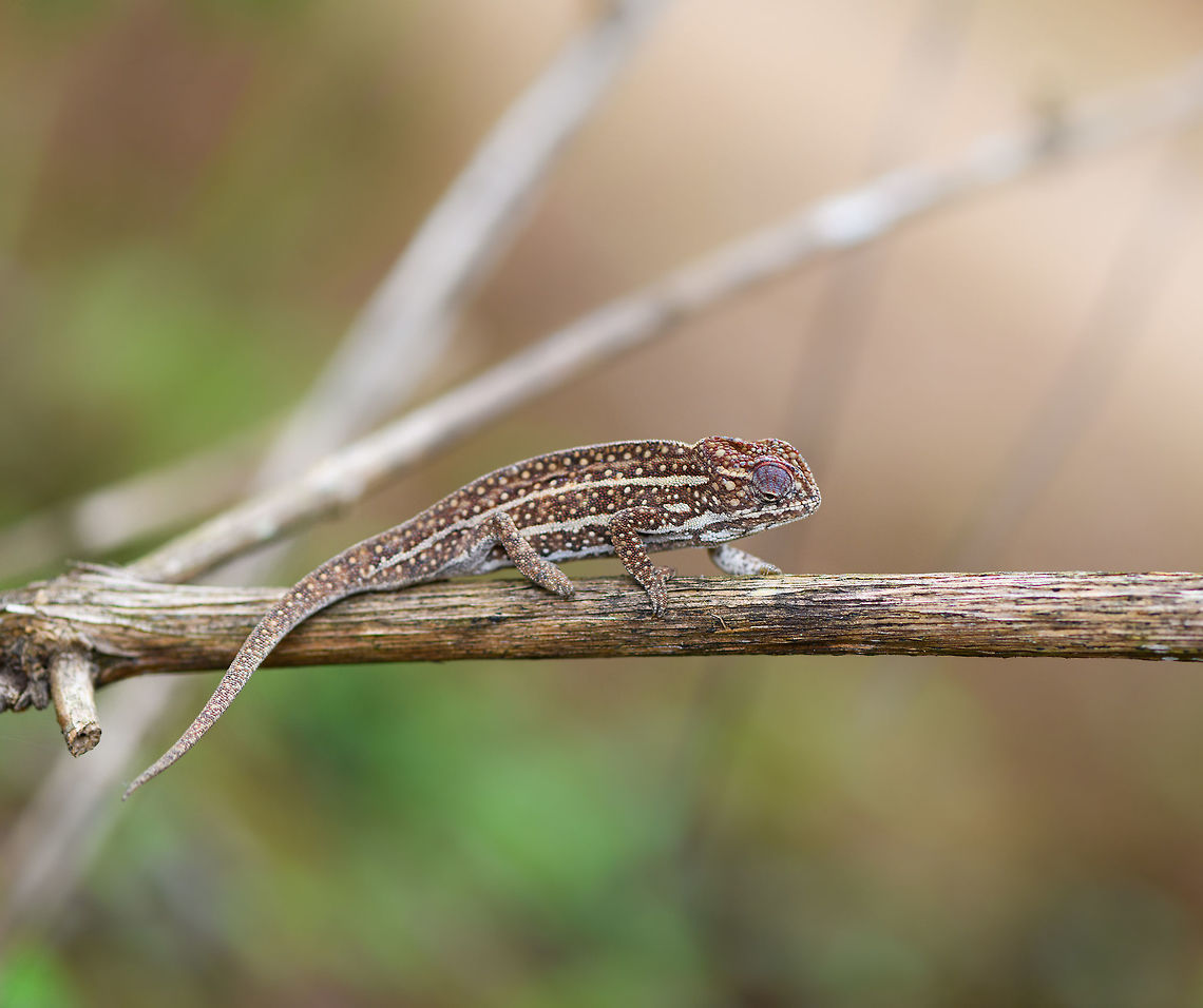 Jewelled chameleon - brown male, Pyreras Reserve, Madagascar After lots of driving to make way from Ranomafana to Andasibe, we came by this almost mandatory stop: Pyreras. <br />
<br />
Pyreras is a small private reserve (zoo) that gives close access to a wide array of remarkable Madagascar reptiles, frogs and other animals, including some you will unlikely find in the wild.<br />
<br />
This chameleon species can be recognized by the 3 lateral stripes across the body, alternated with numerous small bright-coloured spots. The top of the head typically has additional spot-like decorations in another color. Coloring is variable. If I remember correctly, the bright one is the female.<br />
<figure class="photo"><a href="https://www.jungledragon.com/image/85252/jewelled_chameleon_-_overtaking_pyreras_reserve_madagascar.html" title="Jewelled chameleon - overtaking, Pyreras Reserve, Madagascar"><img src="https://s3.amazonaws.com/media.jungledragon.com/images/2/85252_thumb.jpg?AWSAccessKeyId=05GMT0V3GWVNE7GGM1R2&Expires=1759968010&Signature=5I2bhB8VCjbuPubIrxuNb%2FuxhjQ%3D" width="148" height="152" alt="Jewelled chameleon - overtaking, Pyreras Reserve, Madagascar After lots of driving to make way from Ranomafana to Andasibe, we came by this almost mandatory stop: Pyreras. <br />
<br />
Pyreras is a small private reserve (zoo) that gives close access to a wide array of remarkable Madagascar reptiles, frogs and other animals, including some you will unlikely find in the wild.<br />
<br />
This chameleon species can be recognized by the 3 lateral stripes across the body, alternated with numerous small bright-coloured spots. The top of the head typically has additional spot-like decorations in another color. Coloring is variable. If I remember correctly, the bright one is the female.<br />
https://www.jungledragon.com/image/85256/jewelled_chameleon_-_female_negotiating_branch_pyreras_reserve_madagascar.html<br />
https://www.jungledragon.com/image/85254/jewelled_chameleon_-_female_closeup_pyreras_reserve_madagascar.html<br />
https://www.jungledragon.com/image/85253/jewelled_chameleon_-_dark_male_pyreras_reserve_madagascar.html<br />
https://www.jungledragon.com/image/85255/jewelled_chameleon_-_brown_male_pyreras_reserve_madagascar.html<br />
https://www.jungledragon.com/image/85257/jewelled_chameleon_-_brown_male_perched_pyreras_reserve_madagascar.html Africa,Furcifer campani,Jewelled chameleon,Madagascar,Madagascar 2019,Pyreras Reserve,World" /></a></figure><br />
<figure class="photo"><a href="https://www.jungledragon.com/image/85256/jewelled_chameleon_-_female_negotiating_branch_pyreras_reserve_madagascar.html" title="Jewelled chameleon - female negotiating branch, Pyreras Reserve, Madagascar"><img src="https://s3.amazonaws.com/media.jungledragon.com/images/2/85256_thumb.jpg?AWSAccessKeyId=05GMT0V3GWVNE7GGM1R2&Expires=1759968010&Signature=HlRbzdHABOCzxp79ZNCViTT6838%3D" width="200" height="180" alt="Jewelled chameleon - female negotiating branch, Pyreras Reserve, Madagascar After lots of driving to make way from Ranomafana to Andasibe, we came by this almost mandatory stop: Pyreras. <br />
<br />
Pyreras is a small private reserve (zoo) that gives close access to a wide array of remarkable Madagascar reptiles, frogs and other animals, including some you will unlikely find in the wild.<br />
<br />
This chameleon species can be recognized by the 3 lateral stripes across the body, alternated with numerous small bright-coloured spots. The top of the head typically has additional spot-like decorations in another color. Coloring is variable. If I remember correctly, the bright one is the female.<br />
https://www.jungledragon.com/image/85252/jewelled_chameleon_-_overtaking_pyreras_reserve_madagascar.html<br />
https://www.jungledragon.com/image/85254/jewelled_chameleon_-_female_closeup_pyreras_reserve_madagascar.html<br />
https://www.jungledragon.com/image/85253/jewelled_chameleon_-_dark_male_pyreras_reserve_madagascar.html<br />
https://www.jungledragon.com/image/85255/jewelled_chameleon_-_brown_male_pyreras_reserve_madagascar.html<br />
https://www.jungledragon.com/image/85257/jewelled_chameleon_-_brown_male_perched_pyreras_reserve_madagascar.html Africa,Furcifer campani,Jewelled chameleon,Madagascar,Madagascar 2019,Pyreras Reserve,World" /></a></figure><br />
<figure class="photo"><a href="https://www.jungledragon.com/image/85254/jewelled_chameleon_-_female_closeup_pyreras_reserve_madagascar.html" title="Jewelled chameleon - female closeup, Pyreras Reserve, Madagascar"><img src="https://s3.amazonaws.com/media.jungledragon.com/images/2/85254_thumb.jpg?AWSAccessKeyId=05GMT0V3GWVNE7GGM1R2&Expires=1759968010&Signature=LB%2FPHM8Nvz9zBtZY0XxD28H05m4%3D" width="200" height="134" alt="Jewelled chameleon - female closeup, Pyreras Reserve, Madagascar After lots of driving to make way from Ranomafana to Andasibe, we came by this almost mandatory stop: Pyreras. <br />
<br />
Pyreras is a small private reserve (zoo) that gives close access to a wide array of remarkable Madagascar reptiles, frogs and other animals, including some you will unlikely find in the wild.<br />
<br />
This chameleon species can be recognized by the 3 lateral stripes across the body, alternated with numerous small bright-coloured spots. The top of the head typically has additional spot-like decorations in another color. Coloring is variable. If I remember correctly, the bright one is the female.<br />
https://www.jungledragon.com/image/85252/jewelled_chameleon_-_overtaking_pyreras_reserve_madagascar.html<br />
https://www.jungledragon.com/image/85256/jewelled_chameleon_-_female_negotiating_branch_pyreras_reserve_madagascar.html<br />
https://www.jungledragon.com/image/85253/jewelled_chameleon_-_dark_male_pyreras_reserve_madagascar.html<br />
https://www.jungledragon.com/image/85255/jewelled_chameleon_-_brown_male_pyreras_reserve_madagascar.html<br />
https://www.jungledragon.com/image/85257/jewelled_chameleon_-_brown_male_perched_pyreras_reserve_madagascar.html Africa,Furcifer campani,Geotagged,Jewelled chameleon,Madagascar,Madagascar 2019,Pyreras Reserve,Winter,World" /></a></figure><br />
<figure class="photo"><a href="https://www.jungledragon.com/image/85253/jewelled_chameleon_-_dark_male_pyreras_reserve_madagascar.html" title="Jewelled chameleon - dark male, Pyreras Reserve, Madagascar"><img src="https://s3.amazonaws.com/media.jungledragon.com/images/2/85253_thumb.jpg?AWSAccessKeyId=05GMT0V3GWVNE7GGM1R2&Expires=1759968010&Signature=%2FgDkDru77lkCMOd8JkZVxCNK1ls%3D" width="200" height="134" alt="Jewelled chameleon - dark male, Pyreras Reserve, Madagascar After lots of driving to make way from Ranomafana to Andasibe, we came by this almost mandatory stop: Pyreras. <br />
<br />
Pyreras is a small private reserve (zoo) that gives close access to a wide array of remarkable Madagascar reptiles, frogs and other animals, including some you will unlikely find in the wild.<br />
<br />
This chameleon species can be recognized by the 3 lateral stripes across the body, alternated with numerous small bright-coloured spots. The top of the head typically has additional spot-like decorations in another color. Coloring is variable. If I remember correctly, the bright one is the female.<br />
https://www.jungledragon.com/image/85252/jewelled_chameleon_-_overtaking_pyreras_reserve_madagascar.html<br />
https://www.jungledragon.com/image/85256/jewelled_chameleon_-_female_negotiating_branch_pyreras_reserve_madagascar.html<br />
https://www.jungledragon.com/image/85254/jewelled_chameleon_-_female_closeup_pyreras_reserve_madagascar.html<br />
https://www.jungledragon.com/image/85255/jewelled_chameleon_-_brown_male_pyreras_reserve_madagascar.html<br />
https://www.jungledragon.com/image/85257/jewelled_chameleon_-_brown_male_perched_pyreras_reserve_madagascar.html Africa,Furcifer campani,Jewelled chameleon,Madagascar,Madagascar 2019,Pyreras Reserve,World" /></a></figure><br />
<figure class="photo"><a href="https://www.jungledragon.com/image/85257/jewelled_chameleon_-_brown_male_perched_pyreras_reserve_madagascar.html" title="Jewelled chameleon - brown male perched, Pyreras Reserve, Madagascar"><img src="https://s3.amazonaws.com/media.jungledragon.com/images/2/85257_thumb.jpg?AWSAccessKeyId=05GMT0V3GWVNE7GGM1R2&Expires=1759968010&Signature=AGc8TB4zkp77JVmXgjHggWwOt8o%3D" width="200" height="154" alt="Jewelled chameleon - brown male perched, Pyreras Reserve, Madagascar After lots of driving to make way from Ranomafana to Andasibe, we came by this almost mandatory stop: Pyreras. <br />
<br />
Pyreras is a small private reserve (zoo) that gives close access to a wide array of remarkable Madagascar reptiles, frogs and other animals, including some you will unlikely find in the wild.<br />
<br />
This chameleon species can be recognized by the 3 lateral stripes across the body, alternated with numerous small bright-coloured spots. The top of the head typically has additional spot-like decorations in another color. Coloring is variable. If I remember correctly, the bright one is the female.<br />
https://www.jungledragon.com/image/85252/jewelled_chameleon_-_overtaking_pyreras_reserve_madagascar.html<br />
https://www.jungledragon.com/image/85256/jewelled_chameleon_-_female_negotiating_branch_pyreras_reserve_madagascar.html<br />
https://www.jungledragon.com/image/85254/jewelled_chameleon_-_female_closeup_pyreras_reserve_madagascar.html<br />
https://www.jungledragon.com/image/85253/jewelled_chameleon_-_dark_male_pyreras_reserve_madagascar.html<br />
https://www.jungledragon.com/image/85255/jewelled_chameleon_-_brown_male_pyreras_reserve_madagascar.html Africa,Furcifer campani,Geotagged,Jewelled chameleon,Madagascar,Madagascar 2019,Pyreras Reserve,Winter,World" /></a></figure> Africa,Furcifer campani,Geotagged,Jewelled chameleon,Madagascar,Madagascar 2019,Pyreras Reserve,Winter,World