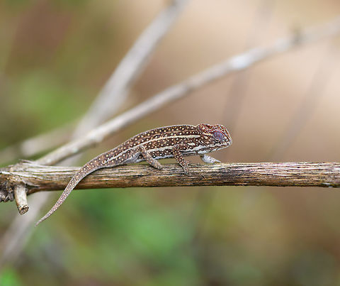 Jewelled chameleon - brown male, Pyreras Reserve, Madagascar After lots of driving to make way from Ranomafana to Andasibe, we came by this almost mandatory stop: Pyreras. 

Pyreras is a small private reserve (zoo) that gives close access to a wide array of remarkable Madagascar reptiles, frogs and other animals, including some you will unlikely find in the wild.

This chameleon species can be recognized by the 3 lateral stripes across the body, alternated with numerous small bright-coloured spots. The top of the head typically has additional spot-like decorations in another color. Coloring is variable. If I remember correctly, the bright one is the female.
https://www.jungledragon.com/image/85252/jewelled_chameleon_-_overtaking_pyreras_reserve_madagascar.html
https://www.jungledragon.com/image/85256/jewelled_chameleon_-_female_negotiating_branch_pyreras_reserve_madagascar.html
https://www.jungledragon.com/image/85254/jewelled_chameleon_-_female_closeup_pyreras_reserve_madagascar.html
https://www.jungledragon.com/image/85253/jewelled_chameleon_-_dark_male_pyreras_reserve_madagascar.html
https://www.jungledragon.com/image/85257/jewelled_chameleon_-_brown_male_perched_pyreras_reserve_madagascar.html Africa,Furcifer campani,Geotagged,Jewelled chameleon,Madagascar,Madagascar 2019,Pyreras Reserve,Winter,World