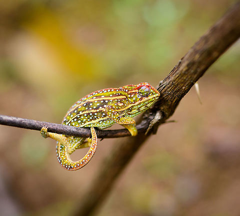 Jewelled chameleon - female negotiating branch, Pyreras Reserve, Madagascar After lots of driving to make way from Ranomafana to Andasibe, we came by this almost mandatory stop: Pyreras.
Pyreras is a small private reserve (zoo) that gives close access to a wide array of remarkable Madagascar reptiles, frogs and other animals, including some you will unlikely find in the wild.
This chameleon species can be recognized by the 3 lateral stripes across the body, alternated with numerous small bright-coloured spots. The top of the head typically has additional spot-like decorations in another color. Coloring is variable. If I remember correctly, the bright one is the female.
https://www.jungledragon.com/image/85252/jewelled_chameleon_-_overtaking_pyreras_reserve_madagascar.html
https://www.jungledragon.com/image/85254/jewelled_chameleon_-_female_closeup_pyreras_reserve_madagascar.html
https://www.jungledragon.com/image/85253/jewelled_chameleon_-_dark_male_pyreras_reserve_madagascar.html
https://www.jungledragon.com/image/85255/jewelled_chameleon_-_brown_male_pyreras_reserve_madagascar.html
https://www.jungledragon.com/image/85257/jewelled_chameleon_-_brown_male_perched_pyreras_reserve_madagascar.html Africa,Furcifer campani,Jewelled chameleon,Madagascar,Madagascar 2019,Pyreras Reserve,World