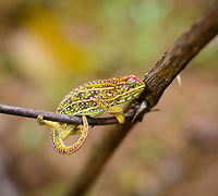 Jewelled chameleon - female negotiating branch, Pyreras Reserve, Madagascar After lots of driving to make way from Ranomafana to Andasibe, we came by this almost mandatory stop: Pyreras. <br />
<br />
Pyreras is a small private reserve (zoo) that gives close access to a wide array of remarkable Madagascar reptiles, frogs and other animals, including some you will unlikely find in the wild.<br />
<br />
This chameleon species can be recognized by the 3 lateral stripes across the body, alternated with numerous small bright-coloured spots. The top of the head typically has additional spot-like decorations in another color. Coloring is variable. If I remember correctly, the bright one is the female.<br />
https://www.jungledragon.com/image/85252/jewelled_chameleon_-_overtaking_pyreras_reserve_madagascar.html<br />
https://www.jungledragon.com/image/85254/jewelled_chameleon_-_female_closeup_pyreras_reserve_madagascar.html<br />
https://www.jungledragon.com/image/85253/jewelled_chameleon_-_dark_male_pyreras_reserve_madagascar.html<br />
https://www.jungledragon.com/image/85255/jewelled_chameleon_-_brown_male_pyreras_reserve_madagascar.html<br />
https://www.jungledragon.com/image/85257/jewelled_chameleon_-_brown_male_perched_pyreras_reserve_madagascar.html Africa,Furcifer campani,Jewelled chameleon,Madagascar,Madagascar 2019,Pyreras Reserve,World