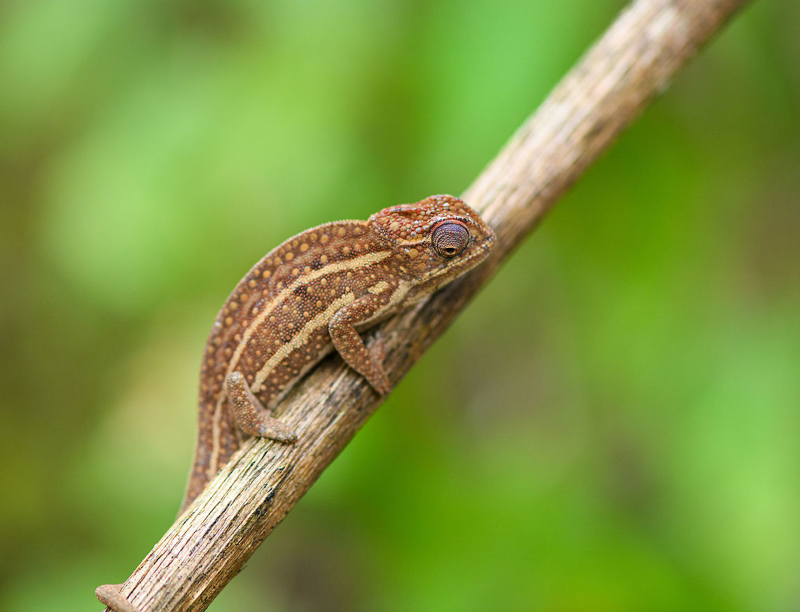 Jewelled chameleon - brown male perched, Pyreras Reserve, Madagascar After lots of driving to make way from Ranomafana to Andasibe, we came by this almost mandatory stop: Pyreras. <br />
<br />
Pyreras is a small private reserve (zoo) that gives close access to a wide array of remarkable Madagascar reptiles, frogs and other animals, including some you will unlikely find in the wild.<br />
<br />
This chameleon species can be recognized by the 3 lateral stripes across the body, alternated with numerous small bright-coloured spots. The top of the head typically has additional spot-like decorations in another color. Coloring is variable. If I remember correctly, the bright one is the female.<br />
<figure class="photo"><a href="https://www.jungledragon.com/image/85252/jewelled_chameleon_-_overtaking_pyreras_reserve_madagascar.html" title="Jewelled chameleon - overtaking, Pyreras Reserve, Madagascar"><img src="https://s3.amazonaws.com/media.jungledragon.com/images/2/85252_thumb.jpg?AWSAccessKeyId=05GMT0V3GWVNE7GGM1R2&Expires=1769040010&Signature=RqQqa9N7lhJ9SBjxTMIbdtnsxT4%3D" width="148" height="152" alt="Jewelled chameleon - overtaking, Pyreras Reserve, Madagascar After lots of driving to make way from Ranomafana to Andasibe, we came by this almost mandatory stop: Pyreras. <br />
<br />
Pyreras is a small private reserve (zoo) that gives close access to a wide array of remarkable Madagascar reptiles, frogs and other animals, including some you will unlikely find in the wild.<br />
<br />
This chameleon species can be recognized by the 3 lateral stripes across the body, alternated with numerous small bright-coloured spots. The top of the head typically has additional spot-like decorations in another color. Coloring is variable. If I remember correctly, the bright one is the female.<br />
https://www.jungledragon.com/image/85256/jewelled_chameleon_-_female_negotiating_branch_pyreras_reserve_madagascar.html<br />
https://www.jungledragon.com/image/85254/jewelled_chameleon_-_female_closeup_pyreras_reserve_madagascar.html<br />
https://www.jungledragon.com/image/85253/jewelled_chameleon_-_dark_male_pyreras_reserve_madagascar.html<br />
https://www.jungledragon.com/image/85255/jewelled_chameleon_-_brown_male_pyreras_reserve_madagascar.html<br />
https://www.jungledragon.com/image/85257/jewelled_chameleon_-_brown_male_perched_pyreras_reserve_madagascar.html Africa,Furcifer campani,Jewelled chameleon,Madagascar,Madagascar 2019,Pyreras Reserve,World" /></a></figure><br />
<figure class="photo"><a href="https://www.jungledragon.com/image/85256/jewelled_chameleon_-_female_negotiating_branch_pyreras_reserve_madagascar.html" title="Jewelled chameleon - female negotiating branch, Pyreras Reserve, Madagascar"><img src="https://s3.amazonaws.com/media.jungledragon.com/images/2/85256_thumb.jpg?AWSAccessKeyId=05GMT0V3GWVNE7GGM1R2&Expires=1769040010&Signature=6UpF80wrGMJhH8IPI0quTW8LbJc%3D" width="200" height="180" alt="Jewelled chameleon - female negotiating branch, Pyreras Reserve, Madagascar After lots of driving to make way from Ranomafana to Andasibe, we came by this almost mandatory stop: Pyreras. <br />
<br />
Pyreras is a small private reserve (zoo) that gives close access to a wide array of remarkable Madagascar reptiles, frogs and other animals, including some you will unlikely find in the wild.<br />
<br />
This chameleon species can be recognized by the 3 lateral stripes across the body, alternated with numerous small bright-coloured spots. The top of the head typically has additional spot-like decorations in another color. Coloring is variable. If I remember correctly, the bright one is the female.<br />
https://www.jungledragon.com/image/85252/jewelled_chameleon_-_overtaking_pyreras_reserve_madagascar.html<br />
https://www.jungledragon.com/image/85254/jewelled_chameleon_-_female_closeup_pyreras_reserve_madagascar.html<br />
https://www.jungledragon.com/image/85253/jewelled_chameleon_-_dark_male_pyreras_reserve_madagascar.html<br />
https://www.jungledragon.com/image/85255/jewelled_chameleon_-_brown_male_pyreras_reserve_madagascar.html<br />
https://www.jungledragon.com/image/85257/jewelled_chameleon_-_brown_male_perched_pyreras_reserve_madagascar.html Africa,Furcifer campani,Jewelled chameleon,Madagascar,Madagascar 2019,Pyreras Reserve,World" /></a></figure><br />
<figure class="photo"><a href="https://www.jungledragon.com/image/85254/jewelled_chameleon_-_female_closeup_pyreras_reserve_madagascar.html" title="Jewelled chameleon - female closeup, Pyreras Reserve, Madagascar"><img src="https://s3.amazonaws.com/media.jungledragon.com/images/2/85254_thumb.jpg?AWSAccessKeyId=05GMT0V3GWVNE7GGM1R2&Expires=1769040010&Signature=Ml8Fc2BgqK0if2cCm%2BT%2FZQGhbFI%3D" width="200" height="134" alt="Jewelled chameleon - female closeup, Pyreras Reserve, Madagascar After lots of driving to make way from Ranomafana to Andasibe, we came by this almost mandatory stop: Pyreras. <br />
<br />
Pyreras is a small private reserve (zoo) that gives close access to a wide array of remarkable Madagascar reptiles, frogs and other animals, including some you will unlikely find in the wild.<br />
<br />
This chameleon species can be recognized by the 3 lateral stripes across the body, alternated with numerous small bright-coloured spots. The top of the head typically has additional spot-like decorations in another color. Coloring is variable. If I remember correctly, the bright one is the female.<br />
https://www.jungledragon.com/image/85252/jewelled_chameleon_-_overtaking_pyreras_reserve_madagascar.html<br />
https://www.jungledragon.com/image/85256/jewelled_chameleon_-_female_negotiating_branch_pyreras_reserve_madagascar.html<br />
https://www.jungledragon.com/image/85253/jewelled_chameleon_-_dark_male_pyreras_reserve_madagascar.html<br />
https://www.jungledragon.com/image/85255/jewelled_chameleon_-_brown_male_pyreras_reserve_madagascar.html<br />
https://www.jungledragon.com/image/85257/jewelled_chameleon_-_brown_male_perched_pyreras_reserve_madagascar.html Africa,Furcifer campani,Geotagged,Jewelled chameleon,Madagascar,Madagascar 2019,Pyreras Reserve,Winter,World" /></a></figure><br />
<figure class="photo"><a href="https://www.jungledragon.com/image/85253/jewelled_chameleon_-_dark_male_pyreras_reserve_madagascar.html" title="Jewelled chameleon - dark male, Pyreras Reserve, Madagascar"><img src="https://s3.amazonaws.com/media.jungledragon.com/images/2/85253_thumb.jpg?AWSAccessKeyId=05GMT0V3GWVNE7GGM1R2&Expires=1769040010&Signature=02Us3uQxOnszAz3PVR1Ct0W1igU%3D" width="200" height="134" alt="Jewelled chameleon - dark male, Pyreras Reserve, Madagascar After lots of driving to make way from Ranomafana to Andasibe, we came by this almost mandatory stop: Pyreras. <br />
<br />
Pyreras is a small private reserve (zoo) that gives close access to a wide array of remarkable Madagascar reptiles, frogs and other animals, including some you will unlikely find in the wild.<br />
<br />
This chameleon species can be recognized by the 3 lateral stripes across the body, alternated with numerous small bright-coloured spots. The top of the head typically has additional spot-like decorations in another color. Coloring is variable. If I remember correctly, the bright one is the female.<br />
https://www.jungledragon.com/image/85252/jewelled_chameleon_-_overtaking_pyreras_reserve_madagascar.html<br />
https://www.jungledragon.com/image/85256/jewelled_chameleon_-_female_negotiating_branch_pyreras_reserve_madagascar.html<br />
https://www.jungledragon.com/image/85254/jewelled_chameleon_-_female_closeup_pyreras_reserve_madagascar.html<br />
https://www.jungledragon.com/image/85255/jewelled_chameleon_-_brown_male_pyreras_reserve_madagascar.html<br />
https://www.jungledragon.com/image/85257/jewelled_chameleon_-_brown_male_perched_pyreras_reserve_madagascar.html Africa,Furcifer campani,Jewelled chameleon,Madagascar,Madagascar 2019,Pyreras Reserve,World" /></a></figure><br />
<figure class="photo"><a href="https://www.jungledragon.com/image/85255/jewelled_chameleon_-_brown_male_pyreras_reserve_madagascar.html" title="Jewelled chameleon - brown male, Pyreras Reserve, Madagascar"><img src="https://s3.amazonaws.com/media.jungledragon.com/images/2/85255_thumb.jpg?AWSAccessKeyId=05GMT0V3GWVNE7GGM1R2&Expires=1769040010&Signature=ImUwl4WrK%2B4dKTktNwIXHsdy%2Fj0%3D" width="200" height="168" alt="Jewelled chameleon - brown male, Pyreras Reserve, Madagascar After lots of driving to make way from Ranomafana to Andasibe, we came by this almost mandatory stop: Pyreras. <br />
<br />
Pyreras is a small private reserve (zoo) that gives close access to a wide array of remarkable Madagascar reptiles, frogs and other animals, including some you will unlikely find in the wild.<br />
<br />
This chameleon species can be recognized by the 3 lateral stripes across the body, alternated with numerous small bright-coloured spots. The top of the head typically has additional spot-like decorations in another color. Coloring is variable. If I remember correctly, the bright one is the female.<br />
https://www.jungledragon.com/image/85252/jewelled_chameleon_-_overtaking_pyreras_reserve_madagascar.html<br />
https://www.jungledragon.com/image/85256/jewelled_chameleon_-_female_negotiating_branch_pyreras_reserve_madagascar.html<br />
https://www.jungledragon.com/image/85254/jewelled_chameleon_-_female_closeup_pyreras_reserve_madagascar.html<br />
https://www.jungledragon.com/image/85253/jewelled_chameleon_-_dark_male_pyreras_reserve_madagascar.html<br />
https://www.jungledragon.com/image/85257/jewelled_chameleon_-_brown_male_perched_pyreras_reserve_madagascar.html Africa,Furcifer campani,Geotagged,Jewelled chameleon,Madagascar,Madagascar 2019,Pyreras Reserve,Winter,World" /></a></figure> Africa,Furcifer campani,Geotagged,Jewelled chameleon,Madagascar,Madagascar 2019,Pyreras Reserve,Winter,World