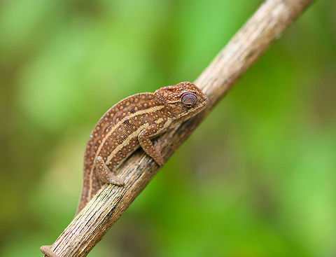 Jewelled chameleon - brown male perched, Pyreras Reserve, Madagascar After lots of driving to make way from Ranomafana to Andasibe, we came by this almost mandatory stop: Pyreras. 

Pyreras is a small private reserve (zoo) that gives close access to a wide array of remarkable Madagascar reptiles, frogs and other animals, including some you will unlikely find in the wild.

This chameleon species can be recognized by the 3 lateral stripes across the body, alternated with numerous small bright-coloured spots. The top of the head typically has additional spot-like decorations in another color. Coloring is variable. If I remember correctly, the bright one is the female.
https://www.jungledragon.com/image/85252/jewelled_chameleon_-_overtaking_pyreras_reserve_madagascar.html
https://www.jungledragon.com/image/85256/jewelled_chameleon_-_female_negotiating_branch_pyreras_reserve_madagascar.html
https://www.jungledragon.com/image/85254/jewelled_chameleon_-_female_closeup_pyreras_reserve_madagascar.html
https://www.jungledragon.com/image/85253/jewelled_chameleon_-_dark_male_pyreras_reserve_madagascar.html
https://www.jungledragon.com/image/85255/jewelled_chameleon_-_brown_male_pyreras_reserve_madagascar.html Africa,Furcifer campani,Geotagged,Jewelled chameleon,Madagascar,Madagascar 2019,Pyreras Reserve,Winter,World