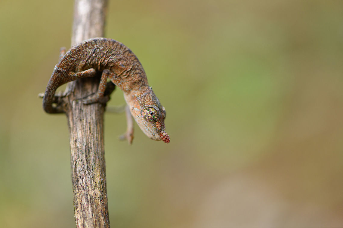 Female Lance-nosed chameleon, Pyreras Reserve, Madagascar This chameleon is named and know after its nose, in particular the male has a very lengthy and colorful nose:<br />
<figure class="photo"><a href="https://www.jungledragon.com/image/23038/the_lance-nosed_chameleon_-_calumma_gallus.html" title="The Lance-nosed chameleon - Calumma gallus"><img src="https://s3.amazonaws.com/media.jungledragon.com/images/21/23038_thumb.jpg?AWSAccessKeyId=05GMT0V3GWVNE7GGM1R2&Expires=1770854410&Signature=1%2B60xXg79cQflpEGcGpmPuRUJWA%3D" width="200" height="134" alt="The Lance-nosed chameleon - Calumma gallus Only the male has such a spectaculair long nose. <br />
The nose of the female is much shorter. Animalia,Calumma,Calumma gallus,Chamaeleonidae,Chamaeleoninae,Chordata,Geotagged,Lacertilia,Lance-nosed chameleon,Madagascar,Reptillia,Squamata" /></a></figure> Africa,Calumma gallus,Geotagged,Lance-nosed chameleon,Madagascar,Madagascar 2019,Pyreras Reserve,Winter,World