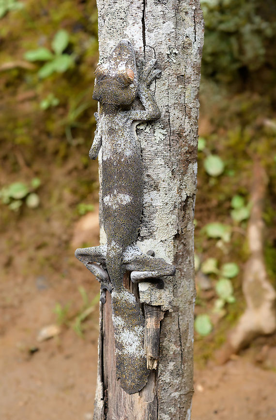 Giant leaf-tailed Gecko, Pyreras Reserve, Madagascar A family photo shoot of two indivuduals of Common flat-tail gecko, more often called the Giant leaf-tailed gecko based on its size. These two were taken from their cage in Pyreras Reserve, put on a tree for some photos, and then put back.<br />
<br />
Like all species in the Uroplatus genus, it has a uniquely shaped body to camouflage it by day. Specifics of this species are its size and its fringed skin. A few years earlier we were lucky to observe one hunting at night:<br />
<figure class="photo"><a href="https://www.jungledragon.com/image/34090/giant_leaf-tailed_gecko_on_the_hunt_nosy_mangabe_madagascar.html" title="Giant Leaf-tailed gecko on the hunt, Nosy Mangabe, Madagascar"><img src="https://s3.amazonaws.com/media.jungledragon.com/images/2/34090_thumb.jpg?AWSAccessKeyId=05GMT0V3GWVNE7GGM1R2&Expires=1767225610&Signature=B4TMhaJr49jTDDqs7EQ5Sgk37yo%3D" width="200" height="174" alt="Giant Leaf-tailed gecko on the hunt, Nosy Mangabe, Madagascar I&#039;m happy with this photo for two reasons. Most importantly, it shows a Giant Leaf-tailed Gecko on the hunt. It&#039;s a creature that is beautiful in itself, but you&#039;d typically see it during the day, where it is static. Here you see one high up in the tree, actively moving around.<br />
<br />
The 2nd reason I am happy is because of the technical challenge. The gecko is about 10 meters away, high up in a tree, in complete darkness. It&#039;s quite unusual to use a tele lens with flash, but I figured to just go for it. Maximum focal length, maximum flash power, and there you go. I wasn&#039;t expecting it to work, but it did. Africa,Geotagged,Giant Leaf-tailed Gecko,Madagascar,Madagascar North,Nosy Mangabe,Spring,Uroplatus fimbriatus,World" /></a></figure><br />
When threatened it has a display both threatening and hilarious:<br />
<a href="https://en.wikipedia.org/wiki/Common_flat-tail_gecko#/media/File:Giant_Leaf-tailed_Gecko,_Nosy_Mangabe,_Madagascar.jpg" rel="nofollow">https://en.wikipedia.org/wiki/Common_flat-tail_gecko#/media/File:Giant_Leaf-tailed_Gecko,_Nosy_Mangabe,_Madagascar.jpg</a><br />
<br />
But really, it should have been named after its incredible eyes, which are 350 times more sensitive to light compared to humans. This species can see in color at night! I don&#039;t even know of any electronics that can do that.<br />
<br />
<figure class="photo"><a href="https://www.jungledragon.com/image/85275/giant_leaf-tailed_gecko_-_portrait_pyreras_reserve_madagascar.html" title="Giant leaf-tailed Gecko - portrait, Pyreras Reserve, Madagascar"><img src="https://s3.amazonaws.com/media.jungledragon.com/images/2/85275_thumb.jpg?AWSAccessKeyId=05GMT0V3GWVNE7GGM1R2&Expires=1767225610&Signature=LRVIAQ%2F%2FC%2BhpzsTSPYWJ6vJJcvQ%3D" width="200" height="180" alt="Giant leaf-tailed Gecko - portrait, Pyreras Reserve, Madagascar A family photo shoot of two indivuduals of Common flat-tail gecko, more often called the Giant leaf-tailed gecko based on its size. These two were taken from their cage in Pyreras Reserve, put on a tree for some photos, and then put back.<br />
<br />
Like all species in the Uroplatus genus, it has a uniquely shaped body to camouflage it by day. Specifics of this species are its size and its fringed skin. A few years earlier we were lucky to observe one hunting at night:<br />
https://www.jungledragon.com/image/34090/giant_leaf-tailed_gecko_on_the_hunt_nosy_mangabe_madagascar.html<br />
When threatened it has a display both threatening and hilarious:<br />
https://en.wikipedia.org/wiki/Common_flat-tail_gecko#/media/File:Giant_Leaf-tailed_Gecko,_Nosy_Mangabe,_Madagascar.jpg<br />
<br />
But really, it should have been named after its incredible eyes, which are 350 times more sensitive to light compared to humans. This species can see in color at night! I don&#039;t even know of any electronics that can do that.<br />
<br />
https://www.jungledragon.com/image/85274/giant_leaf-tailed_gecko_pyreras_reserve_madagascar.html<br />
https://www.jungledragon.com/image/85276/giant_leaf-tailed_gecko_-_individual_2_pyreras_reserve_madagascar.html<br />
https://www.jungledragon.com/image/85277/giant_leaf-tailed_gecko_-_portrait_2_pyreras_reserve_madagascar.html<br />
https://www.jungledragon.com/image/85278/giant_leaf-tailed_gecko_-_eye_pyreras_reserve_madagascar.html<br />
https://www.jungledragon.com/image/85279/giant_leaf-tailed_gecko_-_eye_macro_pyreras_reserve_madagascar.html<br />
https://www.jungledragon.com/image/85280/giant_leaf-tailed_gecko_-_portrait_3_pyreras_reserve_madagascar.html<br />
https://www.jungledragon.com/image/85281/giant_leaf-tailed_gecko_-_portrait_4_pyreras_reserve_madagascar.html<br />
https://www.jungledragon.com/image/85282/giant_leaf-tailed_gecko_-_portrait_5_pyreras_reserve_madagascar.html<br />
https://www.jungledragon.com/image/85283/giant_leaf-tailed_gecko_-_feet_pyreras_reserve_madagascar.html Africa,Common flat-tail gecko,Geotagged,Madagascar,Madagascar 2019,Pyreras Reserve,Uroplatus fimbriatus,Winter,World" /></a></figure><br />
<figure class="photo"><a href="https://www.jungledragon.com/image/85276/giant_leaf-tailed_gecko_-_individual_2_pyreras_reserve_madagascar.html" title="Giant leaf-tailed Gecko - individual 2, Pyreras Reserve, Madagascar"><img src="https://s3.amazonaws.com/media.jungledragon.com/images/2/85276_thumb.jpg?AWSAccessKeyId=05GMT0V3GWVNE7GGM1R2&Expires=1767225610&Signature=FKNk3Q%2FXpVn6%2BYYkz11kUyymxbM%3D" width="102" height="152" alt="Giant leaf-tailed Gecko - individual 2, Pyreras Reserve, Madagascar A family photo shoot of two indivuduals of Common flat-tail gecko, more often called the Giant leaf-tailed gecko based on its size. These two were taken from their cage in Pyreras Reserve, put on a tree for some photos, and then put back.<br />
<br />
Like all species in the Uroplatus genus, it has a uniquely shaped body to camouflage it by day. Specifics of this species are its size and its fringed skin. A few years earlier we were lucky to observe one hunting at night:<br />
https://www.jungledragon.com/image/34090/giant_leaf-tailed_gecko_on_the_hunt_nosy_mangabe_madagascar.html<br />
When threatened it has a display both threatening and hilarious:<br />
https://en.wikipedia.org/wiki/Common_flat-tail_gecko#/media/File:Giant_Leaf-tailed_Gecko,_Nosy_Mangabe,_Madagascar.jpg<br />
<br />
But really, it should have been named after its incredible eyes, which are 350 times more sensitive to light compared to humans. This species can see in color at night! I don&#039;t even know of any electronics that can do that.<br />
<br />
https://www.jungledragon.com/image/85274/giant_leaf-tailed_gecko_pyreras_reserve_madagascar.html<br />
https://www.jungledragon.com/image/85275/giant_leaf-tailed_gecko_-_portrait_pyreras_reserve_madagascar.html<br />
https://www.jungledragon.com/image/85277/giant_leaf-tailed_gecko_-_portrait_2_pyreras_reserve_madagascar.html<br />
https://www.jungledragon.com/image/85278/giant_leaf-tailed_gecko_-_eye_pyreras_reserve_madagascar.html<br />
https://www.jungledragon.com/image/85279/giant_leaf-tailed_gecko_-_eye_macro_pyreras_reserve_madagascar.html<br />
https://www.jungledragon.com/image/85280/giant_leaf-tailed_gecko_-_portrait_3_pyreras_reserve_madagascar.html<br />
https://www.jungledragon.com/image/85281/giant_leaf-tailed_gecko_-_portrait_4_pyreras_reserve_madagascar.html<br />
https://www.jungledragon.com/image/85282/giant_leaf-tailed_gecko_-_portrait_5_pyreras_reserve_madagascar.html<br />
https://www.jungledragon.com/image/85283/giant_leaf-tailed_gecko_-_feet_pyreras_reserve_madagascar.html Africa,Common flat-tail gecko,Geotagged,Madagascar,Madagascar 2019,Pyreras Reserve,Uroplatus fimbriatus,Winter,World" /></a></figure><br />
<figure class="photo"><a href="https://www.jungledragon.com/image/85277/giant_leaf-tailed_gecko_-_portrait_2_pyreras_reserve_madagascar.html" title="Giant leaf-tailed Gecko - portrait 2, Pyreras Reserve, Madagascar"><img src="https://s3.amazonaws.com/media.jungledragon.com/images/2/85277_thumb.jpg?AWSAccessKeyId=05GMT0V3GWVNE7GGM1R2&Expires=1767225610&Signature=h5iTLXUAklwKBXSrpfAyfTujHIM%3D" width="200" height="134" alt="Giant leaf-tailed Gecko - portrait 2, Pyreras Reserve, Madagascar A family photo shoot of two indivuduals of Common flat-tail gecko, more often called the Giant leaf-tailed gecko based on its size. These two were taken from their cage in Pyreras Reserve, put on a tree for some photos, and then put back.<br />
<br />
Like all species in the Uroplatus genus, it has a uniquely shaped body to camouflage it by day. Specifics of this species are its size and its fringed skin. A few years earlier we were lucky to observe one hunting at night:<br />
https://www.jungledragon.com/image/34090/giant_leaf-tailed_gecko_on_the_hunt_nosy_mangabe_madagascar.html<br />
When threatened it has a display both threatening and hilarious:<br />
https://en.wikipedia.org/wiki/Common_flat-tail_gecko#/media/File:Giant_Leaf-tailed_Gecko,_Nosy_Mangabe,_Madagascar.jpg<br />
<br />
But really, it should have been named after its incredible eyes, which are 350 times more sensitive to light compared to humans. This species can see in color at night! I don&#039;t even know of any electronics that can do that.<br />
<br />
https://www.jungledragon.com/image/85274/giant_leaf-tailed_gecko_pyreras_reserve_madagascar.html<br />
https://www.jungledragon.com/image/85275/giant_leaf-tailed_gecko_-_portrait_pyreras_reserve_madagascar.html<br />
https://www.jungledragon.com/image/85276/giant_leaf-tailed_gecko_-_individual_2_pyreras_reserve_madagascar.html<br />
https://www.jungledragon.com/image/85278/giant_leaf-tailed_gecko_-_eye_pyreras_reserve_madagascar.html<br />
https://www.jungledragon.com/image/85279/giant_leaf-tailed_gecko_-_eye_macro_pyreras_reserve_madagascar.html<br />
https://www.jungledragon.com/image/85280/giant_leaf-tailed_gecko_-_portrait_3_pyreras_reserve_madagascar.html<br />
https://www.jungledragon.com/image/85281/giant_leaf-tailed_gecko_-_portrait_4_pyreras_reserve_madagascar.html<br />
https://www.jungledragon.com/image/85282/giant_leaf-tailed_gecko_-_portrait_5_pyreras_reserve_madagascar.html<br />
https://www.jungledragon.com/image/85283/giant_leaf-tailed_gecko_-_feet_pyreras_reserve_madagascar.html Africa,Common flat-tail gecko,Geotagged,Madagascar,Madagascar 2019,Pyreras Reserve,Uroplatus fimbriatus,Winter,World" /></a></figure><br />
<figure class="photo"><a href="https://www.jungledragon.com/image/85278/giant_leaf-tailed_gecko_-_eye_pyreras_reserve_madagascar.html" title="Giant leaf-tailed Gecko - eye, Pyreras Reserve, Madagascar"><img src="https://s3.amazonaws.com/media.jungledragon.com/images/2/85278_thumb.jpg?AWSAccessKeyId=05GMT0V3GWVNE7GGM1R2&Expires=1767225610&Signature=xhRUwbDnQBbBCL6Hv%2F6boYFHOlM%3D" width="200" height="168" alt="Giant leaf-tailed Gecko - eye, Pyreras Reserve, Madagascar A family photo shoot of two indivuduals of Common flat-tail gecko, more often called the Giant leaf-tailed gecko based on its size. These two were taken from their cage in Pyreras Reserve, put on a tree for some photos, and then put back.<br />
<br />
Like all species in the Uroplatus genus, it has a uniquely shaped body to camouflage it by day. Specifics of this species are its size and its fringed skin. A few years earlier we were lucky to observe one hunting at night:<br />
https://www.jungledragon.com/image/34090/giant_leaf-tailed_gecko_on_the_hunt_nosy_mangabe_madagascar.html<br />
When threatened it has a display both threatening and hilarious:<br />
https://en.wikipedia.org/wiki/Common_flat-tail_gecko#/media/File:Giant_Leaf-tailed_Gecko,_Nosy_Mangabe,_Madagascar.jpg<br />
<br />
But really, it should have been named after its incredible eyes, which are 350 times more sensitive to light compared to humans. This species can see in color at night! I don&#039;t even know of any electronics that can do that.<br />
<br />
https://www.jungledragon.com/image/85274/giant_leaf-tailed_gecko_pyreras_reserve_madagascar.html<br />
https://www.jungledragon.com/image/85275/giant_leaf-tailed_gecko_-_portrait_pyreras_reserve_madagascar.html<br />
https://www.jungledragon.com/image/85276/giant_leaf-tailed_gecko_-_individual_2_pyreras_reserve_madagascar.html<br />
https://www.jungledragon.com/image/85277/giant_leaf-tailed_gecko_-_portrait_2_pyreras_reserve_madagascar.html<br />
https://www.jungledragon.com/image/85279/giant_leaf-tailed_gecko_-_eye_macro_pyreras_reserve_madagascar.html<br />
https://www.jungledragon.com/image/85280/giant_leaf-tailed_gecko_-_portrait_3_pyreras_reserve_madagascar.html<br />
https://www.jungledragon.com/image/85281/giant_leaf-tailed_gecko_-_portrait_4_pyreras_reserve_madagascar.html<br />
https://www.jungledragon.com/image/85282/giant_leaf-tailed_gecko_-_portrait_5_pyreras_reserve_madagascar.html<br />
https://www.jungledragon.com/image/85283/giant_leaf-tailed_gecko_-_feet_pyreras_reserve_madagascar.html Africa,Common flat-tail gecko,Geotagged,Madagascar,Madagascar 2019,Pyreras Reserve,Uroplatus fimbriatus,Winter,World" /></a></figure><br />
<figure class="photo"><a href="https://www.jungledragon.com/image/85279/giant_leaf-tailed_gecko_-_eye_macro_pyreras_reserve_madagascar.html" title="Giant leaf-tailed Gecko - eye macro, Pyreras Reserve, Madagascar"><img src="https://s3.amazonaws.com/media.jungledragon.com/images/2/85279_thumb.jpg?AWSAccessKeyId=05GMT0V3GWVNE7GGM1R2&Expires=1767225610&Signature=1Uzims612rbjZJWzwV4bGdS0Ue8%3D" width="200" height="140" alt="Giant leaf-tailed Gecko - eye macro, Pyreras Reserve, Madagascar A family photo shoot of two indivuduals of Common flat-tail gecko, more often called the Giant leaf-tailed gecko based on its size. These two were taken from their cage in Pyreras Reserve, put on a tree for some photos, and then put back.<br />
<br />
Like all species in the Uroplatus genus, it has a uniquely shaped body to camouflage it by day. Specifics of this species are its size and its fringed skin. A few years earlier we were lucky to observe one hunting at night:<br />
https://www.jungledragon.com/image/34090/giant_leaf-tailed_gecko_on_the_hunt_nosy_mangabe_madagascar.html<br />
When threatened it has a display both threatening and hilarious:<br />
https://en.wikipedia.org/wiki/Common_flat-tail_gecko#/media/File:Giant_Leaf-tailed_Gecko,_Nosy_Mangabe,_Madagascar.jpg<br />
<br />
But really, it should have been named after its incredible eyes, which are 350 times more sensitive to light compared to humans. This species can see in color at night! I don&#039;t even know of any electronics that can do that.<br />
<br />
https://www.jungledragon.com/image/85274/giant_leaf-tailed_gecko_pyreras_reserve_madagascar.html<br />
https://www.jungledragon.com/image/85275/giant_leaf-tailed_gecko_-_portrait_pyreras_reserve_madagascar.html<br />
https://www.jungledragon.com/image/85276/giant_leaf-tailed_gecko_-_individual_2_pyreras_reserve_madagascar.html<br />
https://www.jungledragon.com/image/85277/giant_leaf-tailed_gecko_-_portrait_2_pyreras_reserve_madagascar.html<br />
https://www.jungledragon.com/image/85278/giant_leaf-tailed_gecko_-_eye_pyreras_reserve_madagascar.html<br />
https://www.jungledragon.com/image/85280/giant_leaf-tailed_gecko_-_portrait_3_pyreras_reserve_madagascar.html<br />
https://www.jungledragon.com/image/85281/giant_leaf-tailed_gecko_-_portrait_4_pyreras_reserve_madagascar.html<br />
https://www.jungledragon.com/image/85282/giant_leaf-tailed_gecko_-_portrait_5_pyreras_reserve_madagascar.html<br />
https://www.jungledragon.com/image/85283/giant_leaf-tailed_gecko_-_feet_pyreras_reserve_madagascar.html Africa,Common flat-tail gecko,Geotagged,Madagascar,Madagascar 2019,Pyreras Reserve,Uroplatus fimbriatus,Winter,World" /></a></figure><br />
<figure class="photo"><a href="https://www.jungledragon.com/image/85280/giant_leaf-tailed_gecko_-_portrait_3_pyreras_reserve_madagascar.html" title="Giant leaf-tailed Gecko - portrait 3, Pyreras Reserve, Madagascar"><img src="https://s3.amazonaws.com/media.jungledragon.com/images/2/85280_thumb.jpg?AWSAccessKeyId=05GMT0V3GWVNE7GGM1R2&Expires=1767225610&Signature=YMXpNjqOf501bhKc%2Bn3iJlqGxO4%3D" width="200" height="134" alt="Giant leaf-tailed Gecko - portrait 3, Pyreras Reserve, Madagascar A family photo shoot of two indivuduals of Common flat-tail gecko, more often called the Giant leaf-tailed gecko based on its size. These two were taken from their cage in Pyreras Reserve, put on a tree for some photos, and then put back.<br />
<br />
Like all species in the Uroplatus genus, it has a uniquely shaped body to camouflage it by day. Specifics of this species are its size and its fringed skin. A few years earlier we were lucky to observe one hunting at night:<br />
https://www.jungledragon.com/image/34090/giant_leaf-tailed_gecko_on_the_hunt_nosy_mangabe_madagascar.html<br />
When threatened it has a display both threatening and hilarious:<br />
https://en.wikipedia.org/wiki/Common_flat-tail_gecko#/media/File:Giant_Leaf-tailed_Gecko,_Nosy_Mangabe,_Madagascar.jpg<br />
<br />
But really, it should have been named after its incredible eyes, which are 350 times more sensitive to light compared to humans. This species can see in color at night! I don&#039;t even know of any electronics that can do that.<br />
<br />
https://www.jungledragon.com/image/85274/giant_leaf-tailed_gecko_pyreras_reserve_madagascar.html<br />
https://www.jungledragon.com/image/85275/giant_leaf-tailed_gecko_-_portrait_pyreras_reserve_madagascar.html<br />
https://www.jungledragon.com/image/85276/giant_leaf-tailed_gecko_-_individual_2_pyreras_reserve_madagascar.html<br />
https://www.jungledragon.com/image/85277/giant_leaf-tailed_gecko_-_portrait_2_pyreras_reserve_madagascar.html<br />
https://www.jungledragon.com/image/85278/giant_leaf-tailed_gecko_-_eye_pyreras_reserve_madagascar.html<br />
https://www.jungledragon.com/image/85279/giant_leaf-tailed_gecko_-_eye_macro_pyreras_reserve_madagascar.html<br />
https://www.jungledragon.com/image/85281/giant_leaf-tailed_gecko_-_portrait_4_pyreras_reserve_madagascar.html<br />
https://www.jungledragon.com/image/85282/giant_leaf-tailed_gecko_-_portrait_5_pyreras_reserve_madagascar.html<br />
https://www.jungledragon.com/image/85283/giant_leaf-tailed_gecko_-_feet_pyreras_reserve_madagascar.html Africa,Common flat-tail gecko,Geotagged,Madagascar,Madagascar 2019,Pyreras Reserve,Uroplatus fimbriatus,Winter,World" /></a></figure><br />
<figure class="photo"><a href="https://www.jungledragon.com/image/85281/giant_leaf-tailed_gecko_-_portrait_4_pyreras_reserve_madagascar.html" title="Giant leaf-tailed Gecko - portrait 4, Pyreras Reserve, Madagascar"><img src="https://s3.amazonaws.com/media.jungledragon.com/images/2/85281_thumb.jpg?AWSAccessKeyId=05GMT0V3GWVNE7GGM1R2&Expires=1767225610&Signature=MF50sMqqc5bE37e8ql1QNt62%2Fe4%3D" width="200" height="184" alt="Giant leaf-tailed Gecko - portrait 4, Pyreras Reserve, Madagascar A family photo shoot of two indivuduals of Common flat-tail gecko, more often called the Giant leaf-tailed gecko based on its size. These two were taken from their cage in Pyreras Reserve, put on a tree for some photos, and then put back.<br />
<br />
Like all species in the Uroplatus genus, it has a uniquely shaped body to camouflage it by day. Specifics of this species are its size and its fringed skin. A few years earlier we were lucky to observe one hunting at night:<br />
https://www.jungledragon.com/image/34090/giant_leaf-tailed_gecko_on_the_hunt_nosy_mangabe_madagascar.html<br />
When threatened it has a display both threatening and hilarious:<br />
https://en.wikipedia.org/wiki/Common_flat-tail_gecko#/media/File:Giant_Leaf-tailed_Gecko,_Nosy_Mangabe,_Madagascar.jpg<br />
<br />
But really, it should have been named after its incredible eyes, which are 350 times more sensitive to light compared to humans. This species can see in color at night! I don&#039;t even know of any electronics that can do that.<br />
<br />
https://www.jungledragon.com/image/85274/giant_leaf-tailed_gecko_pyreras_reserve_madagascar.html<br />
https://www.jungledragon.com/image/85275/giant_leaf-tailed_gecko_-_portrait_pyreras_reserve_madagascar.html<br />
https://www.jungledragon.com/image/85276/giant_leaf-tailed_gecko_-_individual_2_pyreras_reserve_madagascar.html<br />
https://www.jungledragon.com/image/85277/giant_leaf-tailed_gecko_-_portrait_2_pyreras_reserve_madagascar.html<br />
https://www.jungledragon.com/image/85278/giant_leaf-tailed_gecko_-_eye_pyreras_reserve_madagascar.html<br />
https://www.jungledragon.com/image/85279/giant_leaf-tailed_gecko_-_eye_macro_pyreras_reserve_madagascar.html<br />
https://www.jungledragon.com/image/85280/giant_leaf-tailed_gecko_-_portrait_3_pyreras_reserve_madagascar.html<br />
https://www.jungledragon.com/image/85282/giant_leaf-tailed_gecko_-_portrait_5_pyreras_reserve_madagascar.html<br />
https://www.jungledragon.com/image/85283/giant_leaf-tailed_gecko_-_feet_pyreras_reserve_madagascar.html Africa,Common flat-tail gecko,Geotagged,Madagascar,Madagascar 2019,Pyreras Reserve,Uroplatus fimbriatus,Winter,World" /></a></figure><br />
<figure class="photo"><a href="https://www.jungledragon.com/image/85282/giant_leaf-tailed_gecko_-_portrait_5_pyreras_reserve_madagascar.html" title="Giant leaf-tailed Gecko - portrait 5, Pyreras Reserve, Madagascar"><img src="https://s3.amazonaws.com/media.jungledragon.com/images/2/85282_thumb.jpg?AWSAccessKeyId=05GMT0V3GWVNE7GGM1R2&Expires=1767225610&Signature=GN9Qj3IDEScM648zbZffDSj9kzk%3D" width="102" height="152" alt="Giant leaf-tailed Gecko - portrait 5, Pyreras Reserve, Madagascar A family photo shoot of two indivuduals of Common flat-tail gecko, more often called the Giant leaf-tailed gecko based on its size. These two were taken from their cage in Pyreras Reserve, put on a tree for some photos, and then put back.<br />
<br />
Like all species in the Uroplatus genus, it has a uniquely shaped body to camouflage it by day. Specifics of this species are its size and its fringed skin. A few years earlier we were lucky to observe one hunting at night:<br />
https://www.jungledragon.com/image/34090/giant_leaf-tailed_gecko_on_the_hunt_nosy_mangabe_madagascar.html<br />
When threatened it has a display both threatening and hilarious:<br />
https://en.wikipedia.org/wiki/Common_flat-tail_gecko#/media/File:Giant_Leaf-tailed_Gecko,_Nosy_Mangabe,_Madagascar.jpg<br />
<br />
But really, it should have been named after its incredible eyes, which are 350 times more sensitive to light compared to humans. This species can see in color at night! I don&#039;t even know of any electronics that can do that.<br />
<br />
https://www.jungledragon.com/image/85274/giant_leaf-tailed_gecko_pyreras_reserve_madagascar.html<br />
https://www.jungledragon.com/image/85275/giant_leaf-tailed_gecko_-_portrait_pyreras_reserve_madagascar.html<br />
https://www.jungledragon.com/image/85276/giant_leaf-tailed_gecko_-_individual_2_pyreras_reserve_madagascar.html<br />
https://www.jungledragon.com/image/85277/giant_leaf-tailed_gecko_-_portrait_2_pyreras_reserve_madagascar.html<br />
https://www.jungledragon.com/image/85278/giant_leaf-tailed_gecko_-_eye_pyreras_reserve_madagascar.html<br />
https://www.jungledragon.com/image/85279/giant_leaf-tailed_gecko_-_eye_macro_pyreras_reserve_madagascar.html<br />
https://www.jungledragon.com/image/85280/giant_leaf-tailed_gecko_-_portrait_3_pyreras_reserve_madagascar.html<br />
https://www.jungledragon.com/image/85281/giant_leaf-tailed_gecko_-_portrait_4_pyreras_reserve_madagascar.html<br />
https://www.jungledragon.com/image/85283/giant_leaf-tailed_gecko_-_feet_pyreras_reserve_madagascar.html Africa,Common flat-tail gecko,Geotagged,Madagascar,Madagascar 2019,Pyreras Reserve,Uroplatus fimbriatus,Winter,World" /></a></figure><br />
<figure class="photo"><a href="https://www.jungledragon.com/image/85283/giant_leaf-tailed_gecko_-_feet_pyreras_reserve_madagascar.html" title="Giant leaf-tailed Gecko - feet, Pyreras Reserve, Madagascar"><img src="https://s3.amazonaws.com/media.jungledragon.com/images/2/85283_thumb.jpg?AWSAccessKeyId=05GMT0V3GWVNE7GGM1R2&Expires=1767225610&Signature=0gJEy4lGxywxDpPCsomQzKpdBzs%3D" width="200" height="134" alt="Giant leaf-tailed Gecko - feet, Pyreras Reserve, Madagascar A family photo shoot of two indivuduals of Common flat-tail gecko, more often called the Giant leaf-tailed gecko based on its size. These two were taken from their cage in Pyreras Reserve, put on a tree for some photos, and then put back.<br />
<br />
Like all species in the Uroplatus genus, it has a uniquely shaped body to camouflage it by day. Specifics of this species are its size and its fringed skin. A few years earlier we were lucky to observe one hunting at night:<br />
https://www.jungledragon.com/image/34090/giant_leaf-tailed_gecko_on_the_hunt_nosy_mangabe_madagascar.html<br />
When threatened it has a display both threatening and hilarious:<br />
https://en.wikipedia.org/wiki/Common_flat-tail_gecko#/media/File:Giant_Leaf-tailed_Gecko,_Nosy_Mangabe,_Madagascar.jpg<br />
<br />
But really, it should have been named after its incredible eyes, which are 350 times more sensitive to light compared to humans. This species can see in color at night! I don&#039;t even know of any electronics that can do that.<br />
<br />
https://www.jungledragon.com/image/85274/giant_leaf-tailed_gecko_pyreras_reserve_madagascar.html<br />
https://www.jungledragon.com/image/85275/giant_leaf-tailed_gecko_-_portrait_pyreras_reserve_madagascar.html<br />
https://www.jungledragon.com/image/85276/giant_leaf-tailed_gecko_-_individual_2_pyreras_reserve_madagascar.html<br />
https://www.jungledragon.com/image/85277/giant_leaf-tailed_gecko_-_portrait_2_pyreras_reserve_madagascar.html<br />
https://www.jungledragon.com/image/85278/giant_leaf-tailed_gecko_-_eye_pyreras_reserve_madagascar.html<br />
https://www.jungledragon.com/image/85279/giant_leaf-tailed_gecko_-_eye_macro_pyreras_reserve_madagascar.html<br />
https://www.jungledragon.com/image/85280/giant_leaf-tailed_gecko_-_portrait_3_pyreras_reserve_madagascar.html<br />
https://www.jungledragon.com/image/85281/giant_leaf-tailed_gecko_-_portrait_4_pyreras_reserve_madagascar.html<br />
https://www.jungledragon.com/image/85282/giant_leaf-tailed_gecko_-_portrait_5_pyreras_reserve_madagascar.html Africa,Common flat-tail gecko,Geotagged,Madagascar,Madagascar 2019,Pyreras Reserve,Uroplatus fimbriatus,Winter,World" /></a></figure> Africa,Common flat-tail gecko,Madagascar,Madagascar 2019,Pyreras Reserve,Uroplatus fimbriatus,World