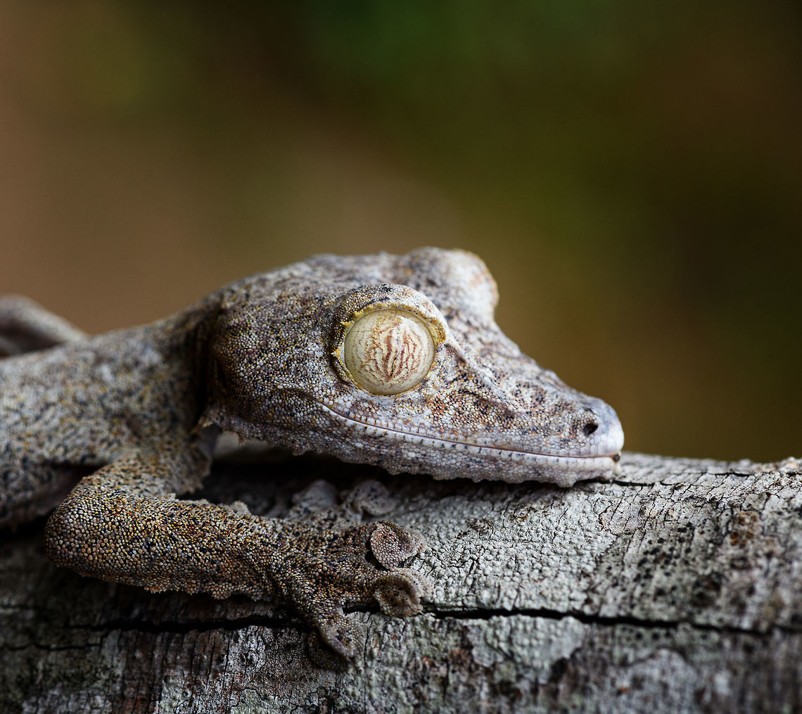 Giant leaf-tailed Gecko - portrait, Pyreras Reserve, Madagascar A family photo shoot of two indivuduals of Common flat-tail gecko, more often called the Giant leaf-tailed gecko based on its size. These two were taken from their cage in Pyreras Reserve, put on a tree for some photos, and then put back.<br />
<br />
Like all species in the Uroplatus genus, it has a uniquely shaped body to camouflage it by day. Specifics of this species are its size and its fringed skin. A few years earlier we were lucky to observe one hunting at night:<br />
<figure class="photo"><a href="https://www.jungledragon.com/image/34090/giant_leaf-tailed_gecko_on_the_hunt_nosy_mangabe_madagascar.html" title="Giant Leaf-tailed gecko on the hunt, Nosy Mangabe, Madagascar"><img src="https://s3.amazonaws.com/media.jungledragon.com/images/2/34090_thumb.jpg?AWSAccessKeyId=05GMT0V3GWVNE7GGM1R2&Expires=1759968010&Signature=6WwgbJNOBAcKtH9bWK2wjCONJ8E%3D" width="200" height="174" alt="Giant Leaf-tailed gecko on the hunt, Nosy Mangabe, Madagascar I&#039;m happy with this photo for two reasons. Most importantly, it shows a Giant Leaf-tailed Gecko on the hunt. It&#039;s a creature that is beautiful in itself, but you&#039;d typically see it during the day, where it is static. Here you see one high up in the tree, actively moving around.<br />
<br />
The 2nd reason I am happy is because of the technical challenge. The gecko is about 10 meters away, high up in a tree, in complete darkness. It&#039;s quite unusual to use a tele lens with flash, but I figured to just go for it. Maximum focal length, maximum flash power, and there you go. I wasn&#039;t expecting it to work, but it did. Africa,Geotagged,Giant Leaf-tailed Gecko,Madagascar,Madagascar North,Nosy Mangabe,Spring,Uroplatus fimbriatus,World" /></a></figure><br />
When threatened it has a display both threatening and hilarious:<br />
<a href="https://en.wikipedia.org/wiki/Common_flat-tail_gecko#/media/File:Giant_Leaf-tailed_Gecko,_Nosy_Mangabe,_Madagascar.jpg" rel="nofollow">https://en.wikipedia.org/wiki/Common_flat-tail_gecko#/media/File:Giant_Leaf-tailed_Gecko,_Nosy_Mangabe,_Madagascar.jpg</a><br />
<br />
But really, it should have been named after its incredible eyes, which are 350 times more sensitive to light compared to humans. This species can see in color at night! I don&#039;t even know of any electronics that can do that.<br />
<br />
<figure class="photo"><a href="https://www.jungledragon.com/image/85274/giant_leaf-tailed_gecko_pyreras_reserve_madagascar.html" title="Giant leaf-tailed Gecko, Pyreras Reserve, Madagascar"><img src="https://s3.amazonaws.com/media.jungledragon.com/images/2/85274_thumb.jpg?AWSAccessKeyId=05GMT0V3GWVNE7GGM1R2&Expires=1759968010&Signature=OdmzIXeQ2WyUJtiOpSuQzxcv0%2Fo%3D" width="102" height="152" alt="Giant leaf-tailed Gecko, Pyreras Reserve, Madagascar A family photo shoot of two indivuduals of Common flat-tail gecko, more often called the Giant leaf-tailed gecko based on its size. These two were taken from their cage in Pyreras Reserve, put on a tree for some photos, and then put back.<br />
<br />
Like all species in the Uroplatus genus, it has a uniquely shaped body to camouflage it by day. Specifics of this species are its size and its fringed skin. A few years earlier we were lucky to observe one hunting at night:<br />
https://www.jungledragon.com/image/34090/giant_leaf-tailed_gecko_on_the_hunt_nosy_mangabe_madagascar.html<br />
When threatened it has a display both threatening and hilarious:<br />
https://en.wikipedia.org/wiki/Common_flat-tail_gecko#/media/File:Giant_Leaf-tailed_Gecko,_Nosy_Mangabe,_Madagascar.jpg<br />
<br />
But really, it should have been named after its incredible eyes, which are 350 times more sensitive to light compared to humans. This species can see in color at night! I don&#039;t even know of any electronics that can do that.<br />
<br />
https://www.jungledragon.com/image/85275/giant_leaf-tailed_gecko_-_portrait_pyreras_reserve_madagascar.html<br />
https://www.jungledragon.com/image/85276/giant_leaf-tailed_gecko_-_individual_2_pyreras_reserve_madagascar.html<br />
https://www.jungledragon.com/image/85277/giant_leaf-tailed_gecko_-_portrait_2_pyreras_reserve_madagascar.html<br />
https://www.jungledragon.com/image/85278/giant_leaf-tailed_gecko_-_eye_pyreras_reserve_madagascar.html<br />
https://www.jungledragon.com/image/85279/giant_leaf-tailed_gecko_-_eye_macro_pyreras_reserve_madagascar.html<br />
https://www.jungledragon.com/image/85280/giant_leaf-tailed_gecko_-_portrait_3_pyreras_reserve_madagascar.html<br />
https://www.jungledragon.com/image/85281/giant_leaf-tailed_gecko_-_portrait_4_pyreras_reserve_madagascar.html<br />
https://www.jungledragon.com/image/85282/giant_leaf-tailed_gecko_-_portrait_5_pyreras_reserve_madagascar.html<br />
https://www.jungledragon.com/image/85283/giant_leaf-tailed_gecko_-_feet_pyreras_reserve_madagascar.html Africa,Common flat-tail gecko,Madagascar,Madagascar 2019,Pyreras Reserve,Uroplatus fimbriatus,World" /></a></figure><br />
<figure class="photo"><a href="https://www.jungledragon.com/image/85276/giant_leaf-tailed_gecko_-_individual_2_pyreras_reserve_madagascar.html" title="Giant leaf-tailed Gecko - individual 2, Pyreras Reserve, Madagascar"><img src="https://s3.amazonaws.com/media.jungledragon.com/images/2/85276_thumb.jpg?AWSAccessKeyId=05GMT0V3GWVNE7GGM1R2&Expires=1759968010&Signature=gVWKgEKMiMtFogNAetiy5ffY07Q%3D" width="102" height="152" alt="Giant leaf-tailed Gecko - individual 2, Pyreras Reserve, Madagascar A family photo shoot of two indivuduals of Common flat-tail gecko, more often called the Giant leaf-tailed gecko based on its size. These two were taken from their cage in Pyreras Reserve, put on a tree for some photos, and then put back.<br />
<br />
Like all species in the Uroplatus genus, it has a uniquely shaped body to camouflage it by day. Specifics of this species are its size and its fringed skin. A few years earlier we were lucky to observe one hunting at night:<br />
https://www.jungledragon.com/image/34090/giant_leaf-tailed_gecko_on_the_hunt_nosy_mangabe_madagascar.html<br />
When threatened it has a display both threatening and hilarious:<br />
https://en.wikipedia.org/wiki/Common_flat-tail_gecko#/media/File:Giant_Leaf-tailed_Gecko,_Nosy_Mangabe,_Madagascar.jpg<br />
<br />
But really, it should have been named after its incredible eyes, which are 350 times more sensitive to light compared to humans. This species can see in color at night! I don&#039;t even know of any electronics that can do that.<br />
<br />
https://www.jungledragon.com/image/85274/giant_leaf-tailed_gecko_pyreras_reserve_madagascar.html<br />
https://www.jungledragon.com/image/85275/giant_leaf-tailed_gecko_-_portrait_pyreras_reserve_madagascar.html<br />
https://www.jungledragon.com/image/85277/giant_leaf-tailed_gecko_-_portrait_2_pyreras_reserve_madagascar.html<br />
https://www.jungledragon.com/image/85278/giant_leaf-tailed_gecko_-_eye_pyreras_reserve_madagascar.html<br />
https://www.jungledragon.com/image/85279/giant_leaf-tailed_gecko_-_eye_macro_pyreras_reserve_madagascar.html<br />
https://www.jungledragon.com/image/85280/giant_leaf-tailed_gecko_-_portrait_3_pyreras_reserve_madagascar.html<br />
https://www.jungledragon.com/image/85281/giant_leaf-tailed_gecko_-_portrait_4_pyreras_reserve_madagascar.html<br />
https://www.jungledragon.com/image/85282/giant_leaf-tailed_gecko_-_portrait_5_pyreras_reserve_madagascar.html<br />
https://www.jungledragon.com/image/85283/giant_leaf-tailed_gecko_-_feet_pyreras_reserve_madagascar.html Africa,Common flat-tail gecko,Geotagged,Madagascar,Madagascar 2019,Pyreras Reserve,Uroplatus fimbriatus,Winter,World" /></a></figure><br />
<figure class="photo"><a href="https://www.jungledragon.com/image/85277/giant_leaf-tailed_gecko_-_portrait_2_pyreras_reserve_madagascar.html" title="Giant leaf-tailed Gecko - portrait 2, Pyreras Reserve, Madagascar"><img src="https://s3.amazonaws.com/media.jungledragon.com/images/2/85277_thumb.jpg?AWSAccessKeyId=05GMT0V3GWVNE7GGM1R2&Expires=1759968010&Signature=7LvJcBojSFSAZz9ah5oPbZPm3NU%3D" width="200" height="134" alt="Giant leaf-tailed Gecko - portrait 2, Pyreras Reserve, Madagascar A family photo shoot of two indivuduals of Common flat-tail gecko, more often called the Giant leaf-tailed gecko based on its size. These two were taken from their cage in Pyreras Reserve, put on a tree for some photos, and then put back.<br />
<br />
Like all species in the Uroplatus genus, it has a uniquely shaped body to camouflage it by day. Specifics of this species are its size and its fringed skin. A few years earlier we were lucky to observe one hunting at night:<br />
https://www.jungledragon.com/image/34090/giant_leaf-tailed_gecko_on_the_hunt_nosy_mangabe_madagascar.html<br />
When threatened it has a display both threatening and hilarious:<br />
https://en.wikipedia.org/wiki/Common_flat-tail_gecko#/media/File:Giant_Leaf-tailed_Gecko,_Nosy_Mangabe,_Madagascar.jpg<br />
<br />
But really, it should have been named after its incredible eyes, which are 350 times more sensitive to light compared to humans. This species can see in color at night! I don&#039;t even know of any electronics that can do that.<br />
<br />
https://www.jungledragon.com/image/85274/giant_leaf-tailed_gecko_pyreras_reserve_madagascar.html<br />
https://www.jungledragon.com/image/85275/giant_leaf-tailed_gecko_-_portrait_pyreras_reserve_madagascar.html<br />
https://www.jungledragon.com/image/85276/giant_leaf-tailed_gecko_-_individual_2_pyreras_reserve_madagascar.html<br />
https://www.jungledragon.com/image/85278/giant_leaf-tailed_gecko_-_eye_pyreras_reserve_madagascar.html<br />
https://www.jungledragon.com/image/85279/giant_leaf-tailed_gecko_-_eye_macro_pyreras_reserve_madagascar.html<br />
https://www.jungledragon.com/image/85280/giant_leaf-tailed_gecko_-_portrait_3_pyreras_reserve_madagascar.html<br />
https://www.jungledragon.com/image/85281/giant_leaf-tailed_gecko_-_portrait_4_pyreras_reserve_madagascar.html<br />
https://www.jungledragon.com/image/85282/giant_leaf-tailed_gecko_-_portrait_5_pyreras_reserve_madagascar.html<br />
https://www.jungledragon.com/image/85283/giant_leaf-tailed_gecko_-_feet_pyreras_reserve_madagascar.html Africa,Common flat-tail gecko,Geotagged,Madagascar,Madagascar 2019,Pyreras Reserve,Uroplatus fimbriatus,Winter,World" /></a></figure><br />
<figure class="photo"><a href="https://www.jungledragon.com/image/85278/giant_leaf-tailed_gecko_-_eye_pyreras_reserve_madagascar.html" title="Giant leaf-tailed Gecko - eye, Pyreras Reserve, Madagascar"><img src="https://s3.amazonaws.com/media.jungledragon.com/images/2/85278_thumb.jpg?AWSAccessKeyId=05GMT0V3GWVNE7GGM1R2&Expires=1759968010&Signature=BnSFz%2BvEEmjj2eJwFATzzhNL800%3D" width="200" height="168" alt="Giant leaf-tailed Gecko - eye, Pyreras Reserve, Madagascar A family photo shoot of two indivuduals of Common flat-tail gecko, more often called the Giant leaf-tailed gecko based on its size. These two were taken from their cage in Pyreras Reserve, put on a tree for some photos, and then put back.<br />
<br />
Like all species in the Uroplatus genus, it has a uniquely shaped body to camouflage it by day. Specifics of this species are its size and its fringed skin. A few years earlier we were lucky to observe one hunting at night:<br />
https://www.jungledragon.com/image/34090/giant_leaf-tailed_gecko_on_the_hunt_nosy_mangabe_madagascar.html<br />
When threatened it has a display both threatening and hilarious:<br />
https://en.wikipedia.org/wiki/Common_flat-tail_gecko#/media/File:Giant_Leaf-tailed_Gecko,_Nosy_Mangabe,_Madagascar.jpg<br />
<br />
But really, it should have been named after its incredible eyes, which are 350 times more sensitive to light compared to humans. This species can see in color at night! I don&#039;t even know of any electronics that can do that.<br />
<br />
https://www.jungledragon.com/image/85274/giant_leaf-tailed_gecko_pyreras_reserve_madagascar.html<br />
https://www.jungledragon.com/image/85275/giant_leaf-tailed_gecko_-_portrait_pyreras_reserve_madagascar.html<br />
https://www.jungledragon.com/image/85276/giant_leaf-tailed_gecko_-_individual_2_pyreras_reserve_madagascar.html<br />
https://www.jungledragon.com/image/85277/giant_leaf-tailed_gecko_-_portrait_2_pyreras_reserve_madagascar.html<br />
https://www.jungledragon.com/image/85279/giant_leaf-tailed_gecko_-_eye_macro_pyreras_reserve_madagascar.html<br />
https://www.jungledragon.com/image/85280/giant_leaf-tailed_gecko_-_portrait_3_pyreras_reserve_madagascar.html<br />
https://www.jungledragon.com/image/85281/giant_leaf-tailed_gecko_-_portrait_4_pyreras_reserve_madagascar.html<br />
https://www.jungledragon.com/image/85282/giant_leaf-tailed_gecko_-_portrait_5_pyreras_reserve_madagascar.html<br />
https://www.jungledragon.com/image/85283/giant_leaf-tailed_gecko_-_feet_pyreras_reserve_madagascar.html Africa,Common flat-tail gecko,Geotagged,Madagascar,Madagascar 2019,Pyreras Reserve,Uroplatus fimbriatus,Winter,World" /></a></figure><br />
<figure class="photo"><a href="https://www.jungledragon.com/image/85279/giant_leaf-tailed_gecko_-_eye_macro_pyreras_reserve_madagascar.html" title="Giant leaf-tailed Gecko - eye macro, Pyreras Reserve, Madagascar"><img src="https://s3.amazonaws.com/media.jungledragon.com/images/2/85279_thumb.jpg?AWSAccessKeyId=05GMT0V3GWVNE7GGM1R2&Expires=1759968010&Signature=wGYXXgsWt5OfveuhQKmLpnVP%2Bno%3D" width="200" height="140" alt="Giant leaf-tailed Gecko - eye macro, Pyreras Reserve, Madagascar A family photo shoot of two indivuduals of Common flat-tail gecko, more often called the Giant leaf-tailed gecko based on its size. These two were taken from their cage in Pyreras Reserve, put on a tree for some photos, and then put back.<br />
<br />
Like all species in the Uroplatus genus, it has a uniquely shaped body to camouflage it by day. Specifics of this species are its size and its fringed skin. A few years earlier we were lucky to observe one hunting at night:<br />
https://www.jungledragon.com/image/34090/giant_leaf-tailed_gecko_on_the_hunt_nosy_mangabe_madagascar.html<br />
When threatened it has a display both threatening and hilarious:<br />
https://en.wikipedia.org/wiki/Common_flat-tail_gecko#/media/File:Giant_Leaf-tailed_Gecko,_Nosy_Mangabe,_Madagascar.jpg<br />
<br />
But really, it should have been named after its incredible eyes, which are 350 times more sensitive to light compared to humans. This species can see in color at night! I don&#039;t even know of any electronics that can do that.<br />
<br />
https://www.jungledragon.com/image/85274/giant_leaf-tailed_gecko_pyreras_reserve_madagascar.html<br />
https://www.jungledragon.com/image/85275/giant_leaf-tailed_gecko_-_portrait_pyreras_reserve_madagascar.html<br />
https://www.jungledragon.com/image/85276/giant_leaf-tailed_gecko_-_individual_2_pyreras_reserve_madagascar.html<br />
https://www.jungledragon.com/image/85277/giant_leaf-tailed_gecko_-_portrait_2_pyreras_reserve_madagascar.html<br />
https://www.jungledragon.com/image/85278/giant_leaf-tailed_gecko_-_eye_pyreras_reserve_madagascar.html<br />
https://www.jungledragon.com/image/85280/giant_leaf-tailed_gecko_-_portrait_3_pyreras_reserve_madagascar.html<br />
https://www.jungledragon.com/image/85281/giant_leaf-tailed_gecko_-_portrait_4_pyreras_reserve_madagascar.html<br />
https://www.jungledragon.com/image/85282/giant_leaf-tailed_gecko_-_portrait_5_pyreras_reserve_madagascar.html<br />
https://www.jungledragon.com/image/85283/giant_leaf-tailed_gecko_-_feet_pyreras_reserve_madagascar.html Africa,Common flat-tail gecko,Geotagged,Madagascar,Madagascar 2019,Pyreras Reserve,Uroplatus fimbriatus,Winter,World" /></a></figure><br />
<figure class="photo"><a href="https://www.jungledragon.com/image/85280/giant_leaf-tailed_gecko_-_portrait_3_pyreras_reserve_madagascar.html" title="Giant leaf-tailed Gecko - portrait 3, Pyreras Reserve, Madagascar"><img src="https://s3.amazonaws.com/media.jungledragon.com/images/2/85280_thumb.jpg?AWSAccessKeyId=05GMT0V3GWVNE7GGM1R2&Expires=1759968010&Signature=TyLUyIxxaCERVtiDwDzfNYdG5Cs%3D" width="200" height="134" alt="Giant leaf-tailed Gecko - portrait 3, Pyreras Reserve, Madagascar A family photo shoot of two indivuduals of Common flat-tail gecko, more often called the Giant leaf-tailed gecko based on its size. These two were taken from their cage in Pyreras Reserve, put on a tree for some photos, and then put back.<br />
<br />
Like all species in the Uroplatus genus, it has a uniquely shaped body to camouflage it by day. Specifics of this species are its size and its fringed skin. A few years earlier we were lucky to observe one hunting at night:<br />
https://www.jungledragon.com/image/34090/giant_leaf-tailed_gecko_on_the_hunt_nosy_mangabe_madagascar.html<br />
When threatened it has a display both threatening and hilarious:<br />
https://en.wikipedia.org/wiki/Common_flat-tail_gecko#/media/File:Giant_Leaf-tailed_Gecko,_Nosy_Mangabe,_Madagascar.jpg<br />
<br />
But really, it should have been named after its incredible eyes, which are 350 times more sensitive to light compared to humans. This species can see in color at night! I don&#039;t even know of any electronics that can do that.<br />
<br />
https://www.jungledragon.com/image/85274/giant_leaf-tailed_gecko_pyreras_reserve_madagascar.html<br />
https://www.jungledragon.com/image/85275/giant_leaf-tailed_gecko_-_portrait_pyreras_reserve_madagascar.html<br />
https://www.jungledragon.com/image/85276/giant_leaf-tailed_gecko_-_individual_2_pyreras_reserve_madagascar.html<br />
https://www.jungledragon.com/image/85277/giant_leaf-tailed_gecko_-_portrait_2_pyreras_reserve_madagascar.html<br />
https://www.jungledragon.com/image/85278/giant_leaf-tailed_gecko_-_eye_pyreras_reserve_madagascar.html<br />
https://www.jungledragon.com/image/85279/giant_leaf-tailed_gecko_-_eye_macro_pyreras_reserve_madagascar.html<br />
https://www.jungledragon.com/image/85281/giant_leaf-tailed_gecko_-_portrait_4_pyreras_reserve_madagascar.html<br />
https://www.jungledragon.com/image/85282/giant_leaf-tailed_gecko_-_portrait_5_pyreras_reserve_madagascar.html<br />
https://www.jungledragon.com/image/85283/giant_leaf-tailed_gecko_-_feet_pyreras_reserve_madagascar.html Africa,Common flat-tail gecko,Geotagged,Madagascar,Madagascar 2019,Pyreras Reserve,Uroplatus fimbriatus,Winter,World" /></a></figure><br />
<figure class="photo"><a href="https://www.jungledragon.com/image/85281/giant_leaf-tailed_gecko_-_portrait_4_pyreras_reserve_madagascar.html" title="Giant leaf-tailed Gecko - portrait 4, Pyreras Reserve, Madagascar"><img src="https://s3.amazonaws.com/media.jungledragon.com/images/2/85281_thumb.jpg?AWSAccessKeyId=05GMT0V3GWVNE7GGM1R2&Expires=1759968010&Signature=H3gXDYp%2Bfjxv8UnU49ASIM3C2Ew%3D" width="200" height="184" alt="Giant leaf-tailed Gecko - portrait 4, Pyreras Reserve, Madagascar A family photo shoot of two indivuduals of Common flat-tail gecko, more often called the Giant leaf-tailed gecko based on its size. These two were taken from their cage in Pyreras Reserve, put on a tree for some photos, and then put back.<br />
<br />
Like all species in the Uroplatus genus, it has a uniquely shaped body to camouflage it by day. Specifics of this species are its size and its fringed skin. A few years earlier we were lucky to observe one hunting at night:<br />
https://www.jungledragon.com/image/34090/giant_leaf-tailed_gecko_on_the_hunt_nosy_mangabe_madagascar.html<br />
When threatened it has a display both threatening and hilarious:<br />
https://en.wikipedia.org/wiki/Common_flat-tail_gecko#/media/File:Giant_Leaf-tailed_Gecko,_Nosy_Mangabe,_Madagascar.jpg<br />
<br />
But really, it should have been named after its incredible eyes, which are 350 times more sensitive to light compared to humans. This species can see in color at night! I don&#039;t even know of any electronics that can do that.<br />
<br />
https://www.jungledragon.com/image/85274/giant_leaf-tailed_gecko_pyreras_reserve_madagascar.html<br />
https://www.jungledragon.com/image/85275/giant_leaf-tailed_gecko_-_portrait_pyreras_reserve_madagascar.html<br />
https://www.jungledragon.com/image/85276/giant_leaf-tailed_gecko_-_individual_2_pyreras_reserve_madagascar.html<br />
https://www.jungledragon.com/image/85277/giant_leaf-tailed_gecko_-_portrait_2_pyreras_reserve_madagascar.html<br />
https://www.jungledragon.com/image/85278/giant_leaf-tailed_gecko_-_eye_pyreras_reserve_madagascar.html<br />
https://www.jungledragon.com/image/85279/giant_leaf-tailed_gecko_-_eye_macro_pyreras_reserve_madagascar.html<br />
https://www.jungledragon.com/image/85280/giant_leaf-tailed_gecko_-_portrait_3_pyreras_reserve_madagascar.html<br />
https://www.jungledragon.com/image/85282/giant_leaf-tailed_gecko_-_portrait_5_pyreras_reserve_madagascar.html<br />
https://www.jungledragon.com/image/85283/giant_leaf-tailed_gecko_-_feet_pyreras_reserve_madagascar.html Africa,Common flat-tail gecko,Geotagged,Madagascar,Madagascar 2019,Pyreras Reserve,Uroplatus fimbriatus,Winter,World" /></a></figure><br />
<figure class="photo"><a href="https://www.jungledragon.com/image/85282/giant_leaf-tailed_gecko_-_portrait_5_pyreras_reserve_madagascar.html" title="Giant leaf-tailed Gecko - portrait 5, Pyreras Reserve, Madagascar"><img src="https://s3.amazonaws.com/media.jungledragon.com/images/2/85282_thumb.jpg?AWSAccessKeyId=05GMT0V3GWVNE7GGM1R2&Expires=1759968010&Signature=g1SjrdptURJGJcwarLgqONNpnow%3D" width="102" height="152" alt="Giant leaf-tailed Gecko - portrait 5, Pyreras Reserve, Madagascar A family photo shoot of two indivuduals of Common flat-tail gecko, more often called the Giant leaf-tailed gecko based on its size. These two were taken from their cage in Pyreras Reserve, put on a tree for some photos, and then put back.<br />
<br />
Like all species in the Uroplatus genus, it has a uniquely shaped body to camouflage it by day. Specifics of this species are its size and its fringed skin. A few years earlier we were lucky to observe one hunting at night:<br />
https://www.jungledragon.com/image/34090/giant_leaf-tailed_gecko_on_the_hunt_nosy_mangabe_madagascar.html<br />
When threatened it has a display both threatening and hilarious:<br />
https://en.wikipedia.org/wiki/Common_flat-tail_gecko#/media/File:Giant_Leaf-tailed_Gecko,_Nosy_Mangabe,_Madagascar.jpg<br />
<br />
But really, it should have been named after its incredible eyes, which are 350 times more sensitive to light compared to humans. This species can see in color at night! I don&#039;t even know of any electronics that can do that.<br />
<br />
https://www.jungledragon.com/image/85274/giant_leaf-tailed_gecko_pyreras_reserve_madagascar.html<br />
https://www.jungledragon.com/image/85275/giant_leaf-tailed_gecko_-_portrait_pyreras_reserve_madagascar.html<br />
https://www.jungledragon.com/image/85276/giant_leaf-tailed_gecko_-_individual_2_pyreras_reserve_madagascar.html<br />
https://www.jungledragon.com/image/85277/giant_leaf-tailed_gecko_-_portrait_2_pyreras_reserve_madagascar.html<br />
https://www.jungledragon.com/image/85278/giant_leaf-tailed_gecko_-_eye_pyreras_reserve_madagascar.html<br />
https://www.jungledragon.com/image/85279/giant_leaf-tailed_gecko_-_eye_macro_pyreras_reserve_madagascar.html<br />
https://www.jungledragon.com/image/85280/giant_leaf-tailed_gecko_-_portrait_3_pyreras_reserve_madagascar.html<br />
https://www.jungledragon.com/image/85281/giant_leaf-tailed_gecko_-_portrait_4_pyreras_reserve_madagascar.html<br />
https://www.jungledragon.com/image/85283/giant_leaf-tailed_gecko_-_feet_pyreras_reserve_madagascar.html Africa,Common flat-tail gecko,Geotagged,Madagascar,Madagascar 2019,Pyreras Reserve,Uroplatus fimbriatus,Winter,World" /></a></figure><br />
<figure class="photo"><a href="https://www.jungledragon.com/image/85283/giant_leaf-tailed_gecko_-_feet_pyreras_reserve_madagascar.html" title="Giant leaf-tailed Gecko - feet, Pyreras Reserve, Madagascar"><img src="https://s3.amazonaws.com/media.jungledragon.com/images/2/85283_thumb.jpg?AWSAccessKeyId=05GMT0V3GWVNE7GGM1R2&Expires=1759968010&Signature=EIY5K%2FQT5N9IxIhI4Q%2BOk%2BlYesg%3D" width="200" height="134" alt="Giant leaf-tailed Gecko - feet, Pyreras Reserve, Madagascar A family photo shoot of two indivuduals of Common flat-tail gecko, more often called the Giant leaf-tailed gecko based on its size. These two were taken from their cage in Pyreras Reserve, put on a tree for some photos, and then put back.<br />
<br />
Like all species in the Uroplatus genus, it has a uniquely shaped body to camouflage it by day. Specifics of this species are its size and its fringed skin. A few years earlier we were lucky to observe one hunting at night:<br />
https://www.jungledragon.com/image/34090/giant_leaf-tailed_gecko_on_the_hunt_nosy_mangabe_madagascar.html<br />
When threatened it has a display both threatening and hilarious:<br />
https://en.wikipedia.org/wiki/Common_flat-tail_gecko#/media/File:Giant_Leaf-tailed_Gecko,_Nosy_Mangabe,_Madagascar.jpg<br />
<br />
But really, it should have been named after its incredible eyes, which are 350 times more sensitive to light compared to humans. This species can see in color at night! I don&#039;t even know of any electronics that can do that.<br />
<br />
https://www.jungledragon.com/image/85274/giant_leaf-tailed_gecko_pyreras_reserve_madagascar.html<br />
https://www.jungledragon.com/image/85275/giant_leaf-tailed_gecko_-_portrait_pyreras_reserve_madagascar.html<br />
https://www.jungledragon.com/image/85276/giant_leaf-tailed_gecko_-_individual_2_pyreras_reserve_madagascar.html<br />
https://www.jungledragon.com/image/85277/giant_leaf-tailed_gecko_-_portrait_2_pyreras_reserve_madagascar.html<br />
https://www.jungledragon.com/image/85278/giant_leaf-tailed_gecko_-_eye_pyreras_reserve_madagascar.html<br />
https://www.jungledragon.com/image/85279/giant_leaf-tailed_gecko_-_eye_macro_pyreras_reserve_madagascar.html<br />
https://www.jungledragon.com/image/85280/giant_leaf-tailed_gecko_-_portrait_3_pyreras_reserve_madagascar.html<br />
https://www.jungledragon.com/image/85281/giant_leaf-tailed_gecko_-_portrait_4_pyreras_reserve_madagascar.html<br />
https://www.jungledragon.com/image/85282/giant_leaf-tailed_gecko_-_portrait_5_pyreras_reserve_madagascar.html Africa,Common flat-tail gecko,Geotagged,Madagascar,Madagascar 2019,Pyreras Reserve,Uroplatus fimbriatus,Winter,World" /></a></figure> Africa,Common flat-tail gecko,Geotagged,Madagascar,Madagascar 2019,Pyreras Reserve,Uroplatus fimbriatus,Winter,World
