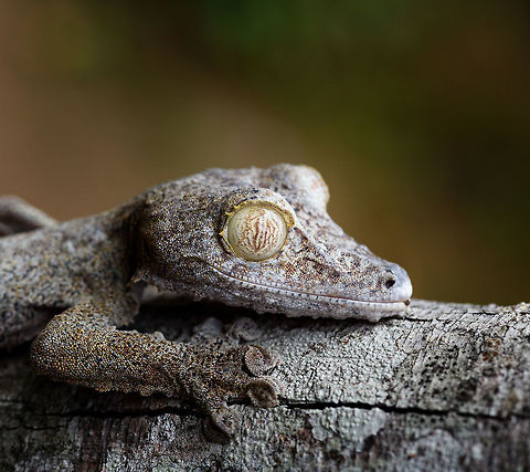 Giant leaf-tailed Gecko - portrait, Pyreras Reserve, Madagascar A family photo shoot of two indivuduals of Common flat-tail gecko, more often called the Giant leaf-tailed gecko based on its size. These two were taken from their cage in Pyreras Reserve, put on a tree for some photos, and then put back.

Like all species in the Uroplatus genus, it has a uniquely shaped body to camouflage it by day. Specifics of this species are its size and its fringed skin. A few years earlier we were lucky to observe one hunting at night:
https://www.jungledragon.com/image/34090/giant_leaf-tailed_gecko_on_the_hunt_nosy_mangabe_madagascar.html
When threatened it has a display both threatening and hilarious:
https://en.wikipedia.org/wiki/Common_flat-tail_gecko#/media/File:Giant_Leaf-tailed_Gecko,_Nosy_Mangabe,_Madagascar.jpg

But really, it should have been named after its incredible eyes, which are 350 times more sensitive to light compared to humans. This species can see in color at night! I don't even know of any electronics that can do that.

https://www.jungledragon.com/image/85274/giant_leaf-tailed_gecko_pyreras_reserve_madagascar.html
https://www.jungledragon.com/image/85276/giant_leaf-tailed_gecko_-_individual_2_pyreras_reserve_madagascar.html
https://www.jungledragon.com/image/85277/giant_leaf-tailed_gecko_-_portrait_2_pyreras_reserve_madagascar.html
https://www.jungledragon.com/image/85278/giant_leaf-tailed_gecko_-_eye_pyreras_reserve_madagascar.html
https://www.jungledragon.com/image/85279/giant_leaf-tailed_gecko_-_eye_macro_pyreras_reserve_madagascar.html
https://www.jungledragon.com/image/85280/giant_leaf-tailed_gecko_-_portrait_3_pyreras_reserve_madagascar.html
https://www.jungledragon.com/image/85281/giant_leaf-tailed_gecko_-_portrait_4_pyreras_reserve_madagascar.html
https://www.jungledragon.com/image/85282/giant_leaf-tailed_gecko_-_portrait_5_pyreras_reserve_madagascar.html
https://www.jungledragon.com/image/85283/giant_leaf-tailed_gecko_-_feet_pyreras_reserve_madagascar.html Africa,Common flat-tail gecko,Geotagged,Madagascar,Madagascar 2019,Pyreras Reserve,Uroplatus fimbriatus,Winter,World