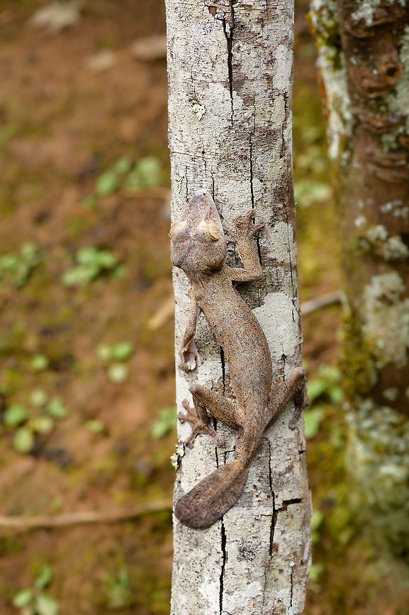 Giant leaf-tailed Gecko - individual 2, Pyreras Reserve, Madagascar A family photo shoot of two indivuduals of Common flat-tail gecko, more often called the Giant leaf-tailed gecko based on its size. These two were taken from their cage in Pyreras Reserve, put on a tree for some photos, and then put back.<br />
<br />
Like all species in the Uroplatus genus, it has a uniquely shaped body to camouflage it by day. Specifics of this species are its size and its fringed skin. A few years earlier we were lucky to observe one hunting at night:<br />
<figure class="photo"><a href="https://www.jungledragon.com/image/34090/giant_leaf-tailed_gecko_on_the_hunt_nosy_mangabe_madagascar.html" title="Giant Leaf-tailed gecko on the hunt, Nosy Mangabe, Madagascar"><img src="https://s3.amazonaws.com/media.jungledragon.com/images/2/34090_thumb.jpg?AWSAccessKeyId=05GMT0V3GWVNE7GGM1R2&Expires=1767225610&Signature=B4TMhaJr49jTDDqs7EQ5Sgk37yo%3D" width="200" height="174" alt="Giant Leaf-tailed gecko on the hunt, Nosy Mangabe, Madagascar I&#039;m happy with this photo for two reasons. Most importantly, it shows a Giant Leaf-tailed Gecko on the hunt. It&#039;s a creature that is beautiful in itself, but you&#039;d typically see it during the day, where it is static. Here you see one high up in the tree, actively moving around.<br />
<br />
The 2nd reason I am happy is because of the technical challenge. The gecko is about 10 meters away, high up in a tree, in complete darkness. It&#039;s quite unusual to use a tele lens with flash, but I figured to just go for it. Maximum focal length, maximum flash power, and there you go. I wasn&#039;t expecting it to work, but it did. Africa,Geotagged,Giant Leaf-tailed Gecko,Madagascar,Madagascar North,Nosy Mangabe,Spring,Uroplatus fimbriatus,World" /></a></figure><br />
When threatened it has a display both threatening and hilarious:<br />
<a href="https://en.wikipedia.org/wiki/Common_flat-tail_gecko#/media/File:Giant_Leaf-tailed_Gecko,_Nosy_Mangabe,_Madagascar.jpg" rel="nofollow">https://en.wikipedia.org/wiki/Common_flat-tail_gecko#/media/File:Giant_Leaf-tailed_Gecko,_Nosy_Mangabe,_Madagascar.jpg</a><br />
<br />
But really, it should have been named after its incredible eyes, which are 350 times more sensitive to light compared to humans. This species can see in color at night! I don&#039;t even know of any electronics that can do that.<br />
<br />
<figure class="photo"><a href="https://www.jungledragon.com/image/85274/giant_leaf-tailed_gecko_pyreras_reserve_madagascar.html" title="Giant leaf-tailed Gecko, Pyreras Reserve, Madagascar"><img src="https://s3.amazonaws.com/media.jungledragon.com/images/2/85274_thumb.jpg?AWSAccessKeyId=05GMT0V3GWVNE7GGM1R2&Expires=1767225610&Signature=T68Eo%2FXdTN5OMZMWtuB6UfTbdFI%3D" width="102" height="152" alt="Giant leaf-tailed Gecko, Pyreras Reserve, Madagascar A family photo shoot of two indivuduals of Common flat-tail gecko, more often called the Giant leaf-tailed gecko based on its size. These two were taken from their cage in Pyreras Reserve, put on a tree for some photos, and then put back.<br />
<br />
Like all species in the Uroplatus genus, it has a uniquely shaped body to camouflage it by day. Specifics of this species are its size and its fringed skin. A few years earlier we were lucky to observe one hunting at night:<br />
https://www.jungledragon.com/image/34090/giant_leaf-tailed_gecko_on_the_hunt_nosy_mangabe_madagascar.html<br />
When threatened it has a display both threatening and hilarious:<br />
https://en.wikipedia.org/wiki/Common_flat-tail_gecko#/media/File:Giant_Leaf-tailed_Gecko,_Nosy_Mangabe,_Madagascar.jpg<br />
<br />
But really, it should have been named after its incredible eyes, which are 350 times more sensitive to light compared to humans. This species can see in color at night! I don&#039;t even know of any electronics that can do that.<br />
<br />
https://www.jungledragon.com/image/85275/giant_leaf-tailed_gecko_-_portrait_pyreras_reserve_madagascar.html<br />
https://www.jungledragon.com/image/85276/giant_leaf-tailed_gecko_-_individual_2_pyreras_reserve_madagascar.html<br />
https://www.jungledragon.com/image/85277/giant_leaf-tailed_gecko_-_portrait_2_pyreras_reserve_madagascar.html<br />
https://www.jungledragon.com/image/85278/giant_leaf-tailed_gecko_-_eye_pyreras_reserve_madagascar.html<br />
https://www.jungledragon.com/image/85279/giant_leaf-tailed_gecko_-_eye_macro_pyreras_reserve_madagascar.html<br />
https://www.jungledragon.com/image/85280/giant_leaf-tailed_gecko_-_portrait_3_pyreras_reserve_madagascar.html<br />
https://www.jungledragon.com/image/85281/giant_leaf-tailed_gecko_-_portrait_4_pyreras_reserve_madagascar.html<br />
https://www.jungledragon.com/image/85282/giant_leaf-tailed_gecko_-_portrait_5_pyreras_reserve_madagascar.html<br />
https://www.jungledragon.com/image/85283/giant_leaf-tailed_gecko_-_feet_pyreras_reserve_madagascar.html Africa,Common flat-tail gecko,Madagascar,Madagascar 2019,Pyreras Reserve,Uroplatus fimbriatus,World" /></a></figure><br />
<figure class="photo"><a href="https://www.jungledragon.com/image/85275/giant_leaf-tailed_gecko_-_portrait_pyreras_reserve_madagascar.html" title="Giant leaf-tailed Gecko - portrait, Pyreras Reserve, Madagascar"><img src="https://s3.amazonaws.com/media.jungledragon.com/images/2/85275_thumb.jpg?AWSAccessKeyId=05GMT0V3GWVNE7GGM1R2&Expires=1767225610&Signature=LRVIAQ%2F%2FC%2BhpzsTSPYWJ6vJJcvQ%3D" width="200" height="180" alt="Giant leaf-tailed Gecko - portrait, Pyreras Reserve, Madagascar A family photo shoot of two indivuduals of Common flat-tail gecko, more often called the Giant leaf-tailed gecko based on its size. These two were taken from their cage in Pyreras Reserve, put on a tree for some photos, and then put back.<br />
<br />
Like all species in the Uroplatus genus, it has a uniquely shaped body to camouflage it by day. Specifics of this species are its size and its fringed skin. A few years earlier we were lucky to observe one hunting at night:<br />
https://www.jungledragon.com/image/34090/giant_leaf-tailed_gecko_on_the_hunt_nosy_mangabe_madagascar.html<br />
When threatened it has a display both threatening and hilarious:<br />
https://en.wikipedia.org/wiki/Common_flat-tail_gecko#/media/File:Giant_Leaf-tailed_Gecko,_Nosy_Mangabe,_Madagascar.jpg<br />
<br />
But really, it should have been named after its incredible eyes, which are 350 times more sensitive to light compared to humans. This species can see in color at night! I don&#039;t even know of any electronics that can do that.<br />
<br />
https://www.jungledragon.com/image/85274/giant_leaf-tailed_gecko_pyreras_reserve_madagascar.html<br />
https://www.jungledragon.com/image/85276/giant_leaf-tailed_gecko_-_individual_2_pyreras_reserve_madagascar.html<br />
https://www.jungledragon.com/image/85277/giant_leaf-tailed_gecko_-_portrait_2_pyreras_reserve_madagascar.html<br />
https://www.jungledragon.com/image/85278/giant_leaf-tailed_gecko_-_eye_pyreras_reserve_madagascar.html<br />
https://www.jungledragon.com/image/85279/giant_leaf-tailed_gecko_-_eye_macro_pyreras_reserve_madagascar.html<br />
https://www.jungledragon.com/image/85280/giant_leaf-tailed_gecko_-_portrait_3_pyreras_reserve_madagascar.html<br />
https://www.jungledragon.com/image/85281/giant_leaf-tailed_gecko_-_portrait_4_pyreras_reserve_madagascar.html<br />
https://www.jungledragon.com/image/85282/giant_leaf-tailed_gecko_-_portrait_5_pyreras_reserve_madagascar.html<br />
https://www.jungledragon.com/image/85283/giant_leaf-tailed_gecko_-_feet_pyreras_reserve_madagascar.html Africa,Common flat-tail gecko,Geotagged,Madagascar,Madagascar 2019,Pyreras Reserve,Uroplatus fimbriatus,Winter,World" /></a></figure><br />
<figure class="photo"><a href="https://www.jungledragon.com/image/85277/giant_leaf-tailed_gecko_-_portrait_2_pyreras_reserve_madagascar.html" title="Giant leaf-tailed Gecko - portrait 2, Pyreras Reserve, Madagascar"><img src="https://s3.amazonaws.com/media.jungledragon.com/images/2/85277_thumb.jpg?AWSAccessKeyId=05GMT0V3GWVNE7GGM1R2&Expires=1767225610&Signature=h5iTLXUAklwKBXSrpfAyfTujHIM%3D" width="200" height="134" alt="Giant leaf-tailed Gecko - portrait 2, Pyreras Reserve, Madagascar A family photo shoot of two indivuduals of Common flat-tail gecko, more often called the Giant leaf-tailed gecko based on its size. These two were taken from their cage in Pyreras Reserve, put on a tree for some photos, and then put back.<br />
<br />
Like all species in the Uroplatus genus, it has a uniquely shaped body to camouflage it by day. Specifics of this species are its size and its fringed skin. A few years earlier we were lucky to observe one hunting at night:<br />
https://www.jungledragon.com/image/34090/giant_leaf-tailed_gecko_on_the_hunt_nosy_mangabe_madagascar.html<br />
When threatened it has a display both threatening and hilarious:<br />
https://en.wikipedia.org/wiki/Common_flat-tail_gecko#/media/File:Giant_Leaf-tailed_Gecko,_Nosy_Mangabe,_Madagascar.jpg<br />
<br />
But really, it should have been named after its incredible eyes, which are 350 times more sensitive to light compared to humans. This species can see in color at night! I don&#039;t even know of any electronics that can do that.<br />
<br />
https://www.jungledragon.com/image/85274/giant_leaf-tailed_gecko_pyreras_reserve_madagascar.html<br />
https://www.jungledragon.com/image/85275/giant_leaf-tailed_gecko_-_portrait_pyreras_reserve_madagascar.html<br />
https://www.jungledragon.com/image/85276/giant_leaf-tailed_gecko_-_individual_2_pyreras_reserve_madagascar.html<br />
https://www.jungledragon.com/image/85278/giant_leaf-tailed_gecko_-_eye_pyreras_reserve_madagascar.html<br />
https://www.jungledragon.com/image/85279/giant_leaf-tailed_gecko_-_eye_macro_pyreras_reserve_madagascar.html<br />
https://www.jungledragon.com/image/85280/giant_leaf-tailed_gecko_-_portrait_3_pyreras_reserve_madagascar.html<br />
https://www.jungledragon.com/image/85281/giant_leaf-tailed_gecko_-_portrait_4_pyreras_reserve_madagascar.html<br />
https://www.jungledragon.com/image/85282/giant_leaf-tailed_gecko_-_portrait_5_pyreras_reserve_madagascar.html<br />
https://www.jungledragon.com/image/85283/giant_leaf-tailed_gecko_-_feet_pyreras_reserve_madagascar.html Africa,Common flat-tail gecko,Geotagged,Madagascar,Madagascar 2019,Pyreras Reserve,Uroplatus fimbriatus,Winter,World" /></a></figure><br />
<figure class="photo"><a href="https://www.jungledragon.com/image/85278/giant_leaf-tailed_gecko_-_eye_pyreras_reserve_madagascar.html" title="Giant leaf-tailed Gecko - eye, Pyreras Reserve, Madagascar"><img src="https://s3.amazonaws.com/media.jungledragon.com/images/2/85278_thumb.jpg?AWSAccessKeyId=05GMT0V3GWVNE7GGM1R2&Expires=1767225610&Signature=xhRUwbDnQBbBCL6Hv%2F6boYFHOlM%3D" width="200" height="168" alt="Giant leaf-tailed Gecko - eye, Pyreras Reserve, Madagascar A family photo shoot of two indivuduals of Common flat-tail gecko, more often called the Giant leaf-tailed gecko based on its size. These two were taken from their cage in Pyreras Reserve, put on a tree for some photos, and then put back.<br />
<br />
Like all species in the Uroplatus genus, it has a uniquely shaped body to camouflage it by day. Specifics of this species are its size and its fringed skin. A few years earlier we were lucky to observe one hunting at night:<br />
https://www.jungledragon.com/image/34090/giant_leaf-tailed_gecko_on_the_hunt_nosy_mangabe_madagascar.html<br />
When threatened it has a display both threatening and hilarious:<br />
https://en.wikipedia.org/wiki/Common_flat-tail_gecko#/media/File:Giant_Leaf-tailed_Gecko,_Nosy_Mangabe,_Madagascar.jpg<br />
<br />
But really, it should have been named after its incredible eyes, which are 350 times more sensitive to light compared to humans. This species can see in color at night! I don&#039;t even know of any electronics that can do that.<br />
<br />
https://www.jungledragon.com/image/85274/giant_leaf-tailed_gecko_pyreras_reserve_madagascar.html<br />
https://www.jungledragon.com/image/85275/giant_leaf-tailed_gecko_-_portrait_pyreras_reserve_madagascar.html<br />
https://www.jungledragon.com/image/85276/giant_leaf-tailed_gecko_-_individual_2_pyreras_reserve_madagascar.html<br />
https://www.jungledragon.com/image/85277/giant_leaf-tailed_gecko_-_portrait_2_pyreras_reserve_madagascar.html<br />
https://www.jungledragon.com/image/85279/giant_leaf-tailed_gecko_-_eye_macro_pyreras_reserve_madagascar.html<br />
https://www.jungledragon.com/image/85280/giant_leaf-tailed_gecko_-_portrait_3_pyreras_reserve_madagascar.html<br />
https://www.jungledragon.com/image/85281/giant_leaf-tailed_gecko_-_portrait_4_pyreras_reserve_madagascar.html<br />
https://www.jungledragon.com/image/85282/giant_leaf-tailed_gecko_-_portrait_5_pyreras_reserve_madagascar.html<br />
https://www.jungledragon.com/image/85283/giant_leaf-tailed_gecko_-_feet_pyreras_reserve_madagascar.html Africa,Common flat-tail gecko,Geotagged,Madagascar,Madagascar 2019,Pyreras Reserve,Uroplatus fimbriatus,Winter,World" /></a></figure><br />
<figure class="photo"><a href="https://www.jungledragon.com/image/85279/giant_leaf-tailed_gecko_-_eye_macro_pyreras_reserve_madagascar.html" title="Giant leaf-tailed Gecko - eye macro, Pyreras Reserve, Madagascar"><img src="https://s3.amazonaws.com/media.jungledragon.com/images/2/85279_thumb.jpg?AWSAccessKeyId=05GMT0V3GWVNE7GGM1R2&Expires=1767225610&Signature=1Uzims612rbjZJWzwV4bGdS0Ue8%3D" width="200" height="140" alt="Giant leaf-tailed Gecko - eye macro, Pyreras Reserve, Madagascar A family photo shoot of two indivuduals of Common flat-tail gecko, more often called the Giant leaf-tailed gecko based on its size. These two were taken from their cage in Pyreras Reserve, put on a tree for some photos, and then put back.<br />
<br />
Like all species in the Uroplatus genus, it has a uniquely shaped body to camouflage it by day. Specifics of this species are its size and its fringed skin. A few years earlier we were lucky to observe one hunting at night:<br />
https://www.jungledragon.com/image/34090/giant_leaf-tailed_gecko_on_the_hunt_nosy_mangabe_madagascar.html<br />
When threatened it has a display both threatening and hilarious:<br />
https://en.wikipedia.org/wiki/Common_flat-tail_gecko#/media/File:Giant_Leaf-tailed_Gecko,_Nosy_Mangabe,_Madagascar.jpg<br />
<br />
But really, it should have been named after its incredible eyes, which are 350 times more sensitive to light compared to humans. This species can see in color at night! I don&#039;t even know of any electronics that can do that.<br />
<br />
https://www.jungledragon.com/image/85274/giant_leaf-tailed_gecko_pyreras_reserve_madagascar.html<br />
https://www.jungledragon.com/image/85275/giant_leaf-tailed_gecko_-_portrait_pyreras_reserve_madagascar.html<br />
https://www.jungledragon.com/image/85276/giant_leaf-tailed_gecko_-_individual_2_pyreras_reserve_madagascar.html<br />
https://www.jungledragon.com/image/85277/giant_leaf-tailed_gecko_-_portrait_2_pyreras_reserve_madagascar.html<br />
https://www.jungledragon.com/image/85278/giant_leaf-tailed_gecko_-_eye_pyreras_reserve_madagascar.html<br />
https://www.jungledragon.com/image/85280/giant_leaf-tailed_gecko_-_portrait_3_pyreras_reserve_madagascar.html<br />
https://www.jungledragon.com/image/85281/giant_leaf-tailed_gecko_-_portrait_4_pyreras_reserve_madagascar.html<br />
https://www.jungledragon.com/image/85282/giant_leaf-tailed_gecko_-_portrait_5_pyreras_reserve_madagascar.html<br />
https://www.jungledragon.com/image/85283/giant_leaf-tailed_gecko_-_feet_pyreras_reserve_madagascar.html Africa,Common flat-tail gecko,Geotagged,Madagascar,Madagascar 2019,Pyreras Reserve,Uroplatus fimbriatus,Winter,World" /></a></figure><br />
<figure class="photo"><a href="https://www.jungledragon.com/image/85280/giant_leaf-tailed_gecko_-_portrait_3_pyreras_reserve_madagascar.html" title="Giant leaf-tailed Gecko - portrait 3, Pyreras Reserve, Madagascar"><img src="https://s3.amazonaws.com/media.jungledragon.com/images/2/85280_thumb.jpg?AWSAccessKeyId=05GMT0V3GWVNE7GGM1R2&Expires=1767225610&Signature=YMXpNjqOf501bhKc%2Bn3iJlqGxO4%3D" width="200" height="134" alt="Giant leaf-tailed Gecko - portrait 3, Pyreras Reserve, Madagascar A family photo shoot of two indivuduals of Common flat-tail gecko, more often called the Giant leaf-tailed gecko based on its size. These two were taken from their cage in Pyreras Reserve, put on a tree for some photos, and then put back.<br />
<br />
Like all species in the Uroplatus genus, it has a uniquely shaped body to camouflage it by day. Specifics of this species are its size and its fringed skin. A few years earlier we were lucky to observe one hunting at night:<br />
https://www.jungledragon.com/image/34090/giant_leaf-tailed_gecko_on_the_hunt_nosy_mangabe_madagascar.html<br />
When threatened it has a display both threatening and hilarious:<br />
https://en.wikipedia.org/wiki/Common_flat-tail_gecko#/media/File:Giant_Leaf-tailed_Gecko,_Nosy_Mangabe,_Madagascar.jpg<br />
<br />
But really, it should have been named after its incredible eyes, which are 350 times more sensitive to light compared to humans. This species can see in color at night! I don&#039;t even know of any electronics that can do that.<br />
<br />
https://www.jungledragon.com/image/85274/giant_leaf-tailed_gecko_pyreras_reserve_madagascar.html<br />
https://www.jungledragon.com/image/85275/giant_leaf-tailed_gecko_-_portrait_pyreras_reserve_madagascar.html<br />
https://www.jungledragon.com/image/85276/giant_leaf-tailed_gecko_-_individual_2_pyreras_reserve_madagascar.html<br />
https://www.jungledragon.com/image/85277/giant_leaf-tailed_gecko_-_portrait_2_pyreras_reserve_madagascar.html<br />
https://www.jungledragon.com/image/85278/giant_leaf-tailed_gecko_-_eye_pyreras_reserve_madagascar.html<br />
https://www.jungledragon.com/image/85279/giant_leaf-tailed_gecko_-_eye_macro_pyreras_reserve_madagascar.html<br />
https://www.jungledragon.com/image/85281/giant_leaf-tailed_gecko_-_portrait_4_pyreras_reserve_madagascar.html<br />
https://www.jungledragon.com/image/85282/giant_leaf-tailed_gecko_-_portrait_5_pyreras_reserve_madagascar.html<br />
https://www.jungledragon.com/image/85283/giant_leaf-tailed_gecko_-_feet_pyreras_reserve_madagascar.html Africa,Common flat-tail gecko,Geotagged,Madagascar,Madagascar 2019,Pyreras Reserve,Uroplatus fimbriatus,Winter,World" /></a></figure><br />
<figure class="photo"><a href="https://www.jungledragon.com/image/85281/giant_leaf-tailed_gecko_-_portrait_4_pyreras_reserve_madagascar.html" title="Giant leaf-tailed Gecko - portrait 4, Pyreras Reserve, Madagascar"><img src="https://s3.amazonaws.com/media.jungledragon.com/images/2/85281_thumb.jpg?AWSAccessKeyId=05GMT0V3GWVNE7GGM1R2&Expires=1767225610&Signature=MF50sMqqc5bE37e8ql1QNt62%2Fe4%3D" width="200" height="184" alt="Giant leaf-tailed Gecko - portrait 4, Pyreras Reserve, Madagascar A family photo shoot of two indivuduals of Common flat-tail gecko, more often called the Giant leaf-tailed gecko based on its size. These two were taken from their cage in Pyreras Reserve, put on a tree for some photos, and then put back.<br />
<br />
Like all species in the Uroplatus genus, it has a uniquely shaped body to camouflage it by day. Specifics of this species are its size and its fringed skin. A few years earlier we were lucky to observe one hunting at night:<br />
https://www.jungledragon.com/image/34090/giant_leaf-tailed_gecko_on_the_hunt_nosy_mangabe_madagascar.html<br />
When threatened it has a display both threatening and hilarious:<br />
https://en.wikipedia.org/wiki/Common_flat-tail_gecko#/media/File:Giant_Leaf-tailed_Gecko,_Nosy_Mangabe,_Madagascar.jpg<br />
<br />
But really, it should have been named after its incredible eyes, which are 350 times more sensitive to light compared to humans. This species can see in color at night! I don&#039;t even know of any electronics that can do that.<br />
<br />
https://www.jungledragon.com/image/85274/giant_leaf-tailed_gecko_pyreras_reserve_madagascar.html<br />
https://www.jungledragon.com/image/85275/giant_leaf-tailed_gecko_-_portrait_pyreras_reserve_madagascar.html<br />
https://www.jungledragon.com/image/85276/giant_leaf-tailed_gecko_-_individual_2_pyreras_reserve_madagascar.html<br />
https://www.jungledragon.com/image/85277/giant_leaf-tailed_gecko_-_portrait_2_pyreras_reserve_madagascar.html<br />
https://www.jungledragon.com/image/85278/giant_leaf-tailed_gecko_-_eye_pyreras_reserve_madagascar.html<br />
https://www.jungledragon.com/image/85279/giant_leaf-tailed_gecko_-_eye_macro_pyreras_reserve_madagascar.html<br />
https://www.jungledragon.com/image/85280/giant_leaf-tailed_gecko_-_portrait_3_pyreras_reserve_madagascar.html<br />
https://www.jungledragon.com/image/85282/giant_leaf-tailed_gecko_-_portrait_5_pyreras_reserve_madagascar.html<br />
https://www.jungledragon.com/image/85283/giant_leaf-tailed_gecko_-_feet_pyreras_reserve_madagascar.html Africa,Common flat-tail gecko,Geotagged,Madagascar,Madagascar 2019,Pyreras Reserve,Uroplatus fimbriatus,Winter,World" /></a></figure><br />
<figure class="photo"><a href="https://www.jungledragon.com/image/85282/giant_leaf-tailed_gecko_-_portrait_5_pyreras_reserve_madagascar.html" title="Giant leaf-tailed Gecko - portrait 5, Pyreras Reserve, Madagascar"><img src="https://s3.amazonaws.com/media.jungledragon.com/images/2/85282_thumb.jpg?AWSAccessKeyId=05GMT0V3GWVNE7GGM1R2&Expires=1767225610&Signature=GN9Qj3IDEScM648zbZffDSj9kzk%3D" width="102" height="152" alt="Giant leaf-tailed Gecko - portrait 5, Pyreras Reserve, Madagascar A family photo shoot of two indivuduals of Common flat-tail gecko, more often called the Giant leaf-tailed gecko based on its size. These two were taken from their cage in Pyreras Reserve, put on a tree for some photos, and then put back.<br />
<br />
Like all species in the Uroplatus genus, it has a uniquely shaped body to camouflage it by day. Specifics of this species are its size and its fringed skin. A few years earlier we were lucky to observe one hunting at night:<br />
https://www.jungledragon.com/image/34090/giant_leaf-tailed_gecko_on_the_hunt_nosy_mangabe_madagascar.html<br />
When threatened it has a display both threatening and hilarious:<br />
https://en.wikipedia.org/wiki/Common_flat-tail_gecko#/media/File:Giant_Leaf-tailed_Gecko,_Nosy_Mangabe,_Madagascar.jpg<br />
<br />
But really, it should have been named after its incredible eyes, which are 350 times more sensitive to light compared to humans. This species can see in color at night! I don&#039;t even know of any electronics that can do that.<br />
<br />
https://www.jungledragon.com/image/85274/giant_leaf-tailed_gecko_pyreras_reserve_madagascar.html<br />
https://www.jungledragon.com/image/85275/giant_leaf-tailed_gecko_-_portrait_pyreras_reserve_madagascar.html<br />
https://www.jungledragon.com/image/85276/giant_leaf-tailed_gecko_-_individual_2_pyreras_reserve_madagascar.html<br />
https://www.jungledragon.com/image/85277/giant_leaf-tailed_gecko_-_portrait_2_pyreras_reserve_madagascar.html<br />
https://www.jungledragon.com/image/85278/giant_leaf-tailed_gecko_-_eye_pyreras_reserve_madagascar.html<br />
https://www.jungledragon.com/image/85279/giant_leaf-tailed_gecko_-_eye_macro_pyreras_reserve_madagascar.html<br />
https://www.jungledragon.com/image/85280/giant_leaf-tailed_gecko_-_portrait_3_pyreras_reserve_madagascar.html<br />
https://www.jungledragon.com/image/85281/giant_leaf-tailed_gecko_-_portrait_4_pyreras_reserve_madagascar.html<br />
https://www.jungledragon.com/image/85283/giant_leaf-tailed_gecko_-_feet_pyreras_reserve_madagascar.html Africa,Common flat-tail gecko,Geotagged,Madagascar,Madagascar 2019,Pyreras Reserve,Uroplatus fimbriatus,Winter,World" /></a></figure><br />
<figure class="photo"><a href="https://www.jungledragon.com/image/85283/giant_leaf-tailed_gecko_-_feet_pyreras_reserve_madagascar.html" title="Giant leaf-tailed Gecko - feet, Pyreras Reserve, Madagascar"><img src="https://s3.amazonaws.com/media.jungledragon.com/images/2/85283_thumb.jpg?AWSAccessKeyId=05GMT0V3GWVNE7GGM1R2&Expires=1767225610&Signature=0gJEy4lGxywxDpPCsomQzKpdBzs%3D" width="200" height="134" alt="Giant leaf-tailed Gecko - feet, Pyreras Reserve, Madagascar A family photo shoot of two indivuduals of Common flat-tail gecko, more often called the Giant leaf-tailed gecko based on its size. These two were taken from their cage in Pyreras Reserve, put on a tree for some photos, and then put back.<br />
<br />
Like all species in the Uroplatus genus, it has a uniquely shaped body to camouflage it by day. Specifics of this species are its size and its fringed skin. A few years earlier we were lucky to observe one hunting at night:<br />
https://www.jungledragon.com/image/34090/giant_leaf-tailed_gecko_on_the_hunt_nosy_mangabe_madagascar.html<br />
When threatened it has a display both threatening and hilarious:<br />
https://en.wikipedia.org/wiki/Common_flat-tail_gecko#/media/File:Giant_Leaf-tailed_Gecko,_Nosy_Mangabe,_Madagascar.jpg<br />
<br />
But really, it should have been named after its incredible eyes, which are 350 times more sensitive to light compared to humans. This species can see in color at night! I don&#039;t even know of any electronics that can do that.<br />
<br />
https://www.jungledragon.com/image/85274/giant_leaf-tailed_gecko_pyreras_reserve_madagascar.html<br />
https://www.jungledragon.com/image/85275/giant_leaf-tailed_gecko_-_portrait_pyreras_reserve_madagascar.html<br />
https://www.jungledragon.com/image/85276/giant_leaf-tailed_gecko_-_individual_2_pyreras_reserve_madagascar.html<br />
https://www.jungledragon.com/image/85277/giant_leaf-tailed_gecko_-_portrait_2_pyreras_reserve_madagascar.html<br />
https://www.jungledragon.com/image/85278/giant_leaf-tailed_gecko_-_eye_pyreras_reserve_madagascar.html<br />
https://www.jungledragon.com/image/85279/giant_leaf-tailed_gecko_-_eye_macro_pyreras_reserve_madagascar.html<br />
https://www.jungledragon.com/image/85280/giant_leaf-tailed_gecko_-_portrait_3_pyreras_reserve_madagascar.html<br />
https://www.jungledragon.com/image/85281/giant_leaf-tailed_gecko_-_portrait_4_pyreras_reserve_madagascar.html<br />
https://www.jungledragon.com/image/85282/giant_leaf-tailed_gecko_-_portrait_5_pyreras_reserve_madagascar.html Africa,Common flat-tail gecko,Geotagged,Madagascar,Madagascar 2019,Pyreras Reserve,Uroplatus fimbriatus,Winter,World" /></a></figure> Africa,Common flat-tail gecko,Geotagged,Madagascar,Madagascar 2019,Pyreras Reserve,Uroplatus fimbriatus,Winter,World