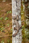 Giant leaf-tailed Gecko - individual 2, Pyreras Reserve, Madagascar A family photo shoot of two indivuduals of Common flat-tail gecko, more often called the Giant leaf-tailed gecko based on its size. These two were taken from their cage in Pyreras Reserve, put on a tree for some photos, and then put back.<br />
<br />
Like all species in the Uroplatus genus, it has a uniquely shaped body to camouflage it by day. Specifics of this species are its size and its fringed skin. A few years earlier we were lucky to observe one hunting at night:<br />
https://www.jungledragon.com/image/34090/giant_leaf-tailed_gecko_on_the_hunt_nosy_mangabe_madagascar.html<br />
When threatened it has a display both threatening and hilarious:<br />
https://en.wikipedia.org/wiki/Common_flat-tail_gecko#/media/File:Giant_Leaf-tailed_Gecko,_Nosy_Mangabe,_Madagascar.jpg<br />
<br />
But really, it should have been named after its incredible eyes, which are 350 times more sensitive to light compared to humans. This species can see in color at night! I don't even know of any electronics that can do that.<br />
<br />
https://www.jungledragon.com/image/85274/giant_leaf-tailed_gecko_pyreras_reserve_madagascar.html<br />
https://www.jungledragon.com/image/85275/giant_leaf-tailed_gecko_-_portrait_pyreras_reserve_madagascar.html<br />
https://www.jungledragon.com/image/85277/giant_leaf-tailed_gecko_-_portrait_2_pyreras_reserve_madagascar.html<br />
https://www.jungledragon.com/image/85278/giant_leaf-tailed_gecko_-_eye_pyreras_reserve_madagascar.html<br />
https://www.jungledragon.com/image/85279/giant_leaf-tailed_gecko_-_eye_macro_pyreras_reserve_madagascar.html<br />
https://www.jungledragon.com/image/85280/giant_leaf-tailed_gecko_-_portrait_3_pyreras_reserve_madagascar.html<br />
https://www.jungledragon.com/image/85281/giant_leaf-tailed_gecko_-_portrait_4_pyreras_reserve_madagascar.html<br />
https://www.jungledragon.com/image/85282/giant_leaf-tailed_gecko_-_portrait_5_pyreras_reserve_madagascar.html<br />
https://www.jungledragon.com/image/85283/giant_leaf-tailed_gecko_-_feet_pyreras_reserve_madagascar.html Africa,Common flat-tail gecko,Geotagged,Madagascar,Madagascar 2019,Pyreras Reserve,Uroplatus fimbriatus,Winter,World