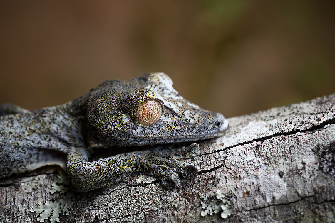 Giant leaf-tailed Gecko - portrait 2, Pyreras Reserve, Madagascar A family photo shoot of two indivuduals of Common flat-tail gecko, more often called the Giant leaf-tailed gecko based on its size. These two were taken from their cage in Pyreras Reserve, put on a tree for some photos, and then put back.<br />
<br />
Like all species in the Uroplatus genus, it has a uniquely shaped body to camouflage it by day. Specifics of this species are its size and its fringed skin. A few years earlier we were lucky to observe one hunting at night:<br />
<figure class="photo"><a href="https://www.jungledragon.com/image/34090/giant_leaf-tailed_gecko_on_the_hunt_nosy_mangabe_madagascar.html" title="Giant Leaf-tailed gecko on the hunt, Nosy Mangabe, Madagascar"><img src="https://s3.amazonaws.com/media.jungledragon.com/images/2/34090_thumb.jpg?AWSAccessKeyId=05GMT0V3GWVNE7GGM1R2&Expires=1763596810&Signature=Cknd6F48ryj7sCl9OHdaONIqa54%3D" width="200" height="174" alt="Giant Leaf-tailed gecko on the hunt, Nosy Mangabe, Madagascar I'm happy with this photo for two reasons. Most importantly, it shows a Giant Leaf-tailed Gecko on the hunt. It's a creature that is beautiful in itself, but you'd typically see it during the day, where it is static. Here you see one high up in the tree, actively moving around.<br />
<br />
The 2nd reason I am happy is because of the technical challenge. The gecko is about 10 meters away, high up in a tree, in complete darkness. It's quite unusual to use a tele lens with flash, but I figured to just go for it. Maximum focal length, maximum flash power, and there you go. I wasn't expecting it to work, but it did. Africa,Geotagged,Giant Leaf-tailed Gecko,Madagascar,Madagascar North,Nosy Mangabe,Spring,Uroplatus fimbriatus,World" /></a></figure><br />
When threatened it has a display both threatening and hilarious:<br />
<a href="https://en.wikipedia.org/wiki/Common_flat-tail_gecko#/media/File:Giant_Leaf-tailed_Gecko,_Nosy_Mangabe,_Madagascar.jpg" rel="nofollow">https://en.wikipedia.org/wiki/Common_flat-tail_gecko#/media/File:Giant_Leaf-tailed_Gecko,_Nosy_Mangabe,_Madagascar.jpg</a><br />
<br />
But really, it should have been named after its incredible eyes, which are 350 times more sensitive to light compared to humans. This species can see in color at night! I don't even know of any electronics that can do that.<br />
<br />
<figure class="photo"><a href="https://www.jungledragon.com/image/85274/giant_leaf-tailed_gecko_pyreras_reserve_madagascar.html" title="Giant leaf-tailed Gecko, Pyreras Reserve, Madagascar"><img src="https://s3.amazonaws.com/media.jungledragon.com/images/2/85274_thumb.jpg?AWSAccessKeyId=05GMT0V3GWVNE7GGM1R2&Expires=1763596810&Signature=3kyMZ3kRMwWtDXCdSd5ZyeeCUlc%3D" width="102" height="152" alt="Giant leaf-tailed Gecko, Pyreras Reserve, Madagascar A family photo shoot of two indivuduals of Common flat-tail gecko, more often called the Giant leaf-tailed gecko based on its size. These two were taken from their cage in Pyreras Reserve, put on a tree for some photos, and then put back.<br />
<br />
Like all species in the Uroplatus genus, it has a uniquely shaped body to camouflage it by day. Specifics of this species are its size and its fringed skin. A few years earlier we were lucky to observe one hunting at night:<br />
https://www.jungledragon.com/image/34090/giant_leaf-tailed_gecko_on_the_hunt_nosy_mangabe_madagascar.html<br />
When threatened it has a display both threatening and hilarious:<br />
https://en.wikipedia.org/wiki/Common_flat-tail_gecko#/media/File:Giant_Leaf-tailed_Gecko,_Nosy_Mangabe,_Madagascar.jpg<br />
<br />
But really, it should have been named after its incredible eyes, which are 350 times more sensitive to light compared to humans. This species can see in color at night! I don't even know of any electronics that can do that.<br />
<br />
https://www.jungledragon.com/image/85275/giant_leaf-tailed_gecko_-_portrait_pyreras_reserve_madagascar.html<br />
https://www.jungledragon.com/image/85276/giant_leaf-tailed_gecko_-_individual_2_pyreras_reserve_madagascar.html<br />
https://www.jungledragon.com/image/85277/giant_leaf-tailed_gecko_-_portrait_2_pyreras_reserve_madagascar.html<br />
https://www.jungledragon.com/image/85278/giant_leaf-tailed_gecko_-_eye_pyreras_reserve_madagascar.html<br />
https://www.jungledragon.com/image/85279/giant_leaf-tailed_gecko_-_eye_macro_pyreras_reserve_madagascar.html<br />
https://www.jungledragon.com/image/85280/giant_leaf-tailed_gecko_-_portrait_3_pyreras_reserve_madagascar.html<br />
https://www.jungledragon.com/image/85281/giant_leaf-tailed_gecko_-_portrait_4_pyreras_reserve_madagascar.html<br />
https://www.jungledragon.com/image/85282/giant_leaf-tailed_gecko_-_portrait_5_pyreras_reserve_madagascar.html<br />
https://www.jungledragon.com/image/85283/giant_leaf-tailed_gecko_-_feet_pyreras_reserve_madagascar.html Africa,Common flat-tail gecko,Madagascar,Madagascar 2019,Pyreras Reserve,Uroplatus fimbriatus,World" /></a></figure><br />
<figure class="photo"><a href="https://www.jungledragon.com/image/85275/giant_leaf-tailed_gecko_-_portrait_pyreras_reserve_madagascar.html" title="Giant leaf-tailed Gecko - portrait, Pyreras Reserve, Madagascar"><img src="https://s3.amazonaws.com/media.jungledragon.com/images/2/85275_thumb.jpg?AWSAccessKeyId=05GMT0V3GWVNE7GGM1R2&Expires=1763596810&Signature=mSycW37E5JJ%2BaJOc6ObrLe9RNcg%3D" width="200" height="180" alt="Giant leaf-tailed Gecko - portrait, Pyreras Reserve, Madagascar A family photo shoot of two indivuduals of Common flat-tail gecko, more often called the Giant leaf-tailed gecko based on its size. These two were taken from their cage in Pyreras Reserve, put on a tree for some photos, and then put back.<br />
<br />
Like all species in the Uroplatus genus, it has a uniquely shaped body to camouflage it by day. Specifics of this species are its size and its fringed skin. A few years earlier we were lucky to observe one hunting at night:<br />
https://www.jungledragon.com/image/34090/giant_leaf-tailed_gecko_on_the_hunt_nosy_mangabe_madagascar.html<br />
When threatened it has a display both threatening and hilarious:<br />
https://en.wikipedia.org/wiki/Common_flat-tail_gecko#/media/File:Giant_Leaf-tailed_Gecko,_Nosy_Mangabe,_Madagascar.jpg<br />
<br />
But really, it should have been named after its incredible eyes, which are 350 times more sensitive to light compared to humans. This species can see in color at night! I don't even know of any electronics that can do that.<br />
<br />
https://www.jungledragon.com/image/85274/giant_leaf-tailed_gecko_pyreras_reserve_madagascar.html<br />
https://www.jungledragon.com/image/85276/giant_leaf-tailed_gecko_-_individual_2_pyreras_reserve_madagascar.html<br />
https://www.jungledragon.com/image/85277/giant_leaf-tailed_gecko_-_portrait_2_pyreras_reserve_madagascar.html<br />
https://www.jungledragon.com/image/85278/giant_leaf-tailed_gecko_-_eye_pyreras_reserve_madagascar.html<br />
https://www.jungledragon.com/image/85279/giant_leaf-tailed_gecko_-_eye_macro_pyreras_reserve_madagascar.html<br />
https://www.jungledragon.com/image/85280/giant_leaf-tailed_gecko_-_portrait_3_pyreras_reserve_madagascar.html<br />
https://www.jungledragon.com/image/85281/giant_leaf-tailed_gecko_-_portrait_4_pyreras_reserve_madagascar.html<br />
https://www.jungledragon.com/image/85282/giant_leaf-tailed_gecko_-_portrait_5_pyreras_reserve_madagascar.html<br />
https://www.jungledragon.com/image/85283/giant_leaf-tailed_gecko_-_feet_pyreras_reserve_madagascar.html Africa,Common flat-tail gecko,Geotagged,Madagascar,Madagascar 2019,Pyreras Reserve,Uroplatus fimbriatus,Winter,World" /></a></figure><br />
<figure class="photo"><a href="https://www.jungledragon.com/image/85276/giant_leaf-tailed_gecko_-_individual_2_pyreras_reserve_madagascar.html" title="Giant leaf-tailed Gecko - individual 2, Pyreras Reserve, Madagascar"><img src="https://s3.amazonaws.com/media.jungledragon.com/images/2/85276_thumb.jpg?AWSAccessKeyId=05GMT0V3GWVNE7GGM1R2&Expires=1763596810&Signature=kWpSjZYvX%2B7tig%2F%2B35ZIsKDvyWI%3D" width="102" height="152" alt="Giant leaf-tailed Gecko - individual 2, Pyreras Reserve, Madagascar A family photo shoot of two indivuduals of Common flat-tail gecko, more often called the Giant leaf-tailed gecko based on its size. These two were taken from their cage in Pyreras Reserve, put on a tree for some photos, and then put back.<br />
<br />
Like all species in the Uroplatus genus, it has a uniquely shaped body to camouflage it by day. Specifics of this species are its size and its fringed skin. A few years earlier we were lucky to observe one hunting at night:<br />
https://www.jungledragon.com/image/34090/giant_leaf-tailed_gecko_on_the_hunt_nosy_mangabe_madagascar.html<br />
When threatened it has a display both threatening and hilarious:<br />
https://en.wikipedia.org/wiki/Common_flat-tail_gecko#/media/File:Giant_Leaf-tailed_Gecko,_Nosy_Mangabe,_Madagascar.jpg<br />
<br />
But really, it should have been named after its incredible eyes, which are 350 times more sensitive to light compared to humans. This species can see in color at night! I don't even know of any electronics that can do that.<br />
<br />
https://www.jungledragon.com/image/85274/giant_leaf-tailed_gecko_pyreras_reserve_madagascar.html<br />
https://www.jungledragon.com/image/85275/giant_leaf-tailed_gecko_-_portrait_pyreras_reserve_madagascar.html<br />
https://www.jungledragon.com/image/85277/giant_leaf-tailed_gecko_-_portrait_2_pyreras_reserve_madagascar.html<br />
https://www.jungledragon.com/image/85278/giant_leaf-tailed_gecko_-_eye_pyreras_reserve_madagascar.html<br />
https://www.jungledragon.com/image/85279/giant_leaf-tailed_gecko_-_eye_macro_pyreras_reserve_madagascar.html<br />
https://www.jungledragon.com/image/85280/giant_leaf-tailed_gecko_-_portrait_3_pyreras_reserve_madagascar.html<br />
https://www.jungledragon.com/image/85281/giant_leaf-tailed_gecko_-_portrait_4_pyreras_reserve_madagascar.html<br />
https://www.jungledragon.com/image/85282/giant_leaf-tailed_gecko_-_portrait_5_pyreras_reserve_madagascar.html<br />
https://www.jungledragon.com/image/85283/giant_leaf-tailed_gecko_-_feet_pyreras_reserve_madagascar.html Africa,Common flat-tail gecko,Geotagged,Madagascar,Madagascar 2019,Pyreras Reserve,Uroplatus fimbriatus,Winter,World" /></a></figure><br />
<figure class="photo"><a href="https://www.jungledragon.com/image/85278/giant_leaf-tailed_gecko_-_eye_pyreras_reserve_madagascar.html" title="Giant leaf-tailed Gecko - eye, Pyreras Reserve, Madagascar"><img src="https://s3.amazonaws.com/media.jungledragon.com/images/2/85278_thumb.jpg?AWSAccessKeyId=05GMT0V3GWVNE7GGM1R2&Expires=1763596810&Signature=JO8a8FMYmufSFI%2FJQ%2BgoI0Fmqjs%3D" width="200" height="168" alt="Giant leaf-tailed Gecko - eye, Pyreras Reserve, Madagascar A family photo shoot of two indivuduals of Common flat-tail gecko, more often called the Giant leaf-tailed gecko based on its size. These two were taken from their cage in Pyreras Reserve, put on a tree for some photos, and then put back.<br />
<br />
Like all species in the Uroplatus genus, it has a uniquely shaped body to camouflage it by day. Specifics of this species are its size and its fringed skin. A few years earlier we were lucky to observe one hunting at night:<br />
https://www.jungledragon.com/image/34090/giant_leaf-tailed_gecko_on_the_hunt_nosy_mangabe_madagascar.html<br />
When threatened it has a display both threatening and hilarious:<br />
https://en.wikipedia.org/wiki/Common_flat-tail_gecko#/media/File:Giant_Leaf-tailed_Gecko,_Nosy_Mangabe,_Madagascar.jpg<br />
<br />
But really, it should have been named after its incredible eyes, which are 350 times more sensitive to light compared to humans. This species can see in color at night! I don't even know of any electronics that can do that.<br />
<br />
https://www.jungledragon.com/image/85274/giant_leaf-tailed_gecko_pyreras_reserve_madagascar.html<br />
https://www.jungledragon.com/image/85275/giant_leaf-tailed_gecko_-_portrait_pyreras_reserve_madagascar.html<br />
https://www.jungledragon.com/image/85276/giant_leaf-tailed_gecko_-_individual_2_pyreras_reserve_madagascar.html<br />
https://www.jungledragon.com/image/85277/giant_leaf-tailed_gecko_-_portrait_2_pyreras_reserve_madagascar.html<br />
https://www.jungledragon.com/image/85279/giant_leaf-tailed_gecko_-_eye_macro_pyreras_reserve_madagascar.html<br />
https://www.jungledragon.com/image/85280/giant_leaf-tailed_gecko_-_portrait_3_pyreras_reserve_madagascar.html<br />
https://www.jungledragon.com/image/85281/giant_leaf-tailed_gecko_-_portrait_4_pyreras_reserve_madagascar.html<br />
https://www.jungledragon.com/image/85282/giant_leaf-tailed_gecko_-_portrait_5_pyreras_reserve_madagascar.html<br />
https://www.jungledragon.com/image/85283/giant_leaf-tailed_gecko_-_feet_pyreras_reserve_madagascar.html Africa,Common flat-tail gecko,Geotagged,Madagascar,Madagascar 2019,Pyreras Reserve,Uroplatus fimbriatus,Winter,World" /></a></figure><br />
<figure class="photo"><a href="https://www.jungledragon.com/image/85279/giant_leaf-tailed_gecko_-_eye_macro_pyreras_reserve_madagascar.html" title="Giant leaf-tailed Gecko - eye macro, Pyreras Reserve, Madagascar"><img src="https://s3.amazonaws.com/media.jungledragon.com/images/2/85279_thumb.jpg?AWSAccessKeyId=05GMT0V3GWVNE7GGM1R2&Expires=1763596810&Signature=lmJw9K0SeANf%2Fdsixfl1Ts9nopI%3D" width="200" height="140" alt="Giant leaf-tailed Gecko - eye macro, Pyreras Reserve, Madagascar A family photo shoot of two indivuduals of Common flat-tail gecko, more often called the Giant leaf-tailed gecko based on its size. These two were taken from their cage in Pyreras Reserve, put on a tree for some photos, and then put back.<br />
<br />
Like all species in the Uroplatus genus, it has a uniquely shaped body to camouflage it by day. Specifics of this species are its size and its fringed skin. A few years earlier we were lucky to observe one hunting at night:<br />
https://www.jungledragon.com/image/34090/giant_leaf-tailed_gecko_on_the_hunt_nosy_mangabe_madagascar.html<br />
When threatened it has a display both threatening and hilarious:<br />
https://en.wikipedia.org/wiki/Common_flat-tail_gecko#/media/File:Giant_Leaf-tailed_Gecko,_Nosy_Mangabe,_Madagascar.jpg<br />
<br />
But really, it should have been named after its incredible eyes, which are 350 times more sensitive to light compared to humans. This species can see in color at night! I don't even know of any electronics that can do that.<br />
<br />
https://www.jungledragon.com/image/85274/giant_leaf-tailed_gecko_pyreras_reserve_madagascar.html<br />
https://www.jungledragon.com/image/85275/giant_leaf-tailed_gecko_-_portrait_pyreras_reserve_madagascar.html<br />
https://www.jungledragon.com/image/85276/giant_leaf-tailed_gecko_-_individual_2_pyreras_reserve_madagascar.html<br />
https://www.jungledragon.com/image/85277/giant_leaf-tailed_gecko_-_portrait_2_pyreras_reserve_madagascar.html<br />
https://www.jungledragon.com/image/85278/giant_leaf-tailed_gecko_-_eye_pyreras_reserve_madagascar.html<br />
https://www.jungledragon.com/image/85280/giant_leaf-tailed_gecko_-_portrait_3_pyreras_reserve_madagascar.html<br />
https://www.jungledragon.com/image/85281/giant_leaf-tailed_gecko_-_portrait_4_pyreras_reserve_madagascar.html<br />
https://www.jungledragon.com/image/85282/giant_leaf-tailed_gecko_-_portrait_5_pyreras_reserve_madagascar.html<br />
https://www.jungledragon.com/image/85283/giant_leaf-tailed_gecko_-_feet_pyreras_reserve_madagascar.html Africa,Common flat-tail gecko,Geotagged,Madagascar,Madagascar 2019,Pyreras Reserve,Uroplatus fimbriatus,Winter,World" /></a></figure><br />
<figure class="photo"><a href="https://www.jungledragon.com/image/85280/giant_leaf-tailed_gecko_-_portrait_3_pyreras_reserve_madagascar.html" title="Giant leaf-tailed Gecko - portrait 3, Pyreras Reserve, Madagascar"><img src="https://s3.amazonaws.com/media.jungledragon.com/images/2/85280_thumb.jpg?AWSAccessKeyId=05GMT0V3GWVNE7GGM1R2&Expires=1763596810&Signature=SR4qWSKt1LyrNUz1oxEO%2FA30eCo%3D" width="200" height="134" alt="Giant leaf-tailed Gecko - portrait 3, Pyreras Reserve, Madagascar A family photo shoot of two indivuduals of Common flat-tail gecko, more often called the Giant leaf-tailed gecko based on its size. These two were taken from their cage in Pyreras Reserve, put on a tree for some photos, and then put back.<br />
<br />
Like all species in the Uroplatus genus, it has a uniquely shaped body to camouflage it by day. Specifics of this species are its size and its fringed skin. A few years earlier we were lucky to observe one hunting at night:<br />
https://www.jungledragon.com/image/34090/giant_leaf-tailed_gecko_on_the_hunt_nosy_mangabe_madagascar.html<br />
When threatened it has a display both threatening and hilarious:<br />
https://en.wikipedia.org/wiki/Common_flat-tail_gecko#/media/File:Giant_Leaf-tailed_Gecko,_Nosy_Mangabe,_Madagascar.jpg<br />
<br />
But really, it should have been named after its incredible eyes, which are 350 times more sensitive to light compared to humans. This species can see in color at night! I don't even know of any electronics that can do that.<br />
<br />
https://www.jungledragon.com/image/85274/giant_leaf-tailed_gecko_pyreras_reserve_madagascar.html<br />
https://www.jungledragon.com/image/85275/giant_leaf-tailed_gecko_-_portrait_pyreras_reserve_madagascar.html<br />
https://www.jungledragon.com/image/85276/giant_leaf-tailed_gecko_-_individual_2_pyreras_reserve_madagascar.html<br />
https://www.jungledragon.com/image/85277/giant_leaf-tailed_gecko_-_portrait_2_pyreras_reserve_madagascar.html<br />
https://www.jungledragon.com/image/85278/giant_leaf-tailed_gecko_-_eye_pyreras_reserve_madagascar.html<br />
https://www.jungledragon.com/image/85279/giant_leaf-tailed_gecko_-_eye_macro_pyreras_reserve_madagascar.html<br />
https://www.jungledragon.com/image/85281/giant_leaf-tailed_gecko_-_portrait_4_pyreras_reserve_madagascar.html<br />
https://www.jungledragon.com/image/85282/giant_leaf-tailed_gecko_-_portrait_5_pyreras_reserve_madagascar.html<br />
https://www.jungledragon.com/image/85283/giant_leaf-tailed_gecko_-_feet_pyreras_reserve_madagascar.html Africa,Common flat-tail gecko,Geotagged,Madagascar,Madagascar 2019,Pyreras Reserve,Uroplatus fimbriatus,Winter,World" /></a></figure><br />
<figure class="photo"><a href="https://www.jungledragon.com/image/85281/giant_leaf-tailed_gecko_-_portrait_4_pyreras_reserve_madagascar.html" title="Giant leaf-tailed Gecko - portrait 4, Pyreras Reserve, Madagascar"><img src="https://s3.amazonaws.com/media.jungledragon.com/images/2/85281_thumb.jpg?AWSAccessKeyId=05GMT0V3GWVNE7GGM1R2&Expires=1763596810&Signature=tqo3ObtmH%2FS3uhbOPA3gT6hUZ68%3D" width="200" height="184" alt="Giant leaf-tailed Gecko - portrait 4, Pyreras Reserve, Madagascar A family photo shoot of two indivuduals of Common flat-tail gecko, more often called the Giant leaf-tailed gecko based on its size. These two were taken from their cage in Pyreras Reserve, put on a tree for some photos, and then put back.<br />
<br />
Like all species in the Uroplatus genus, it has a uniquely shaped body to camouflage it by day. Specifics of this species are its size and its fringed skin. A few years earlier we were lucky to observe one hunting at night:<br />
https://www.jungledragon.com/image/34090/giant_leaf-tailed_gecko_on_the_hunt_nosy_mangabe_madagascar.html<br />
When threatened it has a display both threatening and hilarious:<br />
https://en.wikipedia.org/wiki/Common_flat-tail_gecko#/media/File:Giant_Leaf-tailed_Gecko,_Nosy_Mangabe,_Madagascar.jpg<br />
<br />
But really, it should have been named after its incredible eyes, which are 350 times more sensitive to light compared to humans. This species can see in color at night! I don't even know of any electronics that can do that.<br />
<br />
https://www.jungledragon.com/image/85274/giant_leaf-tailed_gecko_pyreras_reserve_madagascar.html<br />
https://www.jungledragon.com/image/85275/giant_leaf-tailed_gecko_-_portrait_pyreras_reserve_madagascar.html<br />
https://www.jungledragon.com/image/85276/giant_leaf-tailed_gecko_-_individual_2_pyreras_reserve_madagascar.html<br />
https://www.jungledragon.com/image/85277/giant_leaf-tailed_gecko_-_portrait_2_pyreras_reserve_madagascar.html<br />
https://www.jungledragon.com/image/85278/giant_leaf-tailed_gecko_-_eye_pyreras_reserve_madagascar.html<br />
https://www.jungledragon.com/image/85279/giant_leaf-tailed_gecko_-_eye_macro_pyreras_reserve_madagascar.html<br />
https://www.jungledragon.com/image/85280/giant_leaf-tailed_gecko_-_portrait_3_pyreras_reserve_madagascar.html<br />
https://www.jungledragon.com/image/85282/giant_leaf-tailed_gecko_-_portrait_5_pyreras_reserve_madagascar.html<br />
https://www.jungledragon.com/image/85283/giant_leaf-tailed_gecko_-_feet_pyreras_reserve_madagascar.html Africa,Common flat-tail gecko,Geotagged,Madagascar,Madagascar 2019,Pyreras Reserve,Uroplatus fimbriatus,Winter,World" /></a></figure><br />
<figure class="photo"><a href="https://www.jungledragon.com/image/85282/giant_leaf-tailed_gecko_-_portrait_5_pyreras_reserve_madagascar.html" title="Giant leaf-tailed Gecko - portrait 5, Pyreras Reserve, Madagascar"><img src="https://s3.amazonaws.com/media.jungledragon.com/images/2/85282_thumb.jpg?AWSAccessKeyId=05GMT0V3GWVNE7GGM1R2&Expires=1763596810&Signature=Gfr52kerHWqAaXtTrEnBORTKjkI%3D" width="102" height="152" alt="Giant leaf-tailed Gecko - portrait 5, Pyreras Reserve, Madagascar A family photo shoot of two indivuduals of Common flat-tail gecko, more often called the Giant leaf-tailed gecko based on its size. These two were taken from their cage in Pyreras Reserve, put on a tree for some photos, and then put back.<br />
<br />
Like all species in the Uroplatus genus, it has a uniquely shaped body to camouflage it by day. Specifics of this species are its size and its fringed skin. A few years earlier we were lucky to observe one hunting at night:<br />
https://www.jungledragon.com/image/34090/giant_leaf-tailed_gecko_on_the_hunt_nosy_mangabe_madagascar.html<br />
When threatened it has a display both threatening and hilarious:<br />
https://en.wikipedia.org/wiki/Common_flat-tail_gecko#/media/File:Giant_Leaf-tailed_Gecko,_Nosy_Mangabe,_Madagascar.jpg<br />
<br />
But really, it should have been named after its incredible eyes, which are 350 times more sensitive to light compared to humans. This species can see in color at night! I don't even know of any electronics that can do that.<br />
<br />
https://www.jungledragon.com/image/85274/giant_leaf-tailed_gecko_pyreras_reserve_madagascar.html<br />
https://www.jungledragon.com/image/85275/giant_leaf-tailed_gecko_-_portrait_pyreras_reserve_madagascar.html<br />
https://www.jungledragon.com/image/85276/giant_leaf-tailed_gecko_-_individual_2_pyreras_reserve_madagascar.html<br />
https://www.jungledragon.com/image/85277/giant_leaf-tailed_gecko_-_portrait_2_pyreras_reserve_madagascar.html<br />
https://www.jungledragon.com/image/85278/giant_leaf-tailed_gecko_-_eye_pyreras_reserve_madagascar.html<br />
https://www.jungledragon.com/image/85279/giant_leaf-tailed_gecko_-_eye_macro_pyreras_reserve_madagascar.html<br />
https://www.jungledragon.com/image/85280/giant_leaf-tailed_gecko_-_portrait_3_pyreras_reserve_madagascar.html<br />
https://www.jungledragon.com/image/85281/giant_leaf-tailed_gecko_-_portrait_4_pyreras_reserve_madagascar.html<br />
https://www.jungledragon.com/image/85283/giant_leaf-tailed_gecko_-_feet_pyreras_reserve_madagascar.html Africa,Common flat-tail gecko,Geotagged,Madagascar,Madagascar 2019,Pyreras Reserve,Uroplatus fimbriatus,Winter,World" /></a></figure><br />
<figure class="photo"><a href="https://www.jungledragon.com/image/85283/giant_leaf-tailed_gecko_-_feet_pyreras_reserve_madagascar.html" title="Giant leaf-tailed Gecko - feet, Pyreras Reserve, Madagascar"><img src="https://s3.amazonaws.com/media.jungledragon.com/images/2/85283_thumb.jpg?AWSAccessKeyId=05GMT0V3GWVNE7GGM1R2&Expires=1763596810&Signature=J9Ce32G3lQ%2FidEQhqX1LV2iGXo8%3D" width="200" height="134" alt="Giant leaf-tailed Gecko - feet, Pyreras Reserve, Madagascar A family photo shoot of two indivuduals of Common flat-tail gecko, more often called the Giant leaf-tailed gecko based on its size. These two were taken from their cage in Pyreras Reserve, put on a tree for some photos, and then put back.<br />
<br />
Like all species in the Uroplatus genus, it has a uniquely shaped body to camouflage it by day. Specifics of this species are its size and its fringed skin. A few years earlier we were lucky to observe one hunting at night:<br />
https://www.jungledragon.com/image/34090/giant_leaf-tailed_gecko_on_the_hunt_nosy_mangabe_madagascar.html<br />
When threatened it has a display both threatening and hilarious:<br />
https://en.wikipedia.org/wiki/Common_flat-tail_gecko#/media/File:Giant_Leaf-tailed_Gecko,_Nosy_Mangabe,_Madagascar.jpg<br />
<br />
But really, it should have been named after its incredible eyes, which are 350 times more sensitive to light compared to humans. This species can see in color at night! I don't even know of any electronics that can do that.<br />
<br />
https://www.jungledragon.com/image/85274/giant_leaf-tailed_gecko_pyreras_reserve_madagascar.html<br />
https://www.jungledragon.com/image/85275/giant_leaf-tailed_gecko_-_portrait_pyreras_reserve_madagascar.html<br />
https://www.jungledragon.com/image/85276/giant_leaf-tailed_gecko_-_individual_2_pyreras_reserve_madagascar.html<br />
https://www.jungledragon.com/image/85277/giant_leaf-tailed_gecko_-_portrait_2_pyreras_reserve_madagascar.html<br />
https://www.jungledragon.com/image/85278/giant_leaf-tailed_gecko_-_eye_pyreras_reserve_madagascar.html<br />
https://www.jungledragon.com/image/85279/giant_leaf-tailed_gecko_-_eye_macro_pyreras_reserve_madagascar.html<br />
https://www.jungledragon.com/image/85280/giant_leaf-tailed_gecko_-_portrait_3_pyreras_reserve_madagascar.html<br />
https://www.jungledragon.com/image/85281/giant_leaf-tailed_gecko_-_portrait_4_pyreras_reserve_madagascar.html<br />
https://www.jungledragon.com/image/85282/giant_leaf-tailed_gecko_-_portrait_5_pyreras_reserve_madagascar.html Africa,Common flat-tail gecko,Geotagged,Madagascar,Madagascar 2019,Pyreras Reserve,Uroplatus fimbriatus,Winter,World" /></a></figure> Africa,Common flat-tail gecko,Geotagged,Madagascar,Madagascar 2019,Pyreras Reserve,Uroplatus fimbriatus,Winter,World