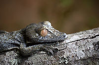 Giant leaf-tailed Gecko - portrait 2, Pyreras Reserve, Madagascar A family photo shoot of two indivuduals of Common flat-tail gecko, more often called the Giant leaf-tailed gecko based on its size. These two were taken from their cage in Pyreras Reserve, put on a tree for some photos, and then put back.<br />
<br />
Like all species in the Uroplatus genus, it has a uniquely shaped body to camouflage it by day. Specifics of this species are its size and its fringed skin. A few years earlier we were lucky to observe one hunting at night:<br />
https://www.jungledragon.com/image/34090/giant_leaf-tailed_gecko_on_the_hunt_nosy_mangabe_madagascar.html<br />
When threatened it has a display both threatening and hilarious:<br />
https://en.wikipedia.org/wiki/Common_flat-tail_gecko#/media/File:Giant_Leaf-tailed_Gecko,_Nosy_Mangabe,_Madagascar.jpg<br />
<br />
But really, it should have been named after its incredible eyes, which are 350 times more sensitive to light compared to humans. This species can see in color at night! I don't even know of any electronics that can do that.<br />
<br />
https://www.jungledragon.com/image/85274/giant_leaf-tailed_gecko_pyreras_reserve_madagascar.html<br />
https://www.jungledragon.com/image/85275/giant_leaf-tailed_gecko_-_portrait_pyreras_reserve_madagascar.html<br />
https://www.jungledragon.com/image/85276/giant_leaf-tailed_gecko_-_individual_2_pyreras_reserve_madagascar.html<br />
https://www.jungledragon.com/image/85278/giant_leaf-tailed_gecko_-_eye_pyreras_reserve_madagascar.html<br />
https://www.jungledragon.com/image/85279/giant_leaf-tailed_gecko_-_eye_macro_pyreras_reserve_madagascar.html<br />
https://www.jungledragon.com/image/85280/giant_leaf-tailed_gecko_-_portrait_3_pyreras_reserve_madagascar.html<br />
https://www.jungledragon.com/image/85281/giant_leaf-tailed_gecko_-_portrait_4_pyreras_reserve_madagascar.html<br />
https://www.jungledragon.com/image/85282/giant_leaf-tailed_gecko_-_portrait_5_pyreras_reserve_madagascar.html<br />
https://www.jungledragon.com/image/85283/giant_leaf-tailed_gecko_-_feet_pyreras_reserve_madagascar.html Africa,Common flat-tail gecko,Geotagged,Madagascar,Madagascar 2019,Pyreras Reserve,Uroplatus fimbriatus,Winter,World