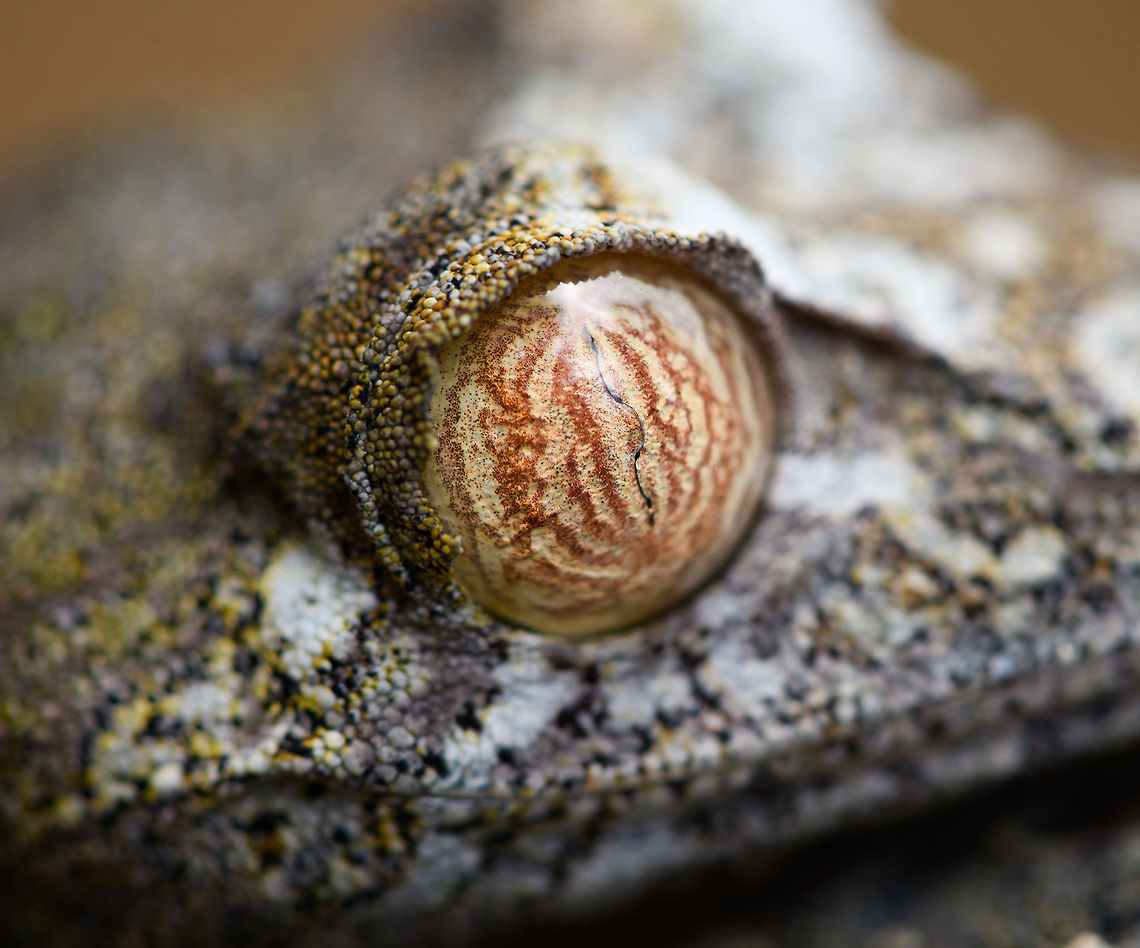 Giant leaf-tailed Gecko - eye, Pyreras Reserve, Madagascar A family photo shoot of two indivuduals of Common flat-tail gecko, more often called the Giant leaf-tailed gecko based on its size. These two were taken from their cage in Pyreras Reserve, put on a tree for some photos, and then put back.<br />
<br />
Like all species in the Uroplatus genus, it has a uniquely shaped body to camouflage it by day. Specifics of this species are its size and its fringed skin. A few years earlier we were lucky to observe one hunting at night:<br />
<figure class="photo"><a href="https://www.jungledragon.com/image/34090/giant_leaf-tailed_gecko_on_the_hunt_nosy_mangabe_madagascar.html" title="Giant Leaf-tailed gecko on the hunt, Nosy Mangabe, Madagascar"><img src="https://s3.amazonaws.com/media.jungledragon.com/images/2/34090_thumb.jpg?AWSAccessKeyId=05GMT0V3GWVNE7GGM1R2&Expires=1767225610&Signature=B4TMhaJr49jTDDqs7EQ5Sgk37yo%3D" width="200" height="174" alt="Giant Leaf-tailed gecko on the hunt, Nosy Mangabe, Madagascar I&#039;m happy with this photo for two reasons. Most importantly, it shows a Giant Leaf-tailed Gecko on the hunt. It&#039;s a creature that is beautiful in itself, but you&#039;d typically see it during the day, where it is static. Here you see one high up in the tree, actively moving around.<br />
<br />
The 2nd reason I am happy is because of the technical challenge. The gecko is about 10 meters away, high up in a tree, in complete darkness. It&#039;s quite unusual to use a tele lens with flash, but I figured to just go for it. Maximum focal length, maximum flash power, and there you go. I wasn&#039;t expecting it to work, but it did. Africa,Geotagged,Giant Leaf-tailed Gecko,Madagascar,Madagascar North,Nosy Mangabe,Spring,Uroplatus fimbriatus,World" /></a></figure><br />
When threatened it has a display both threatening and hilarious:<br />
<a href="https://en.wikipedia.org/wiki/Common_flat-tail_gecko#/media/File:Giant_Leaf-tailed_Gecko,_Nosy_Mangabe,_Madagascar.jpg" rel="nofollow">https://en.wikipedia.org/wiki/Common_flat-tail_gecko#/media/File:Giant_Leaf-tailed_Gecko,_Nosy_Mangabe,_Madagascar.jpg</a><br />
<br />
But really, it should have been named after its incredible eyes, which are 350 times more sensitive to light compared to humans. This species can see in color at night! I don&#039;t even know of any electronics that can do that.<br />
<br />
<figure class="photo"><a href="https://www.jungledragon.com/image/85274/giant_leaf-tailed_gecko_pyreras_reserve_madagascar.html" title="Giant leaf-tailed Gecko, Pyreras Reserve, Madagascar"><img src="https://s3.amazonaws.com/media.jungledragon.com/images/2/85274_thumb.jpg?AWSAccessKeyId=05GMT0V3GWVNE7GGM1R2&Expires=1767225610&Signature=T68Eo%2FXdTN5OMZMWtuB6UfTbdFI%3D" width="102" height="152" alt="Giant leaf-tailed Gecko, Pyreras Reserve, Madagascar A family photo shoot of two indivuduals of Common flat-tail gecko, more often called the Giant leaf-tailed gecko based on its size. These two were taken from their cage in Pyreras Reserve, put on a tree for some photos, and then put back.<br />
<br />
Like all species in the Uroplatus genus, it has a uniquely shaped body to camouflage it by day. Specifics of this species are its size and its fringed skin. A few years earlier we were lucky to observe one hunting at night:<br />
https://www.jungledragon.com/image/34090/giant_leaf-tailed_gecko_on_the_hunt_nosy_mangabe_madagascar.html<br />
When threatened it has a display both threatening and hilarious:<br />
https://en.wikipedia.org/wiki/Common_flat-tail_gecko#/media/File:Giant_Leaf-tailed_Gecko,_Nosy_Mangabe,_Madagascar.jpg<br />
<br />
But really, it should have been named after its incredible eyes, which are 350 times more sensitive to light compared to humans. This species can see in color at night! I don&#039;t even know of any electronics that can do that.<br />
<br />
https://www.jungledragon.com/image/85275/giant_leaf-tailed_gecko_-_portrait_pyreras_reserve_madagascar.html<br />
https://www.jungledragon.com/image/85276/giant_leaf-tailed_gecko_-_individual_2_pyreras_reserve_madagascar.html<br />
https://www.jungledragon.com/image/85277/giant_leaf-tailed_gecko_-_portrait_2_pyreras_reserve_madagascar.html<br />
https://www.jungledragon.com/image/85278/giant_leaf-tailed_gecko_-_eye_pyreras_reserve_madagascar.html<br />
https://www.jungledragon.com/image/85279/giant_leaf-tailed_gecko_-_eye_macro_pyreras_reserve_madagascar.html<br />
https://www.jungledragon.com/image/85280/giant_leaf-tailed_gecko_-_portrait_3_pyreras_reserve_madagascar.html<br />
https://www.jungledragon.com/image/85281/giant_leaf-tailed_gecko_-_portrait_4_pyreras_reserve_madagascar.html<br />
https://www.jungledragon.com/image/85282/giant_leaf-tailed_gecko_-_portrait_5_pyreras_reserve_madagascar.html<br />
https://www.jungledragon.com/image/85283/giant_leaf-tailed_gecko_-_feet_pyreras_reserve_madagascar.html Africa,Common flat-tail gecko,Madagascar,Madagascar 2019,Pyreras Reserve,Uroplatus fimbriatus,World" /></a></figure><br />
<figure class="photo"><a href="https://www.jungledragon.com/image/85275/giant_leaf-tailed_gecko_-_portrait_pyreras_reserve_madagascar.html" title="Giant leaf-tailed Gecko - portrait, Pyreras Reserve, Madagascar"><img src="https://s3.amazonaws.com/media.jungledragon.com/images/2/85275_thumb.jpg?AWSAccessKeyId=05GMT0V3GWVNE7GGM1R2&Expires=1767225610&Signature=LRVIAQ%2F%2FC%2BhpzsTSPYWJ6vJJcvQ%3D" width="200" height="180" alt="Giant leaf-tailed Gecko - portrait, Pyreras Reserve, Madagascar A family photo shoot of two indivuduals of Common flat-tail gecko, more often called the Giant leaf-tailed gecko based on its size. These two were taken from their cage in Pyreras Reserve, put on a tree for some photos, and then put back.<br />
<br />
Like all species in the Uroplatus genus, it has a uniquely shaped body to camouflage it by day. Specifics of this species are its size and its fringed skin. A few years earlier we were lucky to observe one hunting at night:<br />
https://www.jungledragon.com/image/34090/giant_leaf-tailed_gecko_on_the_hunt_nosy_mangabe_madagascar.html<br />
When threatened it has a display both threatening and hilarious:<br />
https://en.wikipedia.org/wiki/Common_flat-tail_gecko#/media/File:Giant_Leaf-tailed_Gecko,_Nosy_Mangabe,_Madagascar.jpg<br />
<br />
But really, it should have been named after its incredible eyes, which are 350 times more sensitive to light compared to humans. This species can see in color at night! I don&#039;t even know of any electronics that can do that.<br />
<br />
https://www.jungledragon.com/image/85274/giant_leaf-tailed_gecko_pyreras_reserve_madagascar.html<br />
https://www.jungledragon.com/image/85276/giant_leaf-tailed_gecko_-_individual_2_pyreras_reserve_madagascar.html<br />
https://www.jungledragon.com/image/85277/giant_leaf-tailed_gecko_-_portrait_2_pyreras_reserve_madagascar.html<br />
https://www.jungledragon.com/image/85278/giant_leaf-tailed_gecko_-_eye_pyreras_reserve_madagascar.html<br />
https://www.jungledragon.com/image/85279/giant_leaf-tailed_gecko_-_eye_macro_pyreras_reserve_madagascar.html<br />
https://www.jungledragon.com/image/85280/giant_leaf-tailed_gecko_-_portrait_3_pyreras_reserve_madagascar.html<br />
https://www.jungledragon.com/image/85281/giant_leaf-tailed_gecko_-_portrait_4_pyreras_reserve_madagascar.html<br />
https://www.jungledragon.com/image/85282/giant_leaf-tailed_gecko_-_portrait_5_pyreras_reserve_madagascar.html<br />
https://www.jungledragon.com/image/85283/giant_leaf-tailed_gecko_-_feet_pyreras_reserve_madagascar.html Africa,Common flat-tail gecko,Geotagged,Madagascar,Madagascar 2019,Pyreras Reserve,Uroplatus fimbriatus,Winter,World" /></a></figure><br />
<figure class="photo"><a href="https://www.jungledragon.com/image/85276/giant_leaf-tailed_gecko_-_individual_2_pyreras_reserve_madagascar.html" title="Giant leaf-tailed Gecko - individual 2, Pyreras Reserve, Madagascar"><img src="https://s3.amazonaws.com/media.jungledragon.com/images/2/85276_thumb.jpg?AWSAccessKeyId=05GMT0V3GWVNE7GGM1R2&Expires=1767225610&Signature=FKNk3Q%2FXpVn6%2BYYkz11kUyymxbM%3D" width="102" height="152" alt="Giant leaf-tailed Gecko - individual 2, Pyreras Reserve, Madagascar A family photo shoot of two indivuduals of Common flat-tail gecko, more often called the Giant leaf-tailed gecko based on its size. These two were taken from their cage in Pyreras Reserve, put on a tree for some photos, and then put back.<br />
<br />
Like all species in the Uroplatus genus, it has a uniquely shaped body to camouflage it by day. Specifics of this species are its size and its fringed skin. A few years earlier we were lucky to observe one hunting at night:<br />
https://www.jungledragon.com/image/34090/giant_leaf-tailed_gecko_on_the_hunt_nosy_mangabe_madagascar.html<br />
When threatened it has a display both threatening and hilarious:<br />
https://en.wikipedia.org/wiki/Common_flat-tail_gecko#/media/File:Giant_Leaf-tailed_Gecko,_Nosy_Mangabe,_Madagascar.jpg<br />
<br />
But really, it should have been named after its incredible eyes, which are 350 times more sensitive to light compared to humans. This species can see in color at night! I don&#039;t even know of any electronics that can do that.<br />
<br />
https://www.jungledragon.com/image/85274/giant_leaf-tailed_gecko_pyreras_reserve_madagascar.html<br />
https://www.jungledragon.com/image/85275/giant_leaf-tailed_gecko_-_portrait_pyreras_reserve_madagascar.html<br />
https://www.jungledragon.com/image/85277/giant_leaf-tailed_gecko_-_portrait_2_pyreras_reserve_madagascar.html<br />
https://www.jungledragon.com/image/85278/giant_leaf-tailed_gecko_-_eye_pyreras_reserve_madagascar.html<br />
https://www.jungledragon.com/image/85279/giant_leaf-tailed_gecko_-_eye_macro_pyreras_reserve_madagascar.html<br />
https://www.jungledragon.com/image/85280/giant_leaf-tailed_gecko_-_portrait_3_pyreras_reserve_madagascar.html<br />
https://www.jungledragon.com/image/85281/giant_leaf-tailed_gecko_-_portrait_4_pyreras_reserve_madagascar.html<br />
https://www.jungledragon.com/image/85282/giant_leaf-tailed_gecko_-_portrait_5_pyreras_reserve_madagascar.html<br />
https://www.jungledragon.com/image/85283/giant_leaf-tailed_gecko_-_feet_pyreras_reserve_madagascar.html Africa,Common flat-tail gecko,Geotagged,Madagascar,Madagascar 2019,Pyreras Reserve,Uroplatus fimbriatus,Winter,World" /></a></figure><br />
<figure class="photo"><a href="https://www.jungledragon.com/image/85277/giant_leaf-tailed_gecko_-_portrait_2_pyreras_reserve_madagascar.html" title="Giant leaf-tailed Gecko - portrait 2, Pyreras Reserve, Madagascar"><img src="https://s3.amazonaws.com/media.jungledragon.com/images/2/85277_thumb.jpg?AWSAccessKeyId=05GMT0V3GWVNE7GGM1R2&Expires=1767225610&Signature=h5iTLXUAklwKBXSrpfAyfTujHIM%3D" width="200" height="134" alt="Giant leaf-tailed Gecko - portrait 2, Pyreras Reserve, Madagascar A family photo shoot of two indivuduals of Common flat-tail gecko, more often called the Giant leaf-tailed gecko based on its size. These two were taken from their cage in Pyreras Reserve, put on a tree for some photos, and then put back.<br />
<br />
Like all species in the Uroplatus genus, it has a uniquely shaped body to camouflage it by day. Specifics of this species are its size and its fringed skin. A few years earlier we were lucky to observe one hunting at night:<br />
https://www.jungledragon.com/image/34090/giant_leaf-tailed_gecko_on_the_hunt_nosy_mangabe_madagascar.html<br />
When threatened it has a display both threatening and hilarious:<br />
https://en.wikipedia.org/wiki/Common_flat-tail_gecko#/media/File:Giant_Leaf-tailed_Gecko,_Nosy_Mangabe,_Madagascar.jpg<br />
<br />
But really, it should have been named after its incredible eyes, which are 350 times more sensitive to light compared to humans. This species can see in color at night! I don&#039;t even know of any electronics that can do that.<br />
<br />
https://www.jungledragon.com/image/85274/giant_leaf-tailed_gecko_pyreras_reserve_madagascar.html<br />
https://www.jungledragon.com/image/85275/giant_leaf-tailed_gecko_-_portrait_pyreras_reserve_madagascar.html<br />
https://www.jungledragon.com/image/85276/giant_leaf-tailed_gecko_-_individual_2_pyreras_reserve_madagascar.html<br />
https://www.jungledragon.com/image/85278/giant_leaf-tailed_gecko_-_eye_pyreras_reserve_madagascar.html<br />
https://www.jungledragon.com/image/85279/giant_leaf-tailed_gecko_-_eye_macro_pyreras_reserve_madagascar.html<br />
https://www.jungledragon.com/image/85280/giant_leaf-tailed_gecko_-_portrait_3_pyreras_reserve_madagascar.html<br />
https://www.jungledragon.com/image/85281/giant_leaf-tailed_gecko_-_portrait_4_pyreras_reserve_madagascar.html<br />
https://www.jungledragon.com/image/85282/giant_leaf-tailed_gecko_-_portrait_5_pyreras_reserve_madagascar.html<br />
https://www.jungledragon.com/image/85283/giant_leaf-tailed_gecko_-_feet_pyreras_reserve_madagascar.html Africa,Common flat-tail gecko,Geotagged,Madagascar,Madagascar 2019,Pyreras Reserve,Uroplatus fimbriatus,Winter,World" /></a></figure><br />
<figure class="photo"><a href="https://www.jungledragon.com/image/85279/giant_leaf-tailed_gecko_-_eye_macro_pyreras_reserve_madagascar.html" title="Giant leaf-tailed Gecko - eye macro, Pyreras Reserve, Madagascar"><img src="https://s3.amazonaws.com/media.jungledragon.com/images/2/85279_thumb.jpg?AWSAccessKeyId=05GMT0V3GWVNE7GGM1R2&Expires=1767225610&Signature=1Uzims612rbjZJWzwV4bGdS0Ue8%3D" width="200" height="140" alt="Giant leaf-tailed Gecko - eye macro, Pyreras Reserve, Madagascar A family photo shoot of two indivuduals of Common flat-tail gecko, more often called the Giant leaf-tailed gecko based on its size. These two were taken from their cage in Pyreras Reserve, put on a tree for some photos, and then put back.<br />
<br />
Like all species in the Uroplatus genus, it has a uniquely shaped body to camouflage it by day. Specifics of this species are its size and its fringed skin. A few years earlier we were lucky to observe one hunting at night:<br />
https://www.jungledragon.com/image/34090/giant_leaf-tailed_gecko_on_the_hunt_nosy_mangabe_madagascar.html<br />
When threatened it has a display both threatening and hilarious:<br />
https://en.wikipedia.org/wiki/Common_flat-tail_gecko#/media/File:Giant_Leaf-tailed_Gecko,_Nosy_Mangabe,_Madagascar.jpg<br />
<br />
But really, it should have been named after its incredible eyes, which are 350 times more sensitive to light compared to humans. This species can see in color at night! I don&#039;t even know of any electronics that can do that.<br />
<br />
https://www.jungledragon.com/image/85274/giant_leaf-tailed_gecko_pyreras_reserve_madagascar.html<br />
https://www.jungledragon.com/image/85275/giant_leaf-tailed_gecko_-_portrait_pyreras_reserve_madagascar.html<br />
https://www.jungledragon.com/image/85276/giant_leaf-tailed_gecko_-_individual_2_pyreras_reserve_madagascar.html<br />
https://www.jungledragon.com/image/85277/giant_leaf-tailed_gecko_-_portrait_2_pyreras_reserve_madagascar.html<br />
https://www.jungledragon.com/image/85278/giant_leaf-tailed_gecko_-_eye_pyreras_reserve_madagascar.html<br />
https://www.jungledragon.com/image/85280/giant_leaf-tailed_gecko_-_portrait_3_pyreras_reserve_madagascar.html<br />
https://www.jungledragon.com/image/85281/giant_leaf-tailed_gecko_-_portrait_4_pyreras_reserve_madagascar.html<br />
https://www.jungledragon.com/image/85282/giant_leaf-tailed_gecko_-_portrait_5_pyreras_reserve_madagascar.html<br />
https://www.jungledragon.com/image/85283/giant_leaf-tailed_gecko_-_feet_pyreras_reserve_madagascar.html Africa,Common flat-tail gecko,Geotagged,Madagascar,Madagascar 2019,Pyreras Reserve,Uroplatus fimbriatus,Winter,World" /></a></figure><br />
<figure class="photo"><a href="https://www.jungledragon.com/image/85280/giant_leaf-tailed_gecko_-_portrait_3_pyreras_reserve_madagascar.html" title="Giant leaf-tailed Gecko - portrait 3, Pyreras Reserve, Madagascar"><img src="https://s3.amazonaws.com/media.jungledragon.com/images/2/85280_thumb.jpg?AWSAccessKeyId=05GMT0V3GWVNE7GGM1R2&Expires=1767225610&Signature=YMXpNjqOf501bhKc%2Bn3iJlqGxO4%3D" width="200" height="134" alt="Giant leaf-tailed Gecko - portrait 3, Pyreras Reserve, Madagascar A family photo shoot of two indivuduals of Common flat-tail gecko, more often called the Giant leaf-tailed gecko based on its size. These two were taken from their cage in Pyreras Reserve, put on a tree for some photos, and then put back.<br />
<br />
Like all species in the Uroplatus genus, it has a uniquely shaped body to camouflage it by day. Specifics of this species are its size and its fringed skin. A few years earlier we were lucky to observe one hunting at night:<br />
https://www.jungledragon.com/image/34090/giant_leaf-tailed_gecko_on_the_hunt_nosy_mangabe_madagascar.html<br />
When threatened it has a display both threatening and hilarious:<br />
https://en.wikipedia.org/wiki/Common_flat-tail_gecko#/media/File:Giant_Leaf-tailed_Gecko,_Nosy_Mangabe,_Madagascar.jpg<br />
<br />
But really, it should have been named after its incredible eyes, which are 350 times more sensitive to light compared to humans. This species can see in color at night! I don&#039;t even know of any electronics that can do that.<br />
<br />
https://www.jungledragon.com/image/85274/giant_leaf-tailed_gecko_pyreras_reserve_madagascar.html<br />
https://www.jungledragon.com/image/85275/giant_leaf-tailed_gecko_-_portrait_pyreras_reserve_madagascar.html<br />
https://www.jungledragon.com/image/85276/giant_leaf-tailed_gecko_-_individual_2_pyreras_reserve_madagascar.html<br />
https://www.jungledragon.com/image/85277/giant_leaf-tailed_gecko_-_portrait_2_pyreras_reserve_madagascar.html<br />
https://www.jungledragon.com/image/85278/giant_leaf-tailed_gecko_-_eye_pyreras_reserve_madagascar.html<br />
https://www.jungledragon.com/image/85279/giant_leaf-tailed_gecko_-_eye_macro_pyreras_reserve_madagascar.html<br />
https://www.jungledragon.com/image/85281/giant_leaf-tailed_gecko_-_portrait_4_pyreras_reserve_madagascar.html<br />
https://www.jungledragon.com/image/85282/giant_leaf-tailed_gecko_-_portrait_5_pyreras_reserve_madagascar.html<br />
https://www.jungledragon.com/image/85283/giant_leaf-tailed_gecko_-_feet_pyreras_reserve_madagascar.html Africa,Common flat-tail gecko,Geotagged,Madagascar,Madagascar 2019,Pyreras Reserve,Uroplatus fimbriatus,Winter,World" /></a></figure><br />
<figure class="photo"><a href="https://www.jungledragon.com/image/85281/giant_leaf-tailed_gecko_-_portrait_4_pyreras_reserve_madagascar.html" title="Giant leaf-tailed Gecko - portrait 4, Pyreras Reserve, Madagascar"><img src="https://s3.amazonaws.com/media.jungledragon.com/images/2/85281_thumb.jpg?AWSAccessKeyId=05GMT0V3GWVNE7GGM1R2&Expires=1767225610&Signature=MF50sMqqc5bE37e8ql1QNt62%2Fe4%3D" width="200" height="184" alt="Giant leaf-tailed Gecko - portrait 4, Pyreras Reserve, Madagascar A family photo shoot of two indivuduals of Common flat-tail gecko, more often called the Giant leaf-tailed gecko based on its size. These two were taken from their cage in Pyreras Reserve, put on a tree for some photos, and then put back.<br />
<br />
Like all species in the Uroplatus genus, it has a uniquely shaped body to camouflage it by day. Specifics of this species are its size and its fringed skin. A few years earlier we were lucky to observe one hunting at night:<br />
https://www.jungledragon.com/image/34090/giant_leaf-tailed_gecko_on_the_hunt_nosy_mangabe_madagascar.html<br />
When threatened it has a display both threatening and hilarious:<br />
https://en.wikipedia.org/wiki/Common_flat-tail_gecko#/media/File:Giant_Leaf-tailed_Gecko,_Nosy_Mangabe,_Madagascar.jpg<br />
<br />
But really, it should have been named after its incredible eyes, which are 350 times more sensitive to light compared to humans. This species can see in color at night! I don&#039;t even know of any electronics that can do that.<br />
<br />
https://www.jungledragon.com/image/85274/giant_leaf-tailed_gecko_pyreras_reserve_madagascar.html<br />
https://www.jungledragon.com/image/85275/giant_leaf-tailed_gecko_-_portrait_pyreras_reserve_madagascar.html<br />
https://www.jungledragon.com/image/85276/giant_leaf-tailed_gecko_-_individual_2_pyreras_reserve_madagascar.html<br />
https://www.jungledragon.com/image/85277/giant_leaf-tailed_gecko_-_portrait_2_pyreras_reserve_madagascar.html<br />
https://www.jungledragon.com/image/85278/giant_leaf-tailed_gecko_-_eye_pyreras_reserve_madagascar.html<br />
https://www.jungledragon.com/image/85279/giant_leaf-tailed_gecko_-_eye_macro_pyreras_reserve_madagascar.html<br />
https://www.jungledragon.com/image/85280/giant_leaf-tailed_gecko_-_portrait_3_pyreras_reserve_madagascar.html<br />
https://www.jungledragon.com/image/85282/giant_leaf-tailed_gecko_-_portrait_5_pyreras_reserve_madagascar.html<br />
https://www.jungledragon.com/image/85283/giant_leaf-tailed_gecko_-_feet_pyreras_reserve_madagascar.html Africa,Common flat-tail gecko,Geotagged,Madagascar,Madagascar 2019,Pyreras Reserve,Uroplatus fimbriatus,Winter,World" /></a></figure><br />
<figure class="photo"><a href="https://www.jungledragon.com/image/85282/giant_leaf-tailed_gecko_-_portrait_5_pyreras_reserve_madagascar.html" title="Giant leaf-tailed Gecko - portrait 5, Pyreras Reserve, Madagascar"><img src="https://s3.amazonaws.com/media.jungledragon.com/images/2/85282_thumb.jpg?AWSAccessKeyId=05GMT0V3GWVNE7GGM1R2&Expires=1767225610&Signature=GN9Qj3IDEScM648zbZffDSj9kzk%3D" width="102" height="152" alt="Giant leaf-tailed Gecko - portrait 5, Pyreras Reserve, Madagascar A family photo shoot of two indivuduals of Common flat-tail gecko, more often called the Giant leaf-tailed gecko based on its size. These two were taken from their cage in Pyreras Reserve, put on a tree for some photos, and then put back.<br />
<br />
Like all species in the Uroplatus genus, it has a uniquely shaped body to camouflage it by day. Specifics of this species are its size and its fringed skin. A few years earlier we were lucky to observe one hunting at night:<br />
https://www.jungledragon.com/image/34090/giant_leaf-tailed_gecko_on_the_hunt_nosy_mangabe_madagascar.html<br />
When threatened it has a display both threatening and hilarious:<br />
https://en.wikipedia.org/wiki/Common_flat-tail_gecko#/media/File:Giant_Leaf-tailed_Gecko,_Nosy_Mangabe,_Madagascar.jpg<br />
<br />
But really, it should have been named after its incredible eyes, which are 350 times more sensitive to light compared to humans. This species can see in color at night! I don&#039;t even know of any electronics that can do that.<br />
<br />
https://www.jungledragon.com/image/85274/giant_leaf-tailed_gecko_pyreras_reserve_madagascar.html<br />
https://www.jungledragon.com/image/85275/giant_leaf-tailed_gecko_-_portrait_pyreras_reserve_madagascar.html<br />
https://www.jungledragon.com/image/85276/giant_leaf-tailed_gecko_-_individual_2_pyreras_reserve_madagascar.html<br />
https://www.jungledragon.com/image/85277/giant_leaf-tailed_gecko_-_portrait_2_pyreras_reserve_madagascar.html<br />
https://www.jungledragon.com/image/85278/giant_leaf-tailed_gecko_-_eye_pyreras_reserve_madagascar.html<br />
https://www.jungledragon.com/image/85279/giant_leaf-tailed_gecko_-_eye_macro_pyreras_reserve_madagascar.html<br />
https://www.jungledragon.com/image/85280/giant_leaf-tailed_gecko_-_portrait_3_pyreras_reserve_madagascar.html<br />
https://www.jungledragon.com/image/85281/giant_leaf-tailed_gecko_-_portrait_4_pyreras_reserve_madagascar.html<br />
https://www.jungledragon.com/image/85283/giant_leaf-tailed_gecko_-_feet_pyreras_reserve_madagascar.html Africa,Common flat-tail gecko,Geotagged,Madagascar,Madagascar 2019,Pyreras Reserve,Uroplatus fimbriatus,Winter,World" /></a></figure><br />
<figure class="photo"><a href="https://www.jungledragon.com/image/85283/giant_leaf-tailed_gecko_-_feet_pyreras_reserve_madagascar.html" title="Giant leaf-tailed Gecko - feet, Pyreras Reserve, Madagascar"><img src="https://s3.amazonaws.com/media.jungledragon.com/images/2/85283_thumb.jpg?AWSAccessKeyId=05GMT0V3GWVNE7GGM1R2&Expires=1767225610&Signature=0gJEy4lGxywxDpPCsomQzKpdBzs%3D" width="200" height="134" alt="Giant leaf-tailed Gecko - feet, Pyreras Reserve, Madagascar A family photo shoot of two indivuduals of Common flat-tail gecko, more often called the Giant leaf-tailed gecko based on its size. These two were taken from their cage in Pyreras Reserve, put on a tree for some photos, and then put back.<br />
<br />
Like all species in the Uroplatus genus, it has a uniquely shaped body to camouflage it by day. Specifics of this species are its size and its fringed skin. A few years earlier we were lucky to observe one hunting at night:<br />
https://www.jungledragon.com/image/34090/giant_leaf-tailed_gecko_on_the_hunt_nosy_mangabe_madagascar.html<br />
When threatened it has a display both threatening and hilarious:<br />
https://en.wikipedia.org/wiki/Common_flat-tail_gecko#/media/File:Giant_Leaf-tailed_Gecko,_Nosy_Mangabe,_Madagascar.jpg<br />
<br />
But really, it should have been named after its incredible eyes, which are 350 times more sensitive to light compared to humans. This species can see in color at night! I don&#039;t even know of any electronics that can do that.<br />
<br />
https://www.jungledragon.com/image/85274/giant_leaf-tailed_gecko_pyreras_reserve_madagascar.html<br />
https://www.jungledragon.com/image/85275/giant_leaf-tailed_gecko_-_portrait_pyreras_reserve_madagascar.html<br />
https://www.jungledragon.com/image/85276/giant_leaf-tailed_gecko_-_individual_2_pyreras_reserve_madagascar.html<br />
https://www.jungledragon.com/image/85277/giant_leaf-tailed_gecko_-_portrait_2_pyreras_reserve_madagascar.html<br />
https://www.jungledragon.com/image/85278/giant_leaf-tailed_gecko_-_eye_pyreras_reserve_madagascar.html<br />
https://www.jungledragon.com/image/85279/giant_leaf-tailed_gecko_-_eye_macro_pyreras_reserve_madagascar.html<br />
https://www.jungledragon.com/image/85280/giant_leaf-tailed_gecko_-_portrait_3_pyreras_reserve_madagascar.html<br />
https://www.jungledragon.com/image/85281/giant_leaf-tailed_gecko_-_portrait_4_pyreras_reserve_madagascar.html<br />
https://www.jungledragon.com/image/85282/giant_leaf-tailed_gecko_-_portrait_5_pyreras_reserve_madagascar.html Africa,Common flat-tail gecko,Geotagged,Madagascar,Madagascar 2019,Pyreras Reserve,Uroplatus fimbriatus,Winter,World" /></a></figure> Africa,Common flat-tail gecko,Geotagged,Madagascar,Madagascar 2019,Pyreras Reserve,Uroplatus fimbriatus,Winter,World