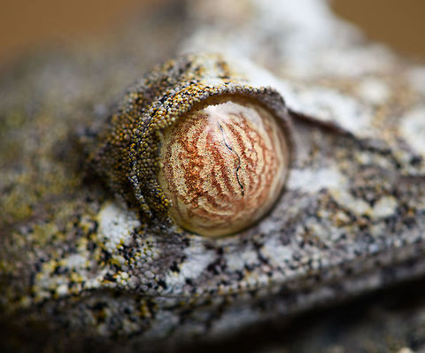 Giant leaf-tailed Gecko - eye, Pyreras Reserve, Madagascar A family photo shoot of two indivuduals of Common flat-tail gecko, more often called the Giant leaf-tailed gecko based on its size. These two were taken from their cage in Pyreras Reserve, put on a tree for some photos, and then put back.

Like all species in the Uroplatus genus, it has a uniquely shaped body to camouflage it by day. Specifics of this species are its size and its fringed skin. A few years earlier we were lucky to observe one hunting at night:
https://www.jungledragon.com/image/34090/giant_leaf-tailed_gecko_on_the_hunt_nosy_mangabe_madagascar.html
When threatened it has a display both threatening and hilarious:
https://en.wikipedia.org/wiki/Common_flat-tail_gecko#/media/File:Giant_Leaf-tailed_Gecko,_Nosy_Mangabe,_Madagascar.jpg

But really, it should have been named after its incredible eyes, which are 350 times more sensitive to light compared to humans. This species can see in color at night! I don't even know of any electronics that can do that.

https://www.jungledragon.com/image/85274/giant_leaf-tailed_gecko_pyreras_reserve_madagascar.html
https://www.jungledragon.com/image/85275/giant_leaf-tailed_gecko_-_portrait_pyreras_reserve_madagascar.html
https://www.jungledragon.com/image/85276/giant_leaf-tailed_gecko_-_individual_2_pyreras_reserve_madagascar.html
https://www.jungledragon.com/image/85277/giant_leaf-tailed_gecko_-_portrait_2_pyreras_reserve_madagascar.html
https://www.jungledragon.com/image/85279/giant_leaf-tailed_gecko_-_eye_macro_pyreras_reserve_madagascar.html
https://www.jungledragon.com/image/85280/giant_leaf-tailed_gecko_-_portrait_3_pyreras_reserve_madagascar.html
https://www.jungledragon.com/image/85281/giant_leaf-tailed_gecko_-_portrait_4_pyreras_reserve_madagascar.html
https://www.jungledragon.com/image/85282/giant_leaf-tailed_gecko_-_portrait_5_pyreras_reserve_madagascar.html
https://www.jungledragon.com/image/85283/giant_leaf-tailed_gecko_-_feet_pyreras_reserve_madagascar.html Africa,Common flat-tail gecko,Geotagged,Madagascar,Madagascar 2019,Pyreras Reserve,Uroplatus fimbriatus,Winter,World