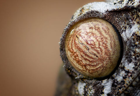 Giant leaf-tailed Gecko - eye macro, Pyreras Reserve, Madagascar A family photo shoot of two indivuduals of Common flat-tail gecko, more often called the Giant leaf-tailed gecko based on its size. These two were taken from their cage in Pyreras Reserve, put on a tree for some photos, and then put back.

Like all species in the Uroplatus genus, it has a uniquely shaped body to camouflage it by day. Specifics of this species are its size and its fringed skin. A few years earlier we were lucky to observe one hunting at night:
https://www.jungledragon.com/image/34090/giant_leaf-tailed_gecko_on_the_hunt_nosy_mangabe_madagascar.html
When threatened it has a display both threatening and hilarious:
https://en.wikipedia.org/wiki/Common_flat-tail_gecko#/media/File:Giant_Leaf-tailed_Gecko,_Nosy_Mangabe,_Madagascar.jpg

But really, it should have been named after its incredible eyes, which are 350 times more sensitive to light compared to humans. This species can see in color at night! I don't even know of any electronics that can do that.

https://www.jungledragon.com/image/85274/giant_leaf-tailed_gecko_pyreras_reserve_madagascar.html
https://www.jungledragon.com/image/85275/giant_leaf-tailed_gecko_-_portrait_pyreras_reserve_madagascar.html
https://www.jungledragon.com/image/85276/giant_leaf-tailed_gecko_-_individual_2_pyreras_reserve_madagascar.html
https://www.jungledragon.com/image/85277/giant_leaf-tailed_gecko_-_portrait_2_pyreras_reserve_madagascar.html
https://www.jungledragon.com/image/85278/giant_leaf-tailed_gecko_-_eye_pyreras_reserve_madagascar.html
https://www.jungledragon.com/image/85280/giant_leaf-tailed_gecko_-_portrait_3_pyreras_reserve_madagascar.html
https://www.jungledragon.com/image/85281/giant_leaf-tailed_gecko_-_portrait_4_pyreras_reserve_madagascar.html
https://www.jungledragon.com/image/85282/giant_leaf-tailed_gecko_-_portrait_5_pyreras_reserve_madagascar.html
https://www.jungledragon.com/image/85283/giant_leaf-tailed_gecko_-_feet_pyreras_reserve_madagascar.html Africa,Common flat-tail gecko,Geotagged,Madagascar,Madagascar 2019,Pyreras Reserve,Uroplatus fimbriatus,Winter,World
