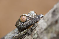 Giant leaf-tailed Gecko - portrait 3, Pyreras Reserve, Madagascar A family photo shoot of two indivuduals of Common flat-tail gecko, more often called the Giant leaf-tailed gecko based on its size. These two were taken from their cage in Pyreras Reserve, put on a tree for some photos, and then put back.<br />
<br />
Like all species in the Uroplatus genus, it has a uniquely shaped body to camouflage it by day. Specifics of this species are its size and its fringed skin. A few years earlier we were lucky to observe one hunting at night:<br />
https://www.jungledragon.com/image/34090/giant_leaf-tailed_gecko_on_the_hunt_nosy_mangabe_madagascar.html<br />
When threatened it has a display both threatening and hilarious:<br />
https://en.wikipedia.org/wiki/Common_flat-tail_gecko#/media/File:Giant_Leaf-tailed_Gecko,_Nosy_Mangabe,_Madagascar.jpg<br />
<br />
But really, it should have been named after its incredible eyes, which are 350 times more sensitive to light compared to humans. This species can see in color at night! I don't even know of any electronics that can do that.<br />
<br />
https://www.jungledragon.com/image/85274/giant_leaf-tailed_gecko_pyreras_reserve_madagascar.html<br />
https://www.jungledragon.com/image/85275/giant_leaf-tailed_gecko_-_portrait_pyreras_reserve_madagascar.html<br />
https://www.jungledragon.com/image/85276/giant_leaf-tailed_gecko_-_individual_2_pyreras_reserve_madagascar.html<br />
https://www.jungledragon.com/image/85277/giant_leaf-tailed_gecko_-_portrait_2_pyreras_reserve_madagascar.html<br />
https://www.jungledragon.com/image/85278/giant_leaf-tailed_gecko_-_eye_pyreras_reserve_madagascar.html<br />
https://www.jungledragon.com/image/85279/giant_leaf-tailed_gecko_-_eye_macro_pyreras_reserve_madagascar.html<br />
https://www.jungledragon.com/image/85281/giant_leaf-tailed_gecko_-_portrait_4_pyreras_reserve_madagascar.html<br />
https://www.jungledragon.com/image/85282/giant_leaf-tailed_gecko_-_portrait_5_pyreras_reserve_madagascar.html<br />
https://www.jungledragon.com/image/85283/giant_leaf-tailed_gecko_-_feet_pyreras_reserve_madagascar.html Africa,Common flat-tail gecko,Geotagged,Madagascar,Madagascar 2019,Pyreras Reserve,Uroplatus fimbriatus,Winter,World