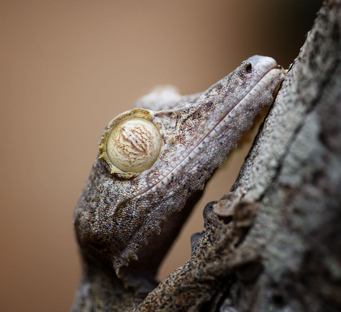 Giant leaf-tailed Gecko - portrait 4, Pyreras Reserve, Madagascar A family photo shoot of two indivuduals of Common flat-tail gecko, more often called the Giant leaf-tailed gecko based on its size. These two were taken from their cage in Pyreras Reserve, put on a tree for some photos, and then put back.<br />
<br />
Like all species in the Uroplatus genus, it has a uniquely shaped body to camouflage it by day. Specifics of this species are its size and its fringed skin. A few years earlier we were lucky to observe one hunting at night:<br />
<figure class="photo"><a href="https://www.jungledragon.com/image/34090/giant_leaf-tailed_gecko_on_the_hunt_nosy_mangabe_madagascar.html" title="Giant Leaf-tailed gecko on the hunt, Nosy Mangabe, Madagascar"><img src="https://s3.amazonaws.com/media.jungledragon.com/images/2/34090_thumb.jpg?AWSAccessKeyId=05GMT0V3GWVNE7GGM1R2&Expires=1763596810&Signature=Cknd6F48ryj7sCl9OHdaONIqa54%3D" width="200" height="174" alt="Giant Leaf-tailed gecko on the hunt, Nosy Mangabe, Madagascar I'm happy with this photo for two reasons. Most importantly, it shows a Giant Leaf-tailed Gecko on the hunt. It's a creature that is beautiful in itself, but you'd typically see it during the day, where it is static. Here you see one high up in the tree, actively moving around.<br />
<br />
The 2nd reason I am happy is because of the technical challenge. The gecko is about 10 meters away, high up in a tree, in complete darkness. It's quite unusual to use a tele lens with flash, but I figured to just go for it. Maximum focal length, maximum flash power, and there you go. I wasn't expecting it to work, but it did. Africa,Geotagged,Giant Leaf-tailed Gecko,Madagascar,Madagascar North,Nosy Mangabe,Spring,Uroplatus fimbriatus,World" /></a></figure><br />
When threatened it has a display both threatening and hilarious:<br />
<a href="https://en.wikipedia.org/wiki/Common_flat-tail_gecko#/media/File:Giant_Leaf-tailed_Gecko,_Nosy_Mangabe,_Madagascar.jpg" rel="nofollow">https://en.wikipedia.org/wiki/Common_flat-tail_gecko#/media/File:Giant_Leaf-tailed_Gecko,_Nosy_Mangabe,_Madagascar.jpg</a><br />
<br />
But really, it should have been named after its incredible eyes, which are 350 times more sensitive to light compared to humans. This species can see in color at night! I don't even know of any electronics that can do that.<br />
<br />
<figure class="photo"><a href="https://www.jungledragon.com/image/85274/giant_leaf-tailed_gecko_pyreras_reserve_madagascar.html" title="Giant leaf-tailed Gecko, Pyreras Reserve, Madagascar"><img src="https://s3.amazonaws.com/media.jungledragon.com/images/2/85274_thumb.jpg?AWSAccessKeyId=05GMT0V3GWVNE7GGM1R2&Expires=1763596810&Signature=3kyMZ3kRMwWtDXCdSd5ZyeeCUlc%3D" width="102" height="152" alt="Giant leaf-tailed Gecko, Pyreras Reserve, Madagascar A family photo shoot of two indivuduals of Common flat-tail gecko, more often called the Giant leaf-tailed gecko based on its size. These two were taken from their cage in Pyreras Reserve, put on a tree for some photos, and then put back.<br />
<br />
Like all species in the Uroplatus genus, it has a uniquely shaped body to camouflage it by day. Specifics of this species are its size and its fringed skin. A few years earlier we were lucky to observe one hunting at night:<br />
https://www.jungledragon.com/image/34090/giant_leaf-tailed_gecko_on_the_hunt_nosy_mangabe_madagascar.html<br />
When threatened it has a display both threatening and hilarious:<br />
https://en.wikipedia.org/wiki/Common_flat-tail_gecko#/media/File:Giant_Leaf-tailed_Gecko,_Nosy_Mangabe,_Madagascar.jpg<br />
<br />
But really, it should have been named after its incredible eyes, which are 350 times more sensitive to light compared to humans. This species can see in color at night! I don't even know of any electronics that can do that.<br />
<br />
https://www.jungledragon.com/image/85275/giant_leaf-tailed_gecko_-_portrait_pyreras_reserve_madagascar.html<br />
https://www.jungledragon.com/image/85276/giant_leaf-tailed_gecko_-_individual_2_pyreras_reserve_madagascar.html<br />
https://www.jungledragon.com/image/85277/giant_leaf-tailed_gecko_-_portrait_2_pyreras_reserve_madagascar.html<br />
https://www.jungledragon.com/image/85278/giant_leaf-tailed_gecko_-_eye_pyreras_reserve_madagascar.html<br />
https://www.jungledragon.com/image/85279/giant_leaf-tailed_gecko_-_eye_macro_pyreras_reserve_madagascar.html<br />
https://www.jungledragon.com/image/85280/giant_leaf-tailed_gecko_-_portrait_3_pyreras_reserve_madagascar.html<br />
https://www.jungledragon.com/image/85281/giant_leaf-tailed_gecko_-_portrait_4_pyreras_reserve_madagascar.html<br />
https://www.jungledragon.com/image/85282/giant_leaf-tailed_gecko_-_portrait_5_pyreras_reserve_madagascar.html<br />
https://www.jungledragon.com/image/85283/giant_leaf-tailed_gecko_-_feet_pyreras_reserve_madagascar.html Africa,Common flat-tail gecko,Madagascar,Madagascar 2019,Pyreras Reserve,Uroplatus fimbriatus,World" /></a></figure><br />
<figure class="photo"><a href="https://www.jungledragon.com/image/85275/giant_leaf-tailed_gecko_-_portrait_pyreras_reserve_madagascar.html" title="Giant leaf-tailed Gecko - portrait, Pyreras Reserve, Madagascar"><img src="https://s3.amazonaws.com/media.jungledragon.com/images/2/85275_thumb.jpg?AWSAccessKeyId=05GMT0V3GWVNE7GGM1R2&Expires=1763596810&Signature=mSycW37E5JJ%2BaJOc6ObrLe9RNcg%3D" width="200" height="180" alt="Giant leaf-tailed Gecko - portrait, Pyreras Reserve, Madagascar A family photo shoot of two indivuduals of Common flat-tail gecko, more often called the Giant leaf-tailed gecko based on its size. These two were taken from their cage in Pyreras Reserve, put on a tree for some photos, and then put back.<br />
<br />
Like all species in the Uroplatus genus, it has a uniquely shaped body to camouflage it by day. Specifics of this species are its size and its fringed skin. A few years earlier we were lucky to observe one hunting at night:<br />
https://www.jungledragon.com/image/34090/giant_leaf-tailed_gecko_on_the_hunt_nosy_mangabe_madagascar.html<br />
When threatened it has a display both threatening and hilarious:<br />
https://en.wikipedia.org/wiki/Common_flat-tail_gecko#/media/File:Giant_Leaf-tailed_Gecko,_Nosy_Mangabe,_Madagascar.jpg<br />
<br />
But really, it should have been named after its incredible eyes, which are 350 times more sensitive to light compared to humans. This species can see in color at night! I don't even know of any electronics that can do that.<br />
<br />
https://www.jungledragon.com/image/85274/giant_leaf-tailed_gecko_pyreras_reserve_madagascar.html<br />
https://www.jungledragon.com/image/85276/giant_leaf-tailed_gecko_-_individual_2_pyreras_reserve_madagascar.html<br />
https://www.jungledragon.com/image/85277/giant_leaf-tailed_gecko_-_portrait_2_pyreras_reserve_madagascar.html<br />
https://www.jungledragon.com/image/85278/giant_leaf-tailed_gecko_-_eye_pyreras_reserve_madagascar.html<br />
https://www.jungledragon.com/image/85279/giant_leaf-tailed_gecko_-_eye_macro_pyreras_reserve_madagascar.html<br />
https://www.jungledragon.com/image/85280/giant_leaf-tailed_gecko_-_portrait_3_pyreras_reserve_madagascar.html<br />
https://www.jungledragon.com/image/85281/giant_leaf-tailed_gecko_-_portrait_4_pyreras_reserve_madagascar.html<br />
https://www.jungledragon.com/image/85282/giant_leaf-tailed_gecko_-_portrait_5_pyreras_reserve_madagascar.html<br />
https://www.jungledragon.com/image/85283/giant_leaf-tailed_gecko_-_feet_pyreras_reserve_madagascar.html Africa,Common flat-tail gecko,Geotagged,Madagascar,Madagascar 2019,Pyreras Reserve,Uroplatus fimbriatus,Winter,World" /></a></figure><br />
<figure class="photo"><a href="https://www.jungledragon.com/image/85276/giant_leaf-tailed_gecko_-_individual_2_pyreras_reserve_madagascar.html" title="Giant leaf-tailed Gecko - individual 2, Pyreras Reserve, Madagascar"><img src="https://s3.amazonaws.com/media.jungledragon.com/images/2/85276_thumb.jpg?AWSAccessKeyId=05GMT0V3GWVNE7GGM1R2&Expires=1763596810&Signature=kWpSjZYvX%2B7tig%2F%2B35ZIsKDvyWI%3D" width="102" height="152" alt="Giant leaf-tailed Gecko - individual 2, Pyreras Reserve, Madagascar A family photo shoot of two indivuduals of Common flat-tail gecko, more often called the Giant leaf-tailed gecko based on its size. These two were taken from their cage in Pyreras Reserve, put on a tree for some photos, and then put back.<br />
<br />
Like all species in the Uroplatus genus, it has a uniquely shaped body to camouflage it by day. Specifics of this species are its size and its fringed skin. A few years earlier we were lucky to observe one hunting at night:<br />
https://www.jungledragon.com/image/34090/giant_leaf-tailed_gecko_on_the_hunt_nosy_mangabe_madagascar.html<br />
When threatened it has a display both threatening and hilarious:<br />
https://en.wikipedia.org/wiki/Common_flat-tail_gecko#/media/File:Giant_Leaf-tailed_Gecko,_Nosy_Mangabe,_Madagascar.jpg<br />
<br />
But really, it should have been named after its incredible eyes, which are 350 times more sensitive to light compared to humans. This species can see in color at night! I don't even know of any electronics that can do that.<br />
<br />
https://www.jungledragon.com/image/85274/giant_leaf-tailed_gecko_pyreras_reserve_madagascar.html<br />
https://www.jungledragon.com/image/85275/giant_leaf-tailed_gecko_-_portrait_pyreras_reserve_madagascar.html<br />
https://www.jungledragon.com/image/85277/giant_leaf-tailed_gecko_-_portrait_2_pyreras_reserve_madagascar.html<br />
https://www.jungledragon.com/image/85278/giant_leaf-tailed_gecko_-_eye_pyreras_reserve_madagascar.html<br />
https://www.jungledragon.com/image/85279/giant_leaf-tailed_gecko_-_eye_macro_pyreras_reserve_madagascar.html<br />
https://www.jungledragon.com/image/85280/giant_leaf-tailed_gecko_-_portrait_3_pyreras_reserve_madagascar.html<br />
https://www.jungledragon.com/image/85281/giant_leaf-tailed_gecko_-_portrait_4_pyreras_reserve_madagascar.html<br />
https://www.jungledragon.com/image/85282/giant_leaf-tailed_gecko_-_portrait_5_pyreras_reserve_madagascar.html<br />
https://www.jungledragon.com/image/85283/giant_leaf-tailed_gecko_-_feet_pyreras_reserve_madagascar.html Africa,Common flat-tail gecko,Geotagged,Madagascar,Madagascar 2019,Pyreras Reserve,Uroplatus fimbriatus,Winter,World" /></a></figure><br />
<figure class="photo"><a href="https://www.jungledragon.com/image/85277/giant_leaf-tailed_gecko_-_portrait_2_pyreras_reserve_madagascar.html" title="Giant leaf-tailed Gecko - portrait 2, Pyreras Reserve, Madagascar"><img src="https://s3.amazonaws.com/media.jungledragon.com/images/2/85277_thumb.jpg?AWSAccessKeyId=05GMT0V3GWVNE7GGM1R2&Expires=1763596810&Signature=cifLTmjEdlesJAb%2BELfYQnhMbm8%3D" width="200" height="134" alt="Giant leaf-tailed Gecko - portrait 2, Pyreras Reserve, Madagascar A family photo shoot of two indivuduals of Common flat-tail gecko, more often called the Giant leaf-tailed gecko based on its size. These two were taken from their cage in Pyreras Reserve, put on a tree for some photos, and then put back.<br />
<br />
Like all species in the Uroplatus genus, it has a uniquely shaped body to camouflage it by day. Specifics of this species are its size and its fringed skin. A few years earlier we were lucky to observe one hunting at night:<br />
https://www.jungledragon.com/image/34090/giant_leaf-tailed_gecko_on_the_hunt_nosy_mangabe_madagascar.html<br />
When threatened it has a display both threatening and hilarious:<br />
https://en.wikipedia.org/wiki/Common_flat-tail_gecko#/media/File:Giant_Leaf-tailed_Gecko,_Nosy_Mangabe,_Madagascar.jpg<br />
<br />
But really, it should have been named after its incredible eyes, which are 350 times more sensitive to light compared to humans. This species can see in color at night! I don't even know of any electronics that can do that.<br />
<br />
https://www.jungledragon.com/image/85274/giant_leaf-tailed_gecko_pyreras_reserve_madagascar.html<br />
https://www.jungledragon.com/image/85275/giant_leaf-tailed_gecko_-_portrait_pyreras_reserve_madagascar.html<br />
https://www.jungledragon.com/image/85276/giant_leaf-tailed_gecko_-_individual_2_pyreras_reserve_madagascar.html<br />
https://www.jungledragon.com/image/85278/giant_leaf-tailed_gecko_-_eye_pyreras_reserve_madagascar.html<br />
https://www.jungledragon.com/image/85279/giant_leaf-tailed_gecko_-_eye_macro_pyreras_reserve_madagascar.html<br />
https://www.jungledragon.com/image/85280/giant_leaf-tailed_gecko_-_portrait_3_pyreras_reserve_madagascar.html<br />
https://www.jungledragon.com/image/85281/giant_leaf-tailed_gecko_-_portrait_4_pyreras_reserve_madagascar.html<br />
https://www.jungledragon.com/image/85282/giant_leaf-tailed_gecko_-_portrait_5_pyreras_reserve_madagascar.html<br />
https://www.jungledragon.com/image/85283/giant_leaf-tailed_gecko_-_feet_pyreras_reserve_madagascar.html Africa,Common flat-tail gecko,Geotagged,Madagascar,Madagascar 2019,Pyreras Reserve,Uroplatus fimbriatus,Winter,World" /></a></figure><br />
<figure class="photo"><a href="https://www.jungledragon.com/image/85278/giant_leaf-tailed_gecko_-_eye_pyreras_reserve_madagascar.html" title="Giant leaf-tailed Gecko - eye, Pyreras Reserve, Madagascar"><img src="https://s3.amazonaws.com/media.jungledragon.com/images/2/85278_thumb.jpg?AWSAccessKeyId=05GMT0V3GWVNE7GGM1R2&Expires=1763596810&Signature=JO8a8FMYmufSFI%2FJQ%2BgoI0Fmqjs%3D" width="200" height="168" alt="Giant leaf-tailed Gecko - eye, Pyreras Reserve, Madagascar A family photo shoot of two indivuduals of Common flat-tail gecko, more often called the Giant leaf-tailed gecko based on its size. These two were taken from their cage in Pyreras Reserve, put on a tree for some photos, and then put back.<br />
<br />
Like all species in the Uroplatus genus, it has a uniquely shaped body to camouflage it by day. Specifics of this species are its size and its fringed skin. A few years earlier we were lucky to observe one hunting at night:<br />
https://www.jungledragon.com/image/34090/giant_leaf-tailed_gecko_on_the_hunt_nosy_mangabe_madagascar.html<br />
When threatened it has a display both threatening and hilarious:<br />
https://en.wikipedia.org/wiki/Common_flat-tail_gecko#/media/File:Giant_Leaf-tailed_Gecko,_Nosy_Mangabe,_Madagascar.jpg<br />
<br />
But really, it should have been named after its incredible eyes, which are 350 times more sensitive to light compared to humans. This species can see in color at night! I don't even know of any electronics that can do that.<br />
<br />
https://www.jungledragon.com/image/85274/giant_leaf-tailed_gecko_pyreras_reserve_madagascar.html<br />
https://www.jungledragon.com/image/85275/giant_leaf-tailed_gecko_-_portrait_pyreras_reserve_madagascar.html<br />
https://www.jungledragon.com/image/85276/giant_leaf-tailed_gecko_-_individual_2_pyreras_reserve_madagascar.html<br />
https://www.jungledragon.com/image/85277/giant_leaf-tailed_gecko_-_portrait_2_pyreras_reserve_madagascar.html<br />
https://www.jungledragon.com/image/85279/giant_leaf-tailed_gecko_-_eye_macro_pyreras_reserve_madagascar.html<br />
https://www.jungledragon.com/image/85280/giant_leaf-tailed_gecko_-_portrait_3_pyreras_reserve_madagascar.html<br />
https://www.jungledragon.com/image/85281/giant_leaf-tailed_gecko_-_portrait_4_pyreras_reserve_madagascar.html<br />
https://www.jungledragon.com/image/85282/giant_leaf-tailed_gecko_-_portrait_5_pyreras_reserve_madagascar.html<br />
https://www.jungledragon.com/image/85283/giant_leaf-tailed_gecko_-_feet_pyreras_reserve_madagascar.html Africa,Common flat-tail gecko,Geotagged,Madagascar,Madagascar 2019,Pyreras Reserve,Uroplatus fimbriatus,Winter,World" /></a></figure><br />
<figure class="photo"><a href="https://www.jungledragon.com/image/85279/giant_leaf-tailed_gecko_-_eye_macro_pyreras_reserve_madagascar.html" title="Giant leaf-tailed Gecko - eye macro, Pyreras Reserve, Madagascar"><img src="https://s3.amazonaws.com/media.jungledragon.com/images/2/85279_thumb.jpg?AWSAccessKeyId=05GMT0V3GWVNE7GGM1R2&Expires=1763596810&Signature=lmJw9K0SeANf%2Fdsixfl1Ts9nopI%3D" width="200" height="140" alt="Giant leaf-tailed Gecko - eye macro, Pyreras Reserve, Madagascar A family photo shoot of two indivuduals of Common flat-tail gecko, more often called the Giant leaf-tailed gecko based on its size. These two were taken from their cage in Pyreras Reserve, put on a tree for some photos, and then put back.<br />
<br />
Like all species in the Uroplatus genus, it has a uniquely shaped body to camouflage it by day. Specifics of this species are its size and its fringed skin. A few years earlier we were lucky to observe one hunting at night:<br />
https://www.jungledragon.com/image/34090/giant_leaf-tailed_gecko_on_the_hunt_nosy_mangabe_madagascar.html<br />
When threatened it has a display both threatening and hilarious:<br />
https://en.wikipedia.org/wiki/Common_flat-tail_gecko#/media/File:Giant_Leaf-tailed_Gecko,_Nosy_Mangabe,_Madagascar.jpg<br />
<br />
But really, it should have been named after its incredible eyes, which are 350 times more sensitive to light compared to humans. This species can see in color at night! I don't even know of any electronics that can do that.<br />
<br />
https://www.jungledragon.com/image/85274/giant_leaf-tailed_gecko_pyreras_reserve_madagascar.html<br />
https://www.jungledragon.com/image/85275/giant_leaf-tailed_gecko_-_portrait_pyreras_reserve_madagascar.html<br />
https://www.jungledragon.com/image/85276/giant_leaf-tailed_gecko_-_individual_2_pyreras_reserve_madagascar.html<br />
https://www.jungledragon.com/image/85277/giant_leaf-tailed_gecko_-_portrait_2_pyreras_reserve_madagascar.html<br />
https://www.jungledragon.com/image/85278/giant_leaf-tailed_gecko_-_eye_pyreras_reserve_madagascar.html<br />
https://www.jungledragon.com/image/85280/giant_leaf-tailed_gecko_-_portrait_3_pyreras_reserve_madagascar.html<br />
https://www.jungledragon.com/image/85281/giant_leaf-tailed_gecko_-_portrait_4_pyreras_reserve_madagascar.html<br />
https://www.jungledragon.com/image/85282/giant_leaf-tailed_gecko_-_portrait_5_pyreras_reserve_madagascar.html<br />
https://www.jungledragon.com/image/85283/giant_leaf-tailed_gecko_-_feet_pyreras_reserve_madagascar.html Africa,Common flat-tail gecko,Geotagged,Madagascar,Madagascar 2019,Pyreras Reserve,Uroplatus fimbriatus,Winter,World" /></a></figure><br />
<figure class="photo"><a href="https://www.jungledragon.com/image/85280/giant_leaf-tailed_gecko_-_portrait_3_pyreras_reserve_madagascar.html" title="Giant leaf-tailed Gecko - portrait 3, Pyreras Reserve, Madagascar"><img src="https://s3.amazonaws.com/media.jungledragon.com/images/2/85280_thumb.jpg?AWSAccessKeyId=05GMT0V3GWVNE7GGM1R2&Expires=1763596810&Signature=SR4qWSKt1LyrNUz1oxEO%2FA30eCo%3D" width="200" height="134" alt="Giant leaf-tailed Gecko - portrait 3, Pyreras Reserve, Madagascar A family photo shoot of two indivuduals of Common flat-tail gecko, more often called the Giant leaf-tailed gecko based on its size. These two were taken from their cage in Pyreras Reserve, put on a tree for some photos, and then put back.<br />
<br />
Like all species in the Uroplatus genus, it has a uniquely shaped body to camouflage it by day. Specifics of this species are its size and its fringed skin. A few years earlier we were lucky to observe one hunting at night:<br />
https://www.jungledragon.com/image/34090/giant_leaf-tailed_gecko_on_the_hunt_nosy_mangabe_madagascar.html<br />
When threatened it has a display both threatening and hilarious:<br />
https://en.wikipedia.org/wiki/Common_flat-tail_gecko#/media/File:Giant_Leaf-tailed_Gecko,_Nosy_Mangabe,_Madagascar.jpg<br />
<br />
But really, it should have been named after its incredible eyes, which are 350 times more sensitive to light compared to humans. This species can see in color at night! I don't even know of any electronics that can do that.<br />
<br />
https://www.jungledragon.com/image/85274/giant_leaf-tailed_gecko_pyreras_reserve_madagascar.html<br />
https://www.jungledragon.com/image/85275/giant_leaf-tailed_gecko_-_portrait_pyreras_reserve_madagascar.html<br />
https://www.jungledragon.com/image/85276/giant_leaf-tailed_gecko_-_individual_2_pyreras_reserve_madagascar.html<br />
https://www.jungledragon.com/image/85277/giant_leaf-tailed_gecko_-_portrait_2_pyreras_reserve_madagascar.html<br />
https://www.jungledragon.com/image/85278/giant_leaf-tailed_gecko_-_eye_pyreras_reserve_madagascar.html<br />
https://www.jungledragon.com/image/85279/giant_leaf-tailed_gecko_-_eye_macro_pyreras_reserve_madagascar.html<br />
https://www.jungledragon.com/image/85281/giant_leaf-tailed_gecko_-_portrait_4_pyreras_reserve_madagascar.html<br />
https://www.jungledragon.com/image/85282/giant_leaf-tailed_gecko_-_portrait_5_pyreras_reserve_madagascar.html<br />
https://www.jungledragon.com/image/85283/giant_leaf-tailed_gecko_-_feet_pyreras_reserve_madagascar.html Africa,Common flat-tail gecko,Geotagged,Madagascar,Madagascar 2019,Pyreras Reserve,Uroplatus fimbriatus,Winter,World" /></a></figure><br />
<figure class="photo"><a href="https://www.jungledragon.com/image/85282/giant_leaf-tailed_gecko_-_portrait_5_pyreras_reserve_madagascar.html" title="Giant leaf-tailed Gecko - portrait 5, Pyreras Reserve, Madagascar"><img src="https://s3.amazonaws.com/media.jungledragon.com/images/2/85282_thumb.jpg?AWSAccessKeyId=05GMT0V3GWVNE7GGM1R2&Expires=1763596810&Signature=Gfr52kerHWqAaXtTrEnBORTKjkI%3D" width="102" height="152" alt="Giant leaf-tailed Gecko - portrait 5, Pyreras Reserve, Madagascar A family photo shoot of two indivuduals of Common flat-tail gecko, more often called the Giant leaf-tailed gecko based on its size. These two were taken from their cage in Pyreras Reserve, put on a tree for some photos, and then put back.<br />
<br />
Like all species in the Uroplatus genus, it has a uniquely shaped body to camouflage it by day. Specifics of this species are its size and its fringed skin. A few years earlier we were lucky to observe one hunting at night:<br />
https://www.jungledragon.com/image/34090/giant_leaf-tailed_gecko_on_the_hunt_nosy_mangabe_madagascar.html<br />
When threatened it has a display both threatening and hilarious:<br />
https://en.wikipedia.org/wiki/Common_flat-tail_gecko#/media/File:Giant_Leaf-tailed_Gecko,_Nosy_Mangabe,_Madagascar.jpg<br />
<br />
But really, it should have been named after its incredible eyes, which are 350 times more sensitive to light compared to humans. This species can see in color at night! I don't even know of any electronics that can do that.<br />
<br />
https://www.jungledragon.com/image/85274/giant_leaf-tailed_gecko_pyreras_reserve_madagascar.html<br />
https://www.jungledragon.com/image/85275/giant_leaf-tailed_gecko_-_portrait_pyreras_reserve_madagascar.html<br />
https://www.jungledragon.com/image/85276/giant_leaf-tailed_gecko_-_individual_2_pyreras_reserve_madagascar.html<br />
https://www.jungledragon.com/image/85277/giant_leaf-tailed_gecko_-_portrait_2_pyreras_reserve_madagascar.html<br />
https://www.jungledragon.com/image/85278/giant_leaf-tailed_gecko_-_eye_pyreras_reserve_madagascar.html<br />
https://www.jungledragon.com/image/85279/giant_leaf-tailed_gecko_-_eye_macro_pyreras_reserve_madagascar.html<br />
https://www.jungledragon.com/image/85280/giant_leaf-tailed_gecko_-_portrait_3_pyreras_reserve_madagascar.html<br />
https://www.jungledragon.com/image/85281/giant_leaf-tailed_gecko_-_portrait_4_pyreras_reserve_madagascar.html<br />
https://www.jungledragon.com/image/85283/giant_leaf-tailed_gecko_-_feet_pyreras_reserve_madagascar.html Africa,Common flat-tail gecko,Geotagged,Madagascar,Madagascar 2019,Pyreras Reserve,Uroplatus fimbriatus,Winter,World" /></a></figure><br />
<figure class="photo"><a href="https://www.jungledragon.com/image/85283/giant_leaf-tailed_gecko_-_feet_pyreras_reserve_madagascar.html" title="Giant leaf-tailed Gecko - feet, Pyreras Reserve, Madagascar"><img src="https://s3.amazonaws.com/media.jungledragon.com/images/2/85283_thumb.jpg?AWSAccessKeyId=05GMT0V3GWVNE7GGM1R2&Expires=1763596810&Signature=J9Ce32G3lQ%2FidEQhqX1LV2iGXo8%3D" width="200" height="134" alt="Giant leaf-tailed Gecko - feet, Pyreras Reserve, Madagascar A family photo shoot of two indivuduals of Common flat-tail gecko, more often called the Giant leaf-tailed gecko based on its size. These two were taken from their cage in Pyreras Reserve, put on a tree for some photos, and then put back.<br />
<br />
Like all species in the Uroplatus genus, it has a uniquely shaped body to camouflage it by day. Specifics of this species are its size and its fringed skin. A few years earlier we were lucky to observe one hunting at night:<br />
https://www.jungledragon.com/image/34090/giant_leaf-tailed_gecko_on_the_hunt_nosy_mangabe_madagascar.html<br />
When threatened it has a display both threatening and hilarious:<br />
https://en.wikipedia.org/wiki/Common_flat-tail_gecko#/media/File:Giant_Leaf-tailed_Gecko,_Nosy_Mangabe,_Madagascar.jpg<br />
<br />
But really, it should have been named after its incredible eyes, which are 350 times more sensitive to light compared to humans. This species can see in color at night! I don't even know of any electronics that can do that.<br />
<br />
https://www.jungledragon.com/image/85274/giant_leaf-tailed_gecko_pyreras_reserve_madagascar.html<br />
https://www.jungledragon.com/image/85275/giant_leaf-tailed_gecko_-_portrait_pyreras_reserve_madagascar.html<br />
https://www.jungledragon.com/image/85276/giant_leaf-tailed_gecko_-_individual_2_pyreras_reserve_madagascar.html<br />
https://www.jungledragon.com/image/85277/giant_leaf-tailed_gecko_-_portrait_2_pyreras_reserve_madagascar.html<br />
https://www.jungledragon.com/image/85278/giant_leaf-tailed_gecko_-_eye_pyreras_reserve_madagascar.html<br />
https://www.jungledragon.com/image/85279/giant_leaf-tailed_gecko_-_eye_macro_pyreras_reserve_madagascar.html<br />
https://www.jungledragon.com/image/85280/giant_leaf-tailed_gecko_-_portrait_3_pyreras_reserve_madagascar.html<br />
https://www.jungledragon.com/image/85281/giant_leaf-tailed_gecko_-_portrait_4_pyreras_reserve_madagascar.html<br />
https://www.jungledragon.com/image/85282/giant_leaf-tailed_gecko_-_portrait_5_pyreras_reserve_madagascar.html Africa,Common flat-tail gecko,Geotagged,Madagascar,Madagascar 2019,Pyreras Reserve,Uroplatus fimbriatus,Winter,World" /></a></figure> Africa,Common flat-tail gecko,Geotagged,Madagascar,Madagascar 2019,Pyreras Reserve,Uroplatus fimbriatus,Winter,World