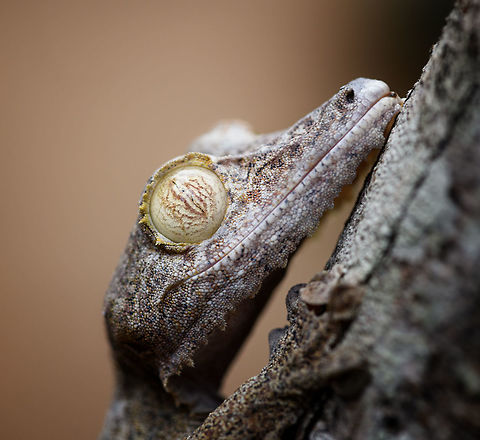 Giant leaf-tailed Gecko - portrait 4, Pyreras Reserve, Madagascar A family photo shoot of two indivuduals of Common flat-tail gecko, more often called the Giant leaf-tailed gecko based on its size. These two were taken from their cage in Pyreras Reserve, put on a tree for some photos, and then put back.

Like all species in the Uroplatus genus, it has a uniquely shaped body to camouflage it by day. Specifics of this species are its size and its fringed skin. A few years earlier we were lucky to observe one hunting at night:
https://www.jungledragon.com/image/34090/giant_leaf-tailed_gecko_on_the_hunt_nosy_mangabe_madagascar.html
When threatened it has a display both threatening and hilarious:
https://en.wikipedia.org/wiki/Common_flat-tail_gecko#/media/File:Giant_Leaf-tailed_Gecko,_Nosy_Mangabe,_Madagascar.jpg

But really, it should have been named after its incredible eyes, which are 350 times more sensitive to light compared to humans. This species can see in color at night! I don't even know of any electronics that can do that.

https://www.jungledragon.com/image/85274/giant_leaf-tailed_gecko_pyreras_reserve_madagascar.html
https://www.jungledragon.com/image/85275/giant_leaf-tailed_gecko_-_portrait_pyreras_reserve_madagascar.html
https://www.jungledragon.com/image/85276/giant_leaf-tailed_gecko_-_individual_2_pyreras_reserve_madagascar.html
https://www.jungledragon.com/image/85277/giant_leaf-tailed_gecko_-_portrait_2_pyreras_reserve_madagascar.html
https://www.jungledragon.com/image/85278/giant_leaf-tailed_gecko_-_eye_pyreras_reserve_madagascar.html
https://www.jungledragon.com/image/85279/giant_leaf-tailed_gecko_-_eye_macro_pyreras_reserve_madagascar.html
https://www.jungledragon.com/image/85280/giant_leaf-tailed_gecko_-_portrait_3_pyreras_reserve_madagascar.html
https://www.jungledragon.com/image/85282/giant_leaf-tailed_gecko_-_portrait_5_pyreras_reserve_madagascar.html
https://www.jungledragon.com/image/85283/giant_leaf-tailed_gecko_-_feet_pyreras_reserve_madagascar.html Africa,Common flat-tail gecko,Geotagged,Madagascar,Madagascar 2019,Pyreras Reserve,Uroplatus fimbriatus,Winter,World