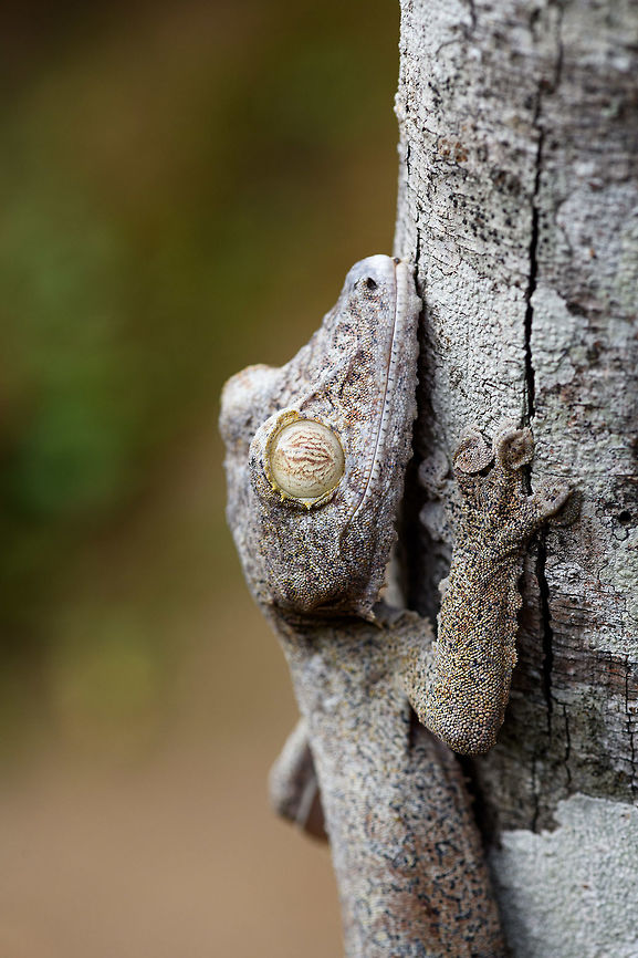 Giant leaf-tailed Gecko - portrait 5, Pyreras Reserve, Madagascar A family photo shoot of two indivuduals of Common flat-tail gecko, more often called the Giant leaf-tailed gecko based on its size. These two were taken from their cage in Pyreras Reserve, put on a tree for some photos, and then put back.<br />
<br />
Like all species in the Uroplatus genus, it has a uniquely shaped body to camouflage it by day. Specifics of this species are its size and its fringed skin. A few years earlier we were lucky to observe one hunting at night:<br />
<figure class="photo"><a href="https://www.jungledragon.com/image/34090/giant_leaf-tailed_gecko_on_the_hunt_nosy_mangabe_madagascar.html" title="Giant Leaf-tailed gecko on the hunt, Nosy Mangabe, Madagascar"><img src="https://s3.amazonaws.com/media.jungledragon.com/images/2/34090_thumb.jpg?AWSAccessKeyId=05GMT0V3GWVNE7GGM1R2&Expires=1763596810&Signature=Cknd6F48ryj7sCl9OHdaONIqa54%3D" width="200" height="174" alt="Giant Leaf-tailed gecko on the hunt, Nosy Mangabe, Madagascar I'm happy with this photo for two reasons. Most importantly, it shows a Giant Leaf-tailed Gecko on the hunt. It's a creature that is beautiful in itself, but you'd typically see it during the day, where it is static. Here you see one high up in the tree, actively moving around.<br />
<br />
The 2nd reason I am happy is because of the technical challenge. The gecko is about 10 meters away, high up in a tree, in complete darkness. It's quite unusual to use a tele lens with flash, but I figured to just go for it. Maximum focal length, maximum flash power, and there you go. I wasn't expecting it to work, but it did. Africa,Geotagged,Giant Leaf-tailed Gecko,Madagascar,Madagascar North,Nosy Mangabe,Spring,Uroplatus fimbriatus,World" /></a></figure><br />
When threatened it has a display both threatening and hilarious:<br />
<a href="https://en.wikipedia.org/wiki/Common_flat-tail_gecko#/media/File:Giant_Leaf-tailed_Gecko,_Nosy_Mangabe,_Madagascar.jpg" rel="nofollow">https://en.wikipedia.org/wiki/Common_flat-tail_gecko#/media/File:Giant_Leaf-tailed_Gecko,_Nosy_Mangabe,_Madagascar.jpg</a><br />
<br />
But really, it should have been named after its incredible eyes, which are 350 times more sensitive to light compared to humans. This species can see in color at night! I don't even know of any electronics that can do that.<br />
<br />
<figure class="photo"><a href="https://www.jungledragon.com/image/85274/giant_leaf-tailed_gecko_pyreras_reserve_madagascar.html" title="Giant leaf-tailed Gecko, Pyreras Reserve, Madagascar"><img src="https://s3.amazonaws.com/media.jungledragon.com/images/2/85274_thumb.jpg?AWSAccessKeyId=05GMT0V3GWVNE7GGM1R2&Expires=1763596810&Signature=3kyMZ3kRMwWtDXCdSd5ZyeeCUlc%3D" width="102" height="152" alt="Giant leaf-tailed Gecko, Pyreras Reserve, Madagascar A family photo shoot of two indivuduals of Common flat-tail gecko, more often called the Giant leaf-tailed gecko based on its size. These two were taken from their cage in Pyreras Reserve, put on a tree for some photos, and then put back.<br />
<br />
Like all species in the Uroplatus genus, it has a uniquely shaped body to camouflage it by day. Specifics of this species are its size and its fringed skin. A few years earlier we were lucky to observe one hunting at night:<br />
https://www.jungledragon.com/image/34090/giant_leaf-tailed_gecko_on_the_hunt_nosy_mangabe_madagascar.html<br />
When threatened it has a display both threatening and hilarious:<br />
https://en.wikipedia.org/wiki/Common_flat-tail_gecko#/media/File:Giant_Leaf-tailed_Gecko,_Nosy_Mangabe,_Madagascar.jpg<br />
<br />
But really, it should have been named after its incredible eyes, which are 350 times more sensitive to light compared to humans. This species can see in color at night! I don't even know of any electronics that can do that.<br />
<br />
https://www.jungledragon.com/image/85275/giant_leaf-tailed_gecko_-_portrait_pyreras_reserve_madagascar.html<br />
https://www.jungledragon.com/image/85276/giant_leaf-tailed_gecko_-_individual_2_pyreras_reserve_madagascar.html<br />
https://www.jungledragon.com/image/85277/giant_leaf-tailed_gecko_-_portrait_2_pyreras_reserve_madagascar.html<br />
https://www.jungledragon.com/image/85278/giant_leaf-tailed_gecko_-_eye_pyreras_reserve_madagascar.html<br />
https://www.jungledragon.com/image/85279/giant_leaf-tailed_gecko_-_eye_macro_pyreras_reserve_madagascar.html<br />
https://www.jungledragon.com/image/85280/giant_leaf-tailed_gecko_-_portrait_3_pyreras_reserve_madagascar.html<br />
https://www.jungledragon.com/image/85281/giant_leaf-tailed_gecko_-_portrait_4_pyreras_reserve_madagascar.html<br />
https://www.jungledragon.com/image/85282/giant_leaf-tailed_gecko_-_portrait_5_pyreras_reserve_madagascar.html<br />
https://www.jungledragon.com/image/85283/giant_leaf-tailed_gecko_-_feet_pyreras_reserve_madagascar.html Africa,Common flat-tail gecko,Madagascar,Madagascar 2019,Pyreras Reserve,Uroplatus fimbriatus,World" /></a></figure><br />
<figure class="photo"><a href="https://www.jungledragon.com/image/85275/giant_leaf-tailed_gecko_-_portrait_pyreras_reserve_madagascar.html" title="Giant leaf-tailed Gecko - portrait, Pyreras Reserve, Madagascar"><img src="https://s3.amazonaws.com/media.jungledragon.com/images/2/85275_thumb.jpg?AWSAccessKeyId=05GMT0V3GWVNE7GGM1R2&Expires=1763596810&Signature=mSycW37E5JJ%2BaJOc6ObrLe9RNcg%3D" width="200" height="180" alt="Giant leaf-tailed Gecko - portrait, Pyreras Reserve, Madagascar A family photo shoot of two indivuduals of Common flat-tail gecko, more often called the Giant leaf-tailed gecko based on its size. These two were taken from their cage in Pyreras Reserve, put on a tree for some photos, and then put back.<br />
<br />
Like all species in the Uroplatus genus, it has a uniquely shaped body to camouflage it by day. Specifics of this species are its size and its fringed skin. A few years earlier we were lucky to observe one hunting at night:<br />
https://www.jungledragon.com/image/34090/giant_leaf-tailed_gecko_on_the_hunt_nosy_mangabe_madagascar.html<br />
When threatened it has a display both threatening and hilarious:<br />
https://en.wikipedia.org/wiki/Common_flat-tail_gecko#/media/File:Giant_Leaf-tailed_Gecko,_Nosy_Mangabe,_Madagascar.jpg<br />
<br />
But really, it should have been named after its incredible eyes, which are 350 times more sensitive to light compared to humans. This species can see in color at night! I don't even know of any electronics that can do that.<br />
<br />
https://www.jungledragon.com/image/85274/giant_leaf-tailed_gecko_pyreras_reserve_madagascar.html<br />
https://www.jungledragon.com/image/85276/giant_leaf-tailed_gecko_-_individual_2_pyreras_reserve_madagascar.html<br />
https://www.jungledragon.com/image/85277/giant_leaf-tailed_gecko_-_portrait_2_pyreras_reserve_madagascar.html<br />
https://www.jungledragon.com/image/85278/giant_leaf-tailed_gecko_-_eye_pyreras_reserve_madagascar.html<br />
https://www.jungledragon.com/image/85279/giant_leaf-tailed_gecko_-_eye_macro_pyreras_reserve_madagascar.html<br />
https://www.jungledragon.com/image/85280/giant_leaf-tailed_gecko_-_portrait_3_pyreras_reserve_madagascar.html<br />
https://www.jungledragon.com/image/85281/giant_leaf-tailed_gecko_-_portrait_4_pyreras_reserve_madagascar.html<br />
https://www.jungledragon.com/image/85282/giant_leaf-tailed_gecko_-_portrait_5_pyreras_reserve_madagascar.html<br />
https://www.jungledragon.com/image/85283/giant_leaf-tailed_gecko_-_feet_pyreras_reserve_madagascar.html Africa,Common flat-tail gecko,Geotagged,Madagascar,Madagascar 2019,Pyreras Reserve,Uroplatus fimbriatus,Winter,World" /></a></figure><br />
<figure class="photo"><a href="https://www.jungledragon.com/image/85276/giant_leaf-tailed_gecko_-_individual_2_pyreras_reserve_madagascar.html" title="Giant leaf-tailed Gecko - individual 2, Pyreras Reserve, Madagascar"><img src="https://s3.amazonaws.com/media.jungledragon.com/images/2/85276_thumb.jpg?AWSAccessKeyId=05GMT0V3GWVNE7GGM1R2&Expires=1763596810&Signature=kWpSjZYvX%2B7tig%2F%2B35ZIsKDvyWI%3D" width="102" height="152" alt="Giant leaf-tailed Gecko - individual 2, Pyreras Reserve, Madagascar A family photo shoot of two indivuduals of Common flat-tail gecko, more often called the Giant leaf-tailed gecko based on its size. These two were taken from their cage in Pyreras Reserve, put on a tree for some photos, and then put back.<br />
<br />
Like all species in the Uroplatus genus, it has a uniquely shaped body to camouflage it by day. Specifics of this species are its size and its fringed skin. A few years earlier we were lucky to observe one hunting at night:<br />
https://www.jungledragon.com/image/34090/giant_leaf-tailed_gecko_on_the_hunt_nosy_mangabe_madagascar.html<br />
When threatened it has a display both threatening and hilarious:<br />
https://en.wikipedia.org/wiki/Common_flat-tail_gecko#/media/File:Giant_Leaf-tailed_Gecko,_Nosy_Mangabe,_Madagascar.jpg<br />
<br />
But really, it should have been named after its incredible eyes, which are 350 times more sensitive to light compared to humans. This species can see in color at night! I don't even know of any electronics that can do that.<br />
<br />
https://www.jungledragon.com/image/85274/giant_leaf-tailed_gecko_pyreras_reserve_madagascar.html<br />
https://www.jungledragon.com/image/85275/giant_leaf-tailed_gecko_-_portrait_pyreras_reserve_madagascar.html<br />
https://www.jungledragon.com/image/85277/giant_leaf-tailed_gecko_-_portrait_2_pyreras_reserve_madagascar.html<br />
https://www.jungledragon.com/image/85278/giant_leaf-tailed_gecko_-_eye_pyreras_reserve_madagascar.html<br />
https://www.jungledragon.com/image/85279/giant_leaf-tailed_gecko_-_eye_macro_pyreras_reserve_madagascar.html<br />
https://www.jungledragon.com/image/85280/giant_leaf-tailed_gecko_-_portrait_3_pyreras_reserve_madagascar.html<br />
https://www.jungledragon.com/image/85281/giant_leaf-tailed_gecko_-_portrait_4_pyreras_reserve_madagascar.html<br />
https://www.jungledragon.com/image/85282/giant_leaf-tailed_gecko_-_portrait_5_pyreras_reserve_madagascar.html<br />
https://www.jungledragon.com/image/85283/giant_leaf-tailed_gecko_-_feet_pyreras_reserve_madagascar.html Africa,Common flat-tail gecko,Geotagged,Madagascar,Madagascar 2019,Pyreras Reserve,Uroplatus fimbriatus,Winter,World" /></a></figure><br />
<figure class="photo"><a href="https://www.jungledragon.com/image/85277/giant_leaf-tailed_gecko_-_portrait_2_pyreras_reserve_madagascar.html" title="Giant leaf-tailed Gecko - portrait 2, Pyreras Reserve, Madagascar"><img src="https://s3.amazonaws.com/media.jungledragon.com/images/2/85277_thumb.jpg?AWSAccessKeyId=05GMT0V3GWVNE7GGM1R2&Expires=1763596810&Signature=cifLTmjEdlesJAb%2BELfYQnhMbm8%3D" width="200" height="134" alt="Giant leaf-tailed Gecko - portrait 2, Pyreras Reserve, Madagascar A family photo shoot of two indivuduals of Common flat-tail gecko, more often called the Giant leaf-tailed gecko based on its size. These two were taken from their cage in Pyreras Reserve, put on a tree for some photos, and then put back.<br />
<br />
Like all species in the Uroplatus genus, it has a uniquely shaped body to camouflage it by day. Specifics of this species are its size and its fringed skin. A few years earlier we were lucky to observe one hunting at night:<br />
https://www.jungledragon.com/image/34090/giant_leaf-tailed_gecko_on_the_hunt_nosy_mangabe_madagascar.html<br />
When threatened it has a display both threatening and hilarious:<br />
https://en.wikipedia.org/wiki/Common_flat-tail_gecko#/media/File:Giant_Leaf-tailed_Gecko,_Nosy_Mangabe,_Madagascar.jpg<br />
<br />
But really, it should have been named after its incredible eyes, which are 350 times more sensitive to light compared to humans. This species can see in color at night! I don't even know of any electronics that can do that.<br />
<br />
https://www.jungledragon.com/image/85274/giant_leaf-tailed_gecko_pyreras_reserve_madagascar.html<br />
https://www.jungledragon.com/image/85275/giant_leaf-tailed_gecko_-_portrait_pyreras_reserve_madagascar.html<br />
https://www.jungledragon.com/image/85276/giant_leaf-tailed_gecko_-_individual_2_pyreras_reserve_madagascar.html<br />
https://www.jungledragon.com/image/85278/giant_leaf-tailed_gecko_-_eye_pyreras_reserve_madagascar.html<br />
https://www.jungledragon.com/image/85279/giant_leaf-tailed_gecko_-_eye_macro_pyreras_reserve_madagascar.html<br />
https://www.jungledragon.com/image/85280/giant_leaf-tailed_gecko_-_portrait_3_pyreras_reserve_madagascar.html<br />
https://www.jungledragon.com/image/85281/giant_leaf-tailed_gecko_-_portrait_4_pyreras_reserve_madagascar.html<br />
https://www.jungledragon.com/image/85282/giant_leaf-tailed_gecko_-_portrait_5_pyreras_reserve_madagascar.html<br />
https://www.jungledragon.com/image/85283/giant_leaf-tailed_gecko_-_feet_pyreras_reserve_madagascar.html Africa,Common flat-tail gecko,Geotagged,Madagascar,Madagascar 2019,Pyreras Reserve,Uroplatus fimbriatus,Winter,World" /></a></figure><br />
<figure class="photo"><a href="https://www.jungledragon.com/image/85278/giant_leaf-tailed_gecko_-_eye_pyreras_reserve_madagascar.html" title="Giant leaf-tailed Gecko - eye, Pyreras Reserve, Madagascar"><img src="https://s3.amazonaws.com/media.jungledragon.com/images/2/85278_thumb.jpg?AWSAccessKeyId=05GMT0V3GWVNE7GGM1R2&Expires=1763596810&Signature=JO8a8FMYmufSFI%2FJQ%2BgoI0Fmqjs%3D" width="200" height="168" alt="Giant leaf-tailed Gecko - eye, Pyreras Reserve, Madagascar A family photo shoot of two indivuduals of Common flat-tail gecko, more often called the Giant leaf-tailed gecko based on its size. These two were taken from their cage in Pyreras Reserve, put on a tree for some photos, and then put back.<br />
<br />
Like all species in the Uroplatus genus, it has a uniquely shaped body to camouflage it by day. Specifics of this species are its size and its fringed skin. A few years earlier we were lucky to observe one hunting at night:<br />
https://www.jungledragon.com/image/34090/giant_leaf-tailed_gecko_on_the_hunt_nosy_mangabe_madagascar.html<br />
When threatened it has a display both threatening and hilarious:<br />
https://en.wikipedia.org/wiki/Common_flat-tail_gecko#/media/File:Giant_Leaf-tailed_Gecko,_Nosy_Mangabe,_Madagascar.jpg<br />
<br />
But really, it should have been named after its incredible eyes, which are 350 times more sensitive to light compared to humans. This species can see in color at night! I don't even know of any electronics that can do that.<br />
<br />
https://www.jungledragon.com/image/85274/giant_leaf-tailed_gecko_pyreras_reserve_madagascar.html<br />
https://www.jungledragon.com/image/85275/giant_leaf-tailed_gecko_-_portrait_pyreras_reserve_madagascar.html<br />
https://www.jungledragon.com/image/85276/giant_leaf-tailed_gecko_-_individual_2_pyreras_reserve_madagascar.html<br />
https://www.jungledragon.com/image/85277/giant_leaf-tailed_gecko_-_portrait_2_pyreras_reserve_madagascar.html<br />
https://www.jungledragon.com/image/85279/giant_leaf-tailed_gecko_-_eye_macro_pyreras_reserve_madagascar.html<br />
https://www.jungledragon.com/image/85280/giant_leaf-tailed_gecko_-_portrait_3_pyreras_reserve_madagascar.html<br />
https://www.jungledragon.com/image/85281/giant_leaf-tailed_gecko_-_portrait_4_pyreras_reserve_madagascar.html<br />
https://www.jungledragon.com/image/85282/giant_leaf-tailed_gecko_-_portrait_5_pyreras_reserve_madagascar.html<br />
https://www.jungledragon.com/image/85283/giant_leaf-tailed_gecko_-_feet_pyreras_reserve_madagascar.html Africa,Common flat-tail gecko,Geotagged,Madagascar,Madagascar 2019,Pyreras Reserve,Uroplatus fimbriatus,Winter,World" /></a></figure><br />
<figure class="photo"><a href="https://www.jungledragon.com/image/85279/giant_leaf-tailed_gecko_-_eye_macro_pyreras_reserve_madagascar.html" title="Giant leaf-tailed Gecko - eye macro, Pyreras Reserve, Madagascar"><img src="https://s3.amazonaws.com/media.jungledragon.com/images/2/85279_thumb.jpg?AWSAccessKeyId=05GMT0V3GWVNE7GGM1R2&Expires=1763596810&Signature=lmJw9K0SeANf%2Fdsixfl1Ts9nopI%3D" width="200" height="140" alt="Giant leaf-tailed Gecko - eye macro, Pyreras Reserve, Madagascar A family photo shoot of two indivuduals of Common flat-tail gecko, more often called the Giant leaf-tailed gecko based on its size. These two were taken from their cage in Pyreras Reserve, put on a tree for some photos, and then put back.<br />
<br />
Like all species in the Uroplatus genus, it has a uniquely shaped body to camouflage it by day. Specifics of this species are its size and its fringed skin. A few years earlier we were lucky to observe one hunting at night:<br />
https://www.jungledragon.com/image/34090/giant_leaf-tailed_gecko_on_the_hunt_nosy_mangabe_madagascar.html<br />
When threatened it has a display both threatening and hilarious:<br />
https://en.wikipedia.org/wiki/Common_flat-tail_gecko#/media/File:Giant_Leaf-tailed_Gecko,_Nosy_Mangabe,_Madagascar.jpg<br />
<br />
But really, it should have been named after its incredible eyes, which are 350 times more sensitive to light compared to humans. This species can see in color at night! I don't even know of any electronics that can do that.<br />
<br />
https://www.jungledragon.com/image/85274/giant_leaf-tailed_gecko_pyreras_reserve_madagascar.html<br />
https://www.jungledragon.com/image/85275/giant_leaf-tailed_gecko_-_portrait_pyreras_reserve_madagascar.html<br />
https://www.jungledragon.com/image/85276/giant_leaf-tailed_gecko_-_individual_2_pyreras_reserve_madagascar.html<br />
https://www.jungledragon.com/image/85277/giant_leaf-tailed_gecko_-_portrait_2_pyreras_reserve_madagascar.html<br />
https://www.jungledragon.com/image/85278/giant_leaf-tailed_gecko_-_eye_pyreras_reserve_madagascar.html<br />
https://www.jungledragon.com/image/85280/giant_leaf-tailed_gecko_-_portrait_3_pyreras_reserve_madagascar.html<br />
https://www.jungledragon.com/image/85281/giant_leaf-tailed_gecko_-_portrait_4_pyreras_reserve_madagascar.html<br />
https://www.jungledragon.com/image/85282/giant_leaf-tailed_gecko_-_portrait_5_pyreras_reserve_madagascar.html<br />
https://www.jungledragon.com/image/85283/giant_leaf-tailed_gecko_-_feet_pyreras_reserve_madagascar.html Africa,Common flat-tail gecko,Geotagged,Madagascar,Madagascar 2019,Pyreras Reserve,Uroplatus fimbriatus,Winter,World" /></a></figure><br />
<figure class="photo"><a href="https://www.jungledragon.com/image/85280/giant_leaf-tailed_gecko_-_portrait_3_pyreras_reserve_madagascar.html" title="Giant leaf-tailed Gecko - portrait 3, Pyreras Reserve, Madagascar"><img src="https://s3.amazonaws.com/media.jungledragon.com/images/2/85280_thumb.jpg?AWSAccessKeyId=05GMT0V3GWVNE7GGM1R2&Expires=1763596810&Signature=SR4qWSKt1LyrNUz1oxEO%2FA30eCo%3D" width="200" height="134" alt="Giant leaf-tailed Gecko - portrait 3, Pyreras Reserve, Madagascar A family photo shoot of two indivuduals of Common flat-tail gecko, more often called the Giant leaf-tailed gecko based on its size. These two were taken from their cage in Pyreras Reserve, put on a tree for some photos, and then put back.<br />
<br />
Like all species in the Uroplatus genus, it has a uniquely shaped body to camouflage it by day. Specifics of this species are its size and its fringed skin. A few years earlier we were lucky to observe one hunting at night:<br />
https://www.jungledragon.com/image/34090/giant_leaf-tailed_gecko_on_the_hunt_nosy_mangabe_madagascar.html<br />
When threatened it has a display both threatening and hilarious:<br />
https://en.wikipedia.org/wiki/Common_flat-tail_gecko#/media/File:Giant_Leaf-tailed_Gecko,_Nosy_Mangabe,_Madagascar.jpg<br />
<br />
But really, it should have been named after its incredible eyes, which are 350 times more sensitive to light compared to humans. This species can see in color at night! I don't even know of any electronics that can do that.<br />
<br />
https://www.jungledragon.com/image/85274/giant_leaf-tailed_gecko_pyreras_reserve_madagascar.html<br />
https://www.jungledragon.com/image/85275/giant_leaf-tailed_gecko_-_portrait_pyreras_reserve_madagascar.html<br />
https://www.jungledragon.com/image/85276/giant_leaf-tailed_gecko_-_individual_2_pyreras_reserve_madagascar.html<br />
https://www.jungledragon.com/image/85277/giant_leaf-tailed_gecko_-_portrait_2_pyreras_reserve_madagascar.html<br />
https://www.jungledragon.com/image/85278/giant_leaf-tailed_gecko_-_eye_pyreras_reserve_madagascar.html<br />
https://www.jungledragon.com/image/85279/giant_leaf-tailed_gecko_-_eye_macro_pyreras_reserve_madagascar.html<br />
https://www.jungledragon.com/image/85281/giant_leaf-tailed_gecko_-_portrait_4_pyreras_reserve_madagascar.html<br />
https://www.jungledragon.com/image/85282/giant_leaf-tailed_gecko_-_portrait_5_pyreras_reserve_madagascar.html<br />
https://www.jungledragon.com/image/85283/giant_leaf-tailed_gecko_-_feet_pyreras_reserve_madagascar.html Africa,Common flat-tail gecko,Geotagged,Madagascar,Madagascar 2019,Pyreras Reserve,Uroplatus fimbriatus,Winter,World" /></a></figure><br />
<figure class="photo"><a href="https://www.jungledragon.com/image/85281/giant_leaf-tailed_gecko_-_portrait_4_pyreras_reserve_madagascar.html" title="Giant leaf-tailed Gecko - portrait 4, Pyreras Reserve, Madagascar"><img src="https://s3.amazonaws.com/media.jungledragon.com/images/2/85281_thumb.jpg?AWSAccessKeyId=05GMT0V3GWVNE7GGM1R2&Expires=1763596810&Signature=tqo3ObtmH%2FS3uhbOPA3gT6hUZ68%3D" width="200" height="184" alt="Giant leaf-tailed Gecko - portrait 4, Pyreras Reserve, Madagascar A family photo shoot of two indivuduals of Common flat-tail gecko, more often called the Giant leaf-tailed gecko based on its size. These two were taken from their cage in Pyreras Reserve, put on a tree for some photos, and then put back.<br />
<br />
Like all species in the Uroplatus genus, it has a uniquely shaped body to camouflage it by day. Specifics of this species are its size and its fringed skin. A few years earlier we were lucky to observe one hunting at night:<br />
https://www.jungledragon.com/image/34090/giant_leaf-tailed_gecko_on_the_hunt_nosy_mangabe_madagascar.html<br />
When threatened it has a display both threatening and hilarious:<br />
https://en.wikipedia.org/wiki/Common_flat-tail_gecko#/media/File:Giant_Leaf-tailed_Gecko,_Nosy_Mangabe,_Madagascar.jpg<br />
<br />
But really, it should have been named after its incredible eyes, which are 350 times more sensitive to light compared to humans. This species can see in color at night! I don't even know of any electronics that can do that.<br />
<br />
https://www.jungledragon.com/image/85274/giant_leaf-tailed_gecko_pyreras_reserve_madagascar.html<br />
https://www.jungledragon.com/image/85275/giant_leaf-tailed_gecko_-_portrait_pyreras_reserve_madagascar.html<br />
https://www.jungledragon.com/image/85276/giant_leaf-tailed_gecko_-_individual_2_pyreras_reserve_madagascar.html<br />
https://www.jungledragon.com/image/85277/giant_leaf-tailed_gecko_-_portrait_2_pyreras_reserve_madagascar.html<br />
https://www.jungledragon.com/image/85278/giant_leaf-tailed_gecko_-_eye_pyreras_reserve_madagascar.html<br />
https://www.jungledragon.com/image/85279/giant_leaf-tailed_gecko_-_eye_macro_pyreras_reserve_madagascar.html<br />
https://www.jungledragon.com/image/85280/giant_leaf-tailed_gecko_-_portrait_3_pyreras_reserve_madagascar.html<br />
https://www.jungledragon.com/image/85282/giant_leaf-tailed_gecko_-_portrait_5_pyreras_reserve_madagascar.html<br />
https://www.jungledragon.com/image/85283/giant_leaf-tailed_gecko_-_feet_pyreras_reserve_madagascar.html Africa,Common flat-tail gecko,Geotagged,Madagascar,Madagascar 2019,Pyreras Reserve,Uroplatus fimbriatus,Winter,World" /></a></figure><br />
<figure class="photo"><a href="https://www.jungledragon.com/image/85283/giant_leaf-tailed_gecko_-_feet_pyreras_reserve_madagascar.html" title="Giant leaf-tailed Gecko - feet, Pyreras Reserve, Madagascar"><img src="https://s3.amazonaws.com/media.jungledragon.com/images/2/85283_thumb.jpg?AWSAccessKeyId=05GMT0V3GWVNE7GGM1R2&Expires=1763596810&Signature=J9Ce32G3lQ%2FidEQhqX1LV2iGXo8%3D" width="200" height="134" alt="Giant leaf-tailed Gecko - feet, Pyreras Reserve, Madagascar A family photo shoot of two indivuduals of Common flat-tail gecko, more often called the Giant leaf-tailed gecko based on its size. These two were taken from their cage in Pyreras Reserve, put on a tree for some photos, and then put back.<br />
<br />
Like all species in the Uroplatus genus, it has a uniquely shaped body to camouflage it by day. Specifics of this species are its size and its fringed skin. A few years earlier we were lucky to observe one hunting at night:<br />
https://www.jungledragon.com/image/34090/giant_leaf-tailed_gecko_on_the_hunt_nosy_mangabe_madagascar.html<br />
When threatened it has a display both threatening and hilarious:<br />
https://en.wikipedia.org/wiki/Common_flat-tail_gecko#/media/File:Giant_Leaf-tailed_Gecko,_Nosy_Mangabe,_Madagascar.jpg<br />
<br />
But really, it should have been named after its incredible eyes, which are 350 times more sensitive to light compared to humans. This species can see in color at night! I don't even know of any electronics that can do that.<br />
<br />
https://www.jungledragon.com/image/85274/giant_leaf-tailed_gecko_pyreras_reserve_madagascar.html<br />
https://www.jungledragon.com/image/85275/giant_leaf-tailed_gecko_-_portrait_pyreras_reserve_madagascar.html<br />
https://www.jungledragon.com/image/85276/giant_leaf-tailed_gecko_-_individual_2_pyreras_reserve_madagascar.html<br />
https://www.jungledragon.com/image/85277/giant_leaf-tailed_gecko_-_portrait_2_pyreras_reserve_madagascar.html<br />
https://www.jungledragon.com/image/85278/giant_leaf-tailed_gecko_-_eye_pyreras_reserve_madagascar.html<br />
https://www.jungledragon.com/image/85279/giant_leaf-tailed_gecko_-_eye_macro_pyreras_reserve_madagascar.html<br />
https://www.jungledragon.com/image/85280/giant_leaf-tailed_gecko_-_portrait_3_pyreras_reserve_madagascar.html<br />
https://www.jungledragon.com/image/85281/giant_leaf-tailed_gecko_-_portrait_4_pyreras_reserve_madagascar.html<br />
https://www.jungledragon.com/image/85282/giant_leaf-tailed_gecko_-_portrait_5_pyreras_reserve_madagascar.html Africa,Common flat-tail gecko,Geotagged,Madagascar,Madagascar 2019,Pyreras Reserve,Uroplatus fimbriatus,Winter,World" /></a></figure> Africa,Common flat-tail gecko,Geotagged,Madagascar,Madagascar 2019,Pyreras Reserve,Uroplatus fimbriatus,Winter,World