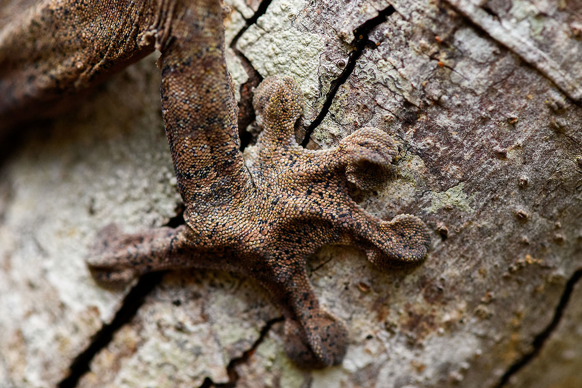 Giant leaf-tailed Gecko - feet, Pyreras Reserve, Madagascar A family photo shoot of two indivuduals of Common flat-tail gecko, more often called the Giant leaf-tailed gecko based on its size. These two were taken from their cage in Pyreras Reserve, put on a tree for some photos, and then put back.<br />
<br />
Like all species in the Uroplatus genus, it has a uniquely shaped body to camouflage it by day. Specifics of this species are its size and its fringed skin. A few years earlier we were lucky to observe one hunting at night:<br />
<figure class="photo"><a href="https://www.jungledragon.com/image/34090/giant_leaf-tailed_gecko_on_the_hunt_nosy_mangabe_madagascar.html" title="Giant Leaf-tailed gecko on the hunt, Nosy Mangabe, Madagascar"><img src="https://s3.amazonaws.com/media.jungledragon.com/images/2/34090_thumb.jpg?AWSAccessKeyId=05GMT0V3GWVNE7GGM1R2&Expires=1763596810&Signature=Cknd6F48ryj7sCl9OHdaONIqa54%3D" width="200" height="174" alt="Giant Leaf-tailed gecko on the hunt, Nosy Mangabe, Madagascar I'm happy with this photo for two reasons. Most importantly, it shows a Giant Leaf-tailed Gecko on the hunt. It's a creature that is beautiful in itself, but you'd typically see it during the day, where it is static. Here you see one high up in the tree, actively moving around.<br />
<br />
The 2nd reason I am happy is because of the technical challenge. The gecko is about 10 meters away, high up in a tree, in complete darkness. It's quite unusual to use a tele lens with flash, but I figured to just go for it. Maximum focal length, maximum flash power, and there you go. I wasn't expecting it to work, but it did. Africa,Geotagged,Giant Leaf-tailed Gecko,Madagascar,Madagascar North,Nosy Mangabe,Spring,Uroplatus fimbriatus,World" /></a></figure><br />
When threatened it has a display both threatening and hilarious:<br />
<a href="https://en.wikipedia.org/wiki/Common_flat-tail_gecko#/media/File:Giant_Leaf-tailed_Gecko,_Nosy_Mangabe,_Madagascar.jpg" rel="nofollow">https://en.wikipedia.org/wiki/Common_flat-tail_gecko#/media/File:Giant_Leaf-tailed_Gecko,_Nosy_Mangabe,_Madagascar.jpg</a><br />
<br />
But really, it should have been named after its incredible eyes, which are 350 times more sensitive to light compared to humans. This species can see in color at night! I don't even know of any electronics that can do that.<br />
<br />
<figure class="photo"><a href="https://www.jungledragon.com/image/85274/giant_leaf-tailed_gecko_pyreras_reserve_madagascar.html" title="Giant leaf-tailed Gecko, Pyreras Reserve, Madagascar"><img src="https://s3.amazonaws.com/media.jungledragon.com/images/2/85274_thumb.jpg?AWSAccessKeyId=05GMT0V3GWVNE7GGM1R2&Expires=1763596810&Signature=3kyMZ3kRMwWtDXCdSd5ZyeeCUlc%3D" width="102" height="152" alt="Giant leaf-tailed Gecko, Pyreras Reserve, Madagascar A family photo shoot of two indivuduals of Common flat-tail gecko, more often called the Giant leaf-tailed gecko based on its size. These two were taken from their cage in Pyreras Reserve, put on a tree for some photos, and then put back.<br />
<br />
Like all species in the Uroplatus genus, it has a uniquely shaped body to camouflage it by day. Specifics of this species are its size and its fringed skin. A few years earlier we were lucky to observe one hunting at night:<br />
https://www.jungledragon.com/image/34090/giant_leaf-tailed_gecko_on_the_hunt_nosy_mangabe_madagascar.html<br />
When threatened it has a display both threatening and hilarious:<br />
https://en.wikipedia.org/wiki/Common_flat-tail_gecko#/media/File:Giant_Leaf-tailed_Gecko,_Nosy_Mangabe,_Madagascar.jpg<br />
<br />
But really, it should have been named after its incredible eyes, which are 350 times more sensitive to light compared to humans. This species can see in color at night! I don't even know of any electronics that can do that.<br />
<br />
https://www.jungledragon.com/image/85275/giant_leaf-tailed_gecko_-_portrait_pyreras_reserve_madagascar.html<br />
https://www.jungledragon.com/image/85276/giant_leaf-tailed_gecko_-_individual_2_pyreras_reserve_madagascar.html<br />
https://www.jungledragon.com/image/85277/giant_leaf-tailed_gecko_-_portrait_2_pyreras_reserve_madagascar.html<br />
https://www.jungledragon.com/image/85278/giant_leaf-tailed_gecko_-_eye_pyreras_reserve_madagascar.html<br />
https://www.jungledragon.com/image/85279/giant_leaf-tailed_gecko_-_eye_macro_pyreras_reserve_madagascar.html<br />
https://www.jungledragon.com/image/85280/giant_leaf-tailed_gecko_-_portrait_3_pyreras_reserve_madagascar.html<br />
https://www.jungledragon.com/image/85281/giant_leaf-tailed_gecko_-_portrait_4_pyreras_reserve_madagascar.html<br />
https://www.jungledragon.com/image/85282/giant_leaf-tailed_gecko_-_portrait_5_pyreras_reserve_madagascar.html<br />
https://www.jungledragon.com/image/85283/giant_leaf-tailed_gecko_-_feet_pyreras_reserve_madagascar.html Africa,Common flat-tail gecko,Madagascar,Madagascar 2019,Pyreras Reserve,Uroplatus fimbriatus,World" /></a></figure><br />
<figure class="photo"><a href="https://www.jungledragon.com/image/85275/giant_leaf-tailed_gecko_-_portrait_pyreras_reserve_madagascar.html" title="Giant leaf-tailed Gecko - portrait, Pyreras Reserve, Madagascar"><img src="https://s3.amazonaws.com/media.jungledragon.com/images/2/85275_thumb.jpg?AWSAccessKeyId=05GMT0V3GWVNE7GGM1R2&Expires=1763596810&Signature=mSycW37E5JJ%2BaJOc6ObrLe9RNcg%3D" width="200" height="180" alt="Giant leaf-tailed Gecko - portrait, Pyreras Reserve, Madagascar A family photo shoot of two indivuduals of Common flat-tail gecko, more often called the Giant leaf-tailed gecko based on its size. These two were taken from their cage in Pyreras Reserve, put on a tree for some photos, and then put back.<br />
<br />
Like all species in the Uroplatus genus, it has a uniquely shaped body to camouflage it by day. Specifics of this species are its size and its fringed skin. A few years earlier we were lucky to observe one hunting at night:<br />
https://www.jungledragon.com/image/34090/giant_leaf-tailed_gecko_on_the_hunt_nosy_mangabe_madagascar.html<br />
When threatened it has a display both threatening and hilarious:<br />
https://en.wikipedia.org/wiki/Common_flat-tail_gecko#/media/File:Giant_Leaf-tailed_Gecko,_Nosy_Mangabe,_Madagascar.jpg<br />
<br />
But really, it should have been named after its incredible eyes, which are 350 times more sensitive to light compared to humans. This species can see in color at night! I don't even know of any electronics that can do that.<br />
<br />
https://www.jungledragon.com/image/85274/giant_leaf-tailed_gecko_pyreras_reserve_madagascar.html<br />
https://www.jungledragon.com/image/85276/giant_leaf-tailed_gecko_-_individual_2_pyreras_reserve_madagascar.html<br />
https://www.jungledragon.com/image/85277/giant_leaf-tailed_gecko_-_portrait_2_pyreras_reserve_madagascar.html<br />
https://www.jungledragon.com/image/85278/giant_leaf-tailed_gecko_-_eye_pyreras_reserve_madagascar.html<br />
https://www.jungledragon.com/image/85279/giant_leaf-tailed_gecko_-_eye_macro_pyreras_reserve_madagascar.html<br />
https://www.jungledragon.com/image/85280/giant_leaf-tailed_gecko_-_portrait_3_pyreras_reserve_madagascar.html<br />
https://www.jungledragon.com/image/85281/giant_leaf-tailed_gecko_-_portrait_4_pyreras_reserve_madagascar.html<br />
https://www.jungledragon.com/image/85282/giant_leaf-tailed_gecko_-_portrait_5_pyreras_reserve_madagascar.html<br />
https://www.jungledragon.com/image/85283/giant_leaf-tailed_gecko_-_feet_pyreras_reserve_madagascar.html Africa,Common flat-tail gecko,Geotagged,Madagascar,Madagascar 2019,Pyreras Reserve,Uroplatus fimbriatus,Winter,World" /></a></figure><br />
<figure class="photo"><a href="https://www.jungledragon.com/image/85276/giant_leaf-tailed_gecko_-_individual_2_pyreras_reserve_madagascar.html" title="Giant leaf-tailed Gecko - individual 2, Pyreras Reserve, Madagascar"><img src="https://s3.amazonaws.com/media.jungledragon.com/images/2/85276_thumb.jpg?AWSAccessKeyId=05GMT0V3GWVNE7GGM1R2&Expires=1763596810&Signature=kWpSjZYvX%2B7tig%2F%2B35ZIsKDvyWI%3D" width="102" height="152" alt="Giant leaf-tailed Gecko - individual 2, Pyreras Reserve, Madagascar A family photo shoot of two indivuduals of Common flat-tail gecko, more often called the Giant leaf-tailed gecko based on its size. These two were taken from their cage in Pyreras Reserve, put on a tree for some photos, and then put back.<br />
<br />
Like all species in the Uroplatus genus, it has a uniquely shaped body to camouflage it by day. Specifics of this species are its size and its fringed skin. A few years earlier we were lucky to observe one hunting at night:<br />
https://www.jungledragon.com/image/34090/giant_leaf-tailed_gecko_on_the_hunt_nosy_mangabe_madagascar.html<br />
When threatened it has a display both threatening and hilarious:<br />
https://en.wikipedia.org/wiki/Common_flat-tail_gecko#/media/File:Giant_Leaf-tailed_Gecko,_Nosy_Mangabe,_Madagascar.jpg<br />
<br />
But really, it should have been named after its incredible eyes, which are 350 times more sensitive to light compared to humans. This species can see in color at night! I don't even know of any electronics that can do that.<br />
<br />
https://www.jungledragon.com/image/85274/giant_leaf-tailed_gecko_pyreras_reserve_madagascar.html<br />
https://www.jungledragon.com/image/85275/giant_leaf-tailed_gecko_-_portrait_pyreras_reserve_madagascar.html<br />
https://www.jungledragon.com/image/85277/giant_leaf-tailed_gecko_-_portrait_2_pyreras_reserve_madagascar.html<br />
https://www.jungledragon.com/image/85278/giant_leaf-tailed_gecko_-_eye_pyreras_reserve_madagascar.html<br />
https://www.jungledragon.com/image/85279/giant_leaf-tailed_gecko_-_eye_macro_pyreras_reserve_madagascar.html<br />
https://www.jungledragon.com/image/85280/giant_leaf-tailed_gecko_-_portrait_3_pyreras_reserve_madagascar.html<br />
https://www.jungledragon.com/image/85281/giant_leaf-tailed_gecko_-_portrait_4_pyreras_reserve_madagascar.html<br />
https://www.jungledragon.com/image/85282/giant_leaf-tailed_gecko_-_portrait_5_pyreras_reserve_madagascar.html<br />
https://www.jungledragon.com/image/85283/giant_leaf-tailed_gecko_-_feet_pyreras_reserve_madagascar.html Africa,Common flat-tail gecko,Geotagged,Madagascar,Madagascar 2019,Pyreras Reserve,Uroplatus fimbriatus,Winter,World" /></a></figure><br />
<figure class="photo"><a href="https://www.jungledragon.com/image/85277/giant_leaf-tailed_gecko_-_portrait_2_pyreras_reserve_madagascar.html" title="Giant leaf-tailed Gecko - portrait 2, Pyreras Reserve, Madagascar"><img src="https://s3.amazonaws.com/media.jungledragon.com/images/2/85277_thumb.jpg?AWSAccessKeyId=05GMT0V3GWVNE7GGM1R2&Expires=1763596810&Signature=cifLTmjEdlesJAb%2BELfYQnhMbm8%3D" width="200" height="134" alt="Giant leaf-tailed Gecko - portrait 2, Pyreras Reserve, Madagascar A family photo shoot of two indivuduals of Common flat-tail gecko, more often called the Giant leaf-tailed gecko based on its size. These two were taken from their cage in Pyreras Reserve, put on a tree for some photos, and then put back.<br />
<br />
Like all species in the Uroplatus genus, it has a uniquely shaped body to camouflage it by day. Specifics of this species are its size and its fringed skin. A few years earlier we were lucky to observe one hunting at night:<br />
https://www.jungledragon.com/image/34090/giant_leaf-tailed_gecko_on_the_hunt_nosy_mangabe_madagascar.html<br />
When threatened it has a display both threatening and hilarious:<br />
https://en.wikipedia.org/wiki/Common_flat-tail_gecko#/media/File:Giant_Leaf-tailed_Gecko,_Nosy_Mangabe,_Madagascar.jpg<br />
<br />
But really, it should have been named after its incredible eyes, which are 350 times more sensitive to light compared to humans. This species can see in color at night! I don't even know of any electronics that can do that.<br />
<br />
https://www.jungledragon.com/image/85274/giant_leaf-tailed_gecko_pyreras_reserve_madagascar.html<br />
https://www.jungledragon.com/image/85275/giant_leaf-tailed_gecko_-_portrait_pyreras_reserve_madagascar.html<br />
https://www.jungledragon.com/image/85276/giant_leaf-tailed_gecko_-_individual_2_pyreras_reserve_madagascar.html<br />
https://www.jungledragon.com/image/85278/giant_leaf-tailed_gecko_-_eye_pyreras_reserve_madagascar.html<br />
https://www.jungledragon.com/image/85279/giant_leaf-tailed_gecko_-_eye_macro_pyreras_reserve_madagascar.html<br />
https://www.jungledragon.com/image/85280/giant_leaf-tailed_gecko_-_portrait_3_pyreras_reserve_madagascar.html<br />
https://www.jungledragon.com/image/85281/giant_leaf-tailed_gecko_-_portrait_4_pyreras_reserve_madagascar.html<br />
https://www.jungledragon.com/image/85282/giant_leaf-tailed_gecko_-_portrait_5_pyreras_reserve_madagascar.html<br />
https://www.jungledragon.com/image/85283/giant_leaf-tailed_gecko_-_feet_pyreras_reserve_madagascar.html Africa,Common flat-tail gecko,Geotagged,Madagascar,Madagascar 2019,Pyreras Reserve,Uroplatus fimbriatus,Winter,World" /></a></figure><br />
<figure class="photo"><a href="https://www.jungledragon.com/image/85278/giant_leaf-tailed_gecko_-_eye_pyreras_reserve_madagascar.html" title="Giant leaf-tailed Gecko - eye, Pyreras Reserve, Madagascar"><img src="https://s3.amazonaws.com/media.jungledragon.com/images/2/85278_thumb.jpg?AWSAccessKeyId=05GMT0V3GWVNE7GGM1R2&Expires=1763596810&Signature=JO8a8FMYmufSFI%2FJQ%2BgoI0Fmqjs%3D" width="200" height="168" alt="Giant leaf-tailed Gecko - eye, Pyreras Reserve, Madagascar A family photo shoot of two indivuduals of Common flat-tail gecko, more often called the Giant leaf-tailed gecko based on its size. These two were taken from their cage in Pyreras Reserve, put on a tree for some photos, and then put back.<br />
<br />
Like all species in the Uroplatus genus, it has a uniquely shaped body to camouflage it by day. Specifics of this species are its size and its fringed skin. A few years earlier we were lucky to observe one hunting at night:<br />
https://www.jungledragon.com/image/34090/giant_leaf-tailed_gecko_on_the_hunt_nosy_mangabe_madagascar.html<br />
When threatened it has a display both threatening and hilarious:<br />
https://en.wikipedia.org/wiki/Common_flat-tail_gecko#/media/File:Giant_Leaf-tailed_Gecko,_Nosy_Mangabe,_Madagascar.jpg<br />
<br />
But really, it should have been named after its incredible eyes, which are 350 times more sensitive to light compared to humans. This species can see in color at night! I don't even know of any electronics that can do that.<br />
<br />
https://www.jungledragon.com/image/85274/giant_leaf-tailed_gecko_pyreras_reserve_madagascar.html<br />
https://www.jungledragon.com/image/85275/giant_leaf-tailed_gecko_-_portrait_pyreras_reserve_madagascar.html<br />
https://www.jungledragon.com/image/85276/giant_leaf-tailed_gecko_-_individual_2_pyreras_reserve_madagascar.html<br />
https://www.jungledragon.com/image/85277/giant_leaf-tailed_gecko_-_portrait_2_pyreras_reserve_madagascar.html<br />
https://www.jungledragon.com/image/85279/giant_leaf-tailed_gecko_-_eye_macro_pyreras_reserve_madagascar.html<br />
https://www.jungledragon.com/image/85280/giant_leaf-tailed_gecko_-_portrait_3_pyreras_reserve_madagascar.html<br />
https://www.jungledragon.com/image/85281/giant_leaf-tailed_gecko_-_portrait_4_pyreras_reserve_madagascar.html<br />
https://www.jungledragon.com/image/85282/giant_leaf-tailed_gecko_-_portrait_5_pyreras_reserve_madagascar.html<br />
https://www.jungledragon.com/image/85283/giant_leaf-tailed_gecko_-_feet_pyreras_reserve_madagascar.html Africa,Common flat-tail gecko,Geotagged,Madagascar,Madagascar 2019,Pyreras Reserve,Uroplatus fimbriatus,Winter,World" /></a></figure><br />
<figure class="photo"><a href="https://www.jungledragon.com/image/85279/giant_leaf-tailed_gecko_-_eye_macro_pyreras_reserve_madagascar.html" title="Giant leaf-tailed Gecko - eye macro, Pyreras Reserve, Madagascar"><img src="https://s3.amazonaws.com/media.jungledragon.com/images/2/85279_thumb.jpg?AWSAccessKeyId=05GMT0V3GWVNE7GGM1R2&Expires=1763596810&Signature=lmJw9K0SeANf%2Fdsixfl1Ts9nopI%3D" width="200" height="140" alt="Giant leaf-tailed Gecko - eye macro, Pyreras Reserve, Madagascar A family photo shoot of two indivuduals of Common flat-tail gecko, more often called the Giant leaf-tailed gecko based on its size. These two were taken from their cage in Pyreras Reserve, put on a tree for some photos, and then put back.<br />
<br />
Like all species in the Uroplatus genus, it has a uniquely shaped body to camouflage it by day. Specifics of this species are its size and its fringed skin. A few years earlier we were lucky to observe one hunting at night:<br />
https://www.jungledragon.com/image/34090/giant_leaf-tailed_gecko_on_the_hunt_nosy_mangabe_madagascar.html<br />
When threatened it has a display both threatening and hilarious:<br />
https://en.wikipedia.org/wiki/Common_flat-tail_gecko#/media/File:Giant_Leaf-tailed_Gecko,_Nosy_Mangabe,_Madagascar.jpg<br />
<br />
But really, it should have been named after its incredible eyes, which are 350 times more sensitive to light compared to humans. This species can see in color at night! I don't even know of any electronics that can do that.<br />
<br />
https://www.jungledragon.com/image/85274/giant_leaf-tailed_gecko_pyreras_reserve_madagascar.html<br />
https://www.jungledragon.com/image/85275/giant_leaf-tailed_gecko_-_portrait_pyreras_reserve_madagascar.html<br />
https://www.jungledragon.com/image/85276/giant_leaf-tailed_gecko_-_individual_2_pyreras_reserve_madagascar.html<br />
https://www.jungledragon.com/image/85277/giant_leaf-tailed_gecko_-_portrait_2_pyreras_reserve_madagascar.html<br />
https://www.jungledragon.com/image/85278/giant_leaf-tailed_gecko_-_eye_pyreras_reserve_madagascar.html<br />
https://www.jungledragon.com/image/85280/giant_leaf-tailed_gecko_-_portrait_3_pyreras_reserve_madagascar.html<br />
https://www.jungledragon.com/image/85281/giant_leaf-tailed_gecko_-_portrait_4_pyreras_reserve_madagascar.html<br />
https://www.jungledragon.com/image/85282/giant_leaf-tailed_gecko_-_portrait_5_pyreras_reserve_madagascar.html<br />
https://www.jungledragon.com/image/85283/giant_leaf-tailed_gecko_-_feet_pyreras_reserve_madagascar.html Africa,Common flat-tail gecko,Geotagged,Madagascar,Madagascar 2019,Pyreras Reserve,Uroplatus fimbriatus,Winter,World" /></a></figure><br />
<figure class="photo"><a href="https://www.jungledragon.com/image/85280/giant_leaf-tailed_gecko_-_portrait_3_pyreras_reserve_madagascar.html" title="Giant leaf-tailed Gecko - portrait 3, Pyreras Reserve, Madagascar"><img src="https://s3.amazonaws.com/media.jungledragon.com/images/2/85280_thumb.jpg?AWSAccessKeyId=05GMT0V3GWVNE7GGM1R2&Expires=1763596810&Signature=SR4qWSKt1LyrNUz1oxEO%2FA30eCo%3D" width="200" height="134" alt="Giant leaf-tailed Gecko - portrait 3, Pyreras Reserve, Madagascar A family photo shoot of two indivuduals of Common flat-tail gecko, more often called the Giant leaf-tailed gecko based on its size. These two were taken from their cage in Pyreras Reserve, put on a tree for some photos, and then put back.<br />
<br />
Like all species in the Uroplatus genus, it has a uniquely shaped body to camouflage it by day. Specifics of this species are its size and its fringed skin. A few years earlier we were lucky to observe one hunting at night:<br />
https://www.jungledragon.com/image/34090/giant_leaf-tailed_gecko_on_the_hunt_nosy_mangabe_madagascar.html<br />
When threatened it has a display both threatening and hilarious:<br />
https://en.wikipedia.org/wiki/Common_flat-tail_gecko#/media/File:Giant_Leaf-tailed_Gecko,_Nosy_Mangabe,_Madagascar.jpg<br />
<br />
But really, it should have been named after its incredible eyes, which are 350 times more sensitive to light compared to humans. This species can see in color at night! I don't even know of any electronics that can do that.<br />
<br />
https://www.jungledragon.com/image/85274/giant_leaf-tailed_gecko_pyreras_reserve_madagascar.html<br />
https://www.jungledragon.com/image/85275/giant_leaf-tailed_gecko_-_portrait_pyreras_reserve_madagascar.html<br />
https://www.jungledragon.com/image/85276/giant_leaf-tailed_gecko_-_individual_2_pyreras_reserve_madagascar.html<br />
https://www.jungledragon.com/image/85277/giant_leaf-tailed_gecko_-_portrait_2_pyreras_reserve_madagascar.html<br />
https://www.jungledragon.com/image/85278/giant_leaf-tailed_gecko_-_eye_pyreras_reserve_madagascar.html<br />
https://www.jungledragon.com/image/85279/giant_leaf-tailed_gecko_-_eye_macro_pyreras_reserve_madagascar.html<br />
https://www.jungledragon.com/image/85281/giant_leaf-tailed_gecko_-_portrait_4_pyreras_reserve_madagascar.html<br />
https://www.jungledragon.com/image/85282/giant_leaf-tailed_gecko_-_portrait_5_pyreras_reserve_madagascar.html<br />
https://www.jungledragon.com/image/85283/giant_leaf-tailed_gecko_-_feet_pyreras_reserve_madagascar.html Africa,Common flat-tail gecko,Geotagged,Madagascar,Madagascar 2019,Pyreras Reserve,Uroplatus fimbriatus,Winter,World" /></a></figure><br />
<figure class="photo"><a href="https://www.jungledragon.com/image/85281/giant_leaf-tailed_gecko_-_portrait_4_pyreras_reserve_madagascar.html" title="Giant leaf-tailed Gecko - portrait 4, Pyreras Reserve, Madagascar"><img src="https://s3.amazonaws.com/media.jungledragon.com/images/2/85281_thumb.jpg?AWSAccessKeyId=05GMT0V3GWVNE7GGM1R2&Expires=1763596810&Signature=tqo3ObtmH%2FS3uhbOPA3gT6hUZ68%3D" width="200" height="184" alt="Giant leaf-tailed Gecko - portrait 4, Pyreras Reserve, Madagascar A family photo shoot of two indivuduals of Common flat-tail gecko, more often called the Giant leaf-tailed gecko based on its size. These two were taken from their cage in Pyreras Reserve, put on a tree for some photos, and then put back.<br />
<br />
Like all species in the Uroplatus genus, it has a uniquely shaped body to camouflage it by day. Specifics of this species are its size and its fringed skin. A few years earlier we were lucky to observe one hunting at night:<br />
https://www.jungledragon.com/image/34090/giant_leaf-tailed_gecko_on_the_hunt_nosy_mangabe_madagascar.html<br />
When threatened it has a display both threatening and hilarious:<br />
https://en.wikipedia.org/wiki/Common_flat-tail_gecko#/media/File:Giant_Leaf-tailed_Gecko,_Nosy_Mangabe,_Madagascar.jpg<br />
<br />
But really, it should have been named after its incredible eyes, which are 350 times more sensitive to light compared to humans. This species can see in color at night! I don't even know of any electronics that can do that.<br />
<br />
https://www.jungledragon.com/image/85274/giant_leaf-tailed_gecko_pyreras_reserve_madagascar.html<br />
https://www.jungledragon.com/image/85275/giant_leaf-tailed_gecko_-_portrait_pyreras_reserve_madagascar.html<br />
https://www.jungledragon.com/image/85276/giant_leaf-tailed_gecko_-_individual_2_pyreras_reserve_madagascar.html<br />
https://www.jungledragon.com/image/85277/giant_leaf-tailed_gecko_-_portrait_2_pyreras_reserve_madagascar.html<br />
https://www.jungledragon.com/image/85278/giant_leaf-tailed_gecko_-_eye_pyreras_reserve_madagascar.html<br />
https://www.jungledragon.com/image/85279/giant_leaf-tailed_gecko_-_eye_macro_pyreras_reserve_madagascar.html<br />
https://www.jungledragon.com/image/85280/giant_leaf-tailed_gecko_-_portrait_3_pyreras_reserve_madagascar.html<br />
https://www.jungledragon.com/image/85282/giant_leaf-tailed_gecko_-_portrait_5_pyreras_reserve_madagascar.html<br />
https://www.jungledragon.com/image/85283/giant_leaf-tailed_gecko_-_feet_pyreras_reserve_madagascar.html Africa,Common flat-tail gecko,Geotagged,Madagascar,Madagascar 2019,Pyreras Reserve,Uroplatus fimbriatus,Winter,World" /></a></figure><br />
<figure class="photo"><a href="https://www.jungledragon.com/image/85282/giant_leaf-tailed_gecko_-_portrait_5_pyreras_reserve_madagascar.html" title="Giant leaf-tailed Gecko - portrait 5, Pyreras Reserve, Madagascar"><img src="https://s3.amazonaws.com/media.jungledragon.com/images/2/85282_thumb.jpg?AWSAccessKeyId=05GMT0V3GWVNE7GGM1R2&Expires=1763596810&Signature=Gfr52kerHWqAaXtTrEnBORTKjkI%3D" width="102" height="152" alt="Giant leaf-tailed Gecko - portrait 5, Pyreras Reserve, Madagascar A family photo shoot of two indivuduals of Common flat-tail gecko, more often called the Giant leaf-tailed gecko based on its size. These two were taken from their cage in Pyreras Reserve, put on a tree for some photos, and then put back.<br />
<br />
Like all species in the Uroplatus genus, it has a uniquely shaped body to camouflage it by day. Specifics of this species are its size and its fringed skin. A few years earlier we were lucky to observe one hunting at night:<br />
https://www.jungledragon.com/image/34090/giant_leaf-tailed_gecko_on_the_hunt_nosy_mangabe_madagascar.html<br />
When threatened it has a display both threatening and hilarious:<br />
https://en.wikipedia.org/wiki/Common_flat-tail_gecko#/media/File:Giant_Leaf-tailed_Gecko,_Nosy_Mangabe,_Madagascar.jpg<br />
<br />
But really, it should have been named after its incredible eyes, which are 350 times more sensitive to light compared to humans. This species can see in color at night! I don't even know of any electronics that can do that.<br />
<br />
https://www.jungledragon.com/image/85274/giant_leaf-tailed_gecko_pyreras_reserve_madagascar.html<br />
https://www.jungledragon.com/image/85275/giant_leaf-tailed_gecko_-_portrait_pyreras_reserve_madagascar.html<br />
https://www.jungledragon.com/image/85276/giant_leaf-tailed_gecko_-_individual_2_pyreras_reserve_madagascar.html<br />
https://www.jungledragon.com/image/85277/giant_leaf-tailed_gecko_-_portrait_2_pyreras_reserve_madagascar.html<br />
https://www.jungledragon.com/image/85278/giant_leaf-tailed_gecko_-_eye_pyreras_reserve_madagascar.html<br />
https://www.jungledragon.com/image/85279/giant_leaf-tailed_gecko_-_eye_macro_pyreras_reserve_madagascar.html<br />
https://www.jungledragon.com/image/85280/giant_leaf-tailed_gecko_-_portrait_3_pyreras_reserve_madagascar.html<br />
https://www.jungledragon.com/image/85281/giant_leaf-tailed_gecko_-_portrait_4_pyreras_reserve_madagascar.html<br />
https://www.jungledragon.com/image/85283/giant_leaf-tailed_gecko_-_feet_pyreras_reserve_madagascar.html Africa,Common flat-tail gecko,Geotagged,Madagascar,Madagascar 2019,Pyreras Reserve,Uroplatus fimbriatus,Winter,World" /></a></figure> Africa,Common flat-tail gecko,Geotagged,Madagascar,Madagascar 2019,Pyreras Reserve,Uroplatus fimbriatus,Winter,World