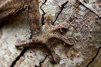 Giant leaf-tailed Gecko - feet, Pyreras Reserve, Madagascar A family photo shoot of two indivuduals of Common flat-tail gecko, more often called the Giant leaf-tailed gecko based on its size. These two were taken from their cage in Pyreras Reserve, put on a tree for some photos, and then put back.<br />
<br />
Like all species in the Uroplatus genus, it has a uniquely shaped body to camouflage it by day. Specifics of this species are its size and its fringed skin. A few years earlier we were lucky to observe one hunting at night:<br />
https://www.jungledragon.com/image/34090/giant_leaf-tailed_gecko_on_the_hunt_nosy_mangabe_madagascar.html<br />
When threatened it has a display both threatening and hilarious:<br />
https://en.wikipedia.org/wiki/Common_flat-tail_gecko#/media/File:Giant_Leaf-tailed_Gecko,_Nosy_Mangabe,_Madagascar.jpg<br />
<br />
But really, it should have been named after its incredible eyes, which are 350 times more sensitive to light compared to humans. This species can see in color at night! I don't even know of any electronics that can do that.<br />
<br />
https://www.jungledragon.com/image/85274/giant_leaf-tailed_gecko_pyreras_reserve_madagascar.html<br />
https://www.jungledragon.com/image/85275/giant_leaf-tailed_gecko_-_portrait_pyreras_reserve_madagascar.html<br />
https://www.jungledragon.com/image/85276/giant_leaf-tailed_gecko_-_individual_2_pyreras_reserve_madagascar.html<br />
https://www.jungledragon.com/image/85277/giant_leaf-tailed_gecko_-_portrait_2_pyreras_reserve_madagascar.html<br />
https://www.jungledragon.com/image/85278/giant_leaf-tailed_gecko_-_eye_pyreras_reserve_madagascar.html<br />
https://www.jungledragon.com/image/85279/giant_leaf-tailed_gecko_-_eye_macro_pyreras_reserve_madagascar.html<br />
https://www.jungledragon.com/image/85280/giant_leaf-tailed_gecko_-_portrait_3_pyreras_reserve_madagascar.html<br />
https://www.jungledragon.com/image/85281/giant_leaf-tailed_gecko_-_portrait_4_pyreras_reserve_madagascar.html<br />
https://www.jungledragon.com/image/85282/giant_leaf-tailed_gecko_-_portrait_5_pyreras_reserve_madagascar.html Africa,Common flat-tail gecko,Geotagged,Madagascar,Madagascar 2019,Pyreras Reserve,Uroplatus fimbriatus,Winter,World