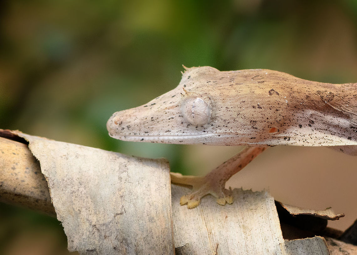 Lined Leaf-tail Gecko - closeup, Pyreras Reserve, Madagascar Two individuals of Lined Leaf-tail Gecko seen in Pyreras Reserve where they were placed on some dried out palm leafs.<br />
<figure class="photo"><a href="https://www.jungledragon.com/image/85328/lined_leaf-tail_gecko_-_duo_pyreras_reserve_madagascar.html" title="Lined Leaf-tail Gecko - duo, Pyreras Reserve, Madagascar"><img src="https://s3.amazonaws.com/media.jungledragon.com/images/2/85328_thumb.jpg?AWSAccessKeyId=05GMT0V3GWVNE7GGM1R2&Expires=1759968010&Signature=e4FaPB%2Fa%2FqMVVqwktoOxDYYwkow%3D" width="102" height="152" alt="Lined Leaf-tail Gecko - duo, Pyreras Reserve, Madagascar Two individuals of Lined Leaf-tail Gecko seen in Pyreras Reserve where they were placed on some dried out palm leafs.<br />
https://www.jungledragon.com/image/85327/lined_leaf-tail_gecko_-_closeup_pyreras_reserve_madagascar.html<br />
https://www.jungledragon.com/image/85329/lined_leaf-tail_gecko_-_duo_closeup_pyreras_reserve_madagascar.html<br />
https://www.jungledragon.com/image/85330/lined_leaf-tail_gecko_-_head_pyreras_reserve_madagascar.html<br />
https://www.jungledragon.com/image/85331/lined_leaf-tail_gecko_-_full_body_pyreras_reserve_madagascar.html Africa,Geotagged,Lined Leaf-tail Gecko,Madagascar,Madagascar 2019,Pyreras Reserve,Uroplatus lineatus,Winter,World" /></a></figure><br />
<figure class="photo"><a href="https://www.jungledragon.com/image/85329/lined_leaf-tail_gecko_-_duo_closeup_pyreras_reserve_madagascar.html" title="Lined Leaf-tail Gecko - duo closeup, Pyreras Reserve, Madagascar"><img src="https://s3.amazonaws.com/media.jungledragon.com/images/2/85329_thumb.jpg?AWSAccessKeyId=05GMT0V3GWVNE7GGM1R2&Expires=1759968010&Signature=YAhEoMqav253ujFDwUYElOpkZDM%3D" width="200" height="134" alt="Lined Leaf-tail Gecko - duo closeup, Pyreras Reserve, Madagascar Two individuals of Lined Leaf-tail Gecko seen in Pyreras Reserve where they were placed on some dried out palm leafs.<br />
https://www.jungledragon.com/image/85327/lined_leaf-tail_gecko_-_closeup_pyreras_reserve_madagascar.html<br />
https://www.jungledragon.com/image/85328/lined_leaf-tail_gecko_-_duo_pyreras_reserve_madagascar.html<br />
https://www.jungledragon.com/image/85330/lined_leaf-tail_gecko_-_head_pyreras_reserve_madagascar.html<br />
https://www.jungledragon.com/image/85331/lined_leaf-tail_gecko_-_full_body_pyreras_reserve_madagascar.html Africa,Lined Leaf-tail Gecko,Madagascar,Madagascar 2019,Pyreras Reserve,Uroplatus lineatus,World" /></a></figure><br />
<figure class="photo"><a href="https://www.jungledragon.com/image/85330/lined_leaf-tail_gecko_-_head_pyreras_reserve_madagascar.html" title="Lined Leaf-tail Gecko - head, Pyreras Reserve, Madagascar"><img src="https://s3.amazonaws.com/media.jungledragon.com/images/2/85330_thumb.jpg?AWSAccessKeyId=05GMT0V3GWVNE7GGM1R2&Expires=1759968010&Signature=xUU7DQ3cs%2BQrLOnsJgiaNwVnsfk%3D" width="200" height="176" alt="Lined Leaf-tail Gecko - head, Pyreras Reserve, Madagascar Two individuals of Lined Leaf-tail Gecko seen in Pyreras Reserve where they were placed on some dried out palm leafs.<br />
https://www.jungledragon.com/image/85327/lined_leaf-tail_gecko_-_closeup_pyreras_reserve_madagascar.html<br />
https://www.jungledragon.com/image/85328/lined_leaf-tail_gecko_-_duo_pyreras_reserve_madagascar.html<br />
https://www.jungledragon.com/image/85329/lined_leaf-tail_gecko_-_duo_closeup_pyreras_reserve_madagascar.html<br />
https://www.jungledragon.com/image/85331/lined_leaf-tail_gecko_-_full_body_pyreras_reserve_madagascar.html Africa,Geotagged,Lined Leaf-tail Gecko,Madagascar,Madagascar 2019,Pyreras Reserve,Uroplatus lineatus,Winter,World" /></a></figure><br />
<figure class="photo"><a href="https://www.jungledragon.com/image/85331/lined_leaf-tail_gecko_-_full_body_pyreras_reserve_madagascar.html" title="Lined Leaf-tail Gecko - full body, Pyreras Reserve, Madagascar"><img src="https://s3.amazonaws.com/media.jungledragon.com/images/2/85331_thumb.jpg?AWSAccessKeyId=05GMT0V3GWVNE7GGM1R2&Expires=1759968010&Signature=HaqRXOkfH2xMG2p5qUAh94obcPw%3D" width="200" height="134" alt="Lined Leaf-tail Gecko - full body, Pyreras Reserve, Madagascar Two individuals of Lined Leaf-tail Gecko seen in Pyreras Reserve where they were placed on some dried out palm leafs.<br />
https://www.jungledragon.com/image/85327/lined_leaf-tail_gecko_-_closeup_pyreras_reserve_madagascar.html<br />
https://www.jungledragon.com/image/85328/lined_leaf-tail_gecko_-_duo_pyreras_reserve_madagascar.html<br />
https://www.jungledragon.com/image/85329/lined_leaf-tail_gecko_-_duo_closeup_pyreras_reserve_madagascar.html<br />
https://www.jungledragon.com/image/85330/lined_leaf-tail_gecko_-_head_pyreras_reserve_madagascar.html Africa,Lined Leaf-tail Gecko,Madagascar,Madagascar 2019,Pyreras Reserve,Uroplatus lineatus,World" /></a></figure> Africa,Lined Leaf-tail Gecko,Madagascar,Madagascar 2019,Pyreras Reserve,Uroplatus lineatus,World