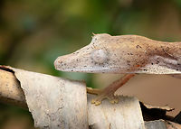 Lined Leaf-tail Gecko - closeup, Pyreras Reserve, Madagascar Two individuals of Lined Leaf-tail Gecko seen in Pyreras Reserve where they were placed on some dried out palm leafs.<br />
https://www.jungledragon.com/image/85328/lined_leaf-tail_gecko_-_duo_pyreras_reserve_madagascar.html<br />
https://www.jungledragon.com/image/85329/lined_leaf-tail_gecko_-_duo_closeup_pyreras_reserve_madagascar.html<br />
https://www.jungledragon.com/image/85330/lined_leaf-tail_gecko_-_head_pyreras_reserve_madagascar.html<br />
https://www.jungledragon.com/image/85331/lined_leaf-tail_gecko_-_full_body_pyreras_reserve_madagascar.html Africa,Lined Leaf-tail Gecko,Madagascar,Madagascar 2019,Pyreras Reserve,Uroplatus lineatus,World
