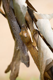 Lined Leaf-tail Gecko - duo, Pyreras Reserve, Madagascar Two individuals of Lined Leaf-tail Gecko seen in Pyreras Reserve where they were placed on some dried out palm leafs.
https://www.jungledragon.com/image/85327/lined_leaf-tail_gecko_-_closeup_pyreras_reserve_madagascar.html
https://www.jungledragon.com/image/85329/lined_leaf-tail_gecko_-_duo_closeup_pyreras_reserve_madagascar.html
https://www.jungledragon.com/image/85330/lined_leaf-tail_gecko_-_head_pyreras_reserve_madagascar.html
https://www.jungledragon.com/image/85331/lined_leaf-tail_gecko_-_full_body_pyreras_reserve_madagascar.html Africa,Geotagged,Lined Leaf-tail Gecko,Madagascar,Madagascar 2019,Pyreras Reserve,Uroplatus lineatus,Winter,World