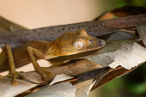 Lined Leaf-tail Gecko - duo closeup, Pyreras Reserve, Madagascar Two individuals of Lined Leaf-tail Gecko seen in Pyreras Reserve where they were placed on some dried out palm leafs.
https://www.jungledragon.com/image/85327/lined_leaf-tail_gecko_-_closeup_pyreras_reserve_madagascar.html
https://www.jungledragon.com/image/85328/lined_leaf-tail_gecko_-_duo_pyreras_reserve_madagascar.html
https://www.jungledragon.com/image/85330/lined_leaf-tail_gecko_-_head_pyreras_reserve_madagascar.html
https://www.jungledragon.com/image/85331/lined_leaf-tail_gecko_-_full_body_pyreras_reserve_madagascar.html Africa,Lined Leaf-tail Gecko,Madagascar,Madagascar 2019,Pyreras Reserve,Uroplatus lineatus,World