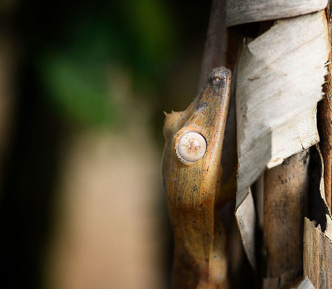 Lined Leaf-tail Gecko - head, Pyreras Reserve, Madagascar Two individuals of Lined Leaf-tail Gecko seen in Pyreras Reserve where they were placed on some dried out palm leafs.
https://www.jungledragon.com/image/85327/lined_leaf-tail_gecko_-_closeup_pyreras_reserve_madagascar.html
https://www.jungledragon.com/image/85328/lined_leaf-tail_gecko_-_duo_pyreras_reserve_madagascar.html
https://www.jungledragon.com/image/85329/lined_leaf-tail_gecko_-_duo_closeup_pyreras_reserve_madagascar.html
https://www.jungledragon.com/image/85331/lined_leaf-tail_gecko_-_full_body_pyreras_reserve_madagascar.html Africa,Geotagged,Lined Leaf-tail Gecko,Madagascar,Madagascar 2019,Pyreras Reserve,Uroplatus lineatus,Winter,World