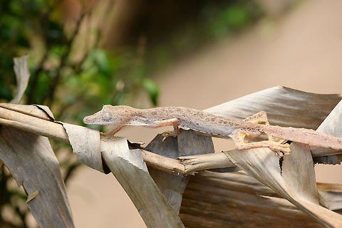Lined Leaf-tail Gecko - full body, Pyreras Reserve, Madagascar Two individuals of Lined Leaf-tail Gecko seen in Pyreras Reserve where they were placed on some dried out palm leafs.
https://www.jungledragon.com/image/85327/lined_leaf-tail_gecko_-_closeup_pyreras_reserve_madagascar.html
https://www.jungledragon.com/image/85328/lined_leaf-tail_gecko_-_duo_pyreras_reserve_madagascar.html
https://www.jungledragon.com/image/85329/lined_leaf-tail_gecko_-_duo_closeup_pyreras_reserve_madagascar.html
https://www.jungledragon.com/image/85330/lined_leaf-tail_gecko_-_head_pyreras_reserve_madagascar.html Africa,Lined Leaf-tail Gecko,Madagascar,Madagascar 2019,Pyreras Reserve,Uroplatus lineatus,World