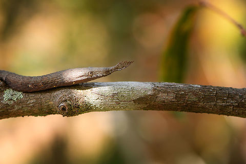 Madagascar Leaf-nosed Snake, Pyreras Reserve, Madagascar Another in the array of Madagascar's curious reptiles. This is the female of the species, which is dull brown and has a bristle-like nose appendage. Males have a bright yellow belly and lengthier, more straight nose. This photo shows the difference quite well:
https://st4.depositphotos.com/18212132/20096/i/1600/depositphotos_200967560-stock-photo-madagascar-leaf-nosed-snake-langaha.jpg
https://www.jungledragon.com/image/85337/madagascar_leaf-nosed_snake_-_closeup_pyreras_reserve_madagascar.html Africa,Langaha madagascariensis,Madagascar,Madagascar 2019,Madagascar Leaf-nosed Snake,Pyreras Reserve,World