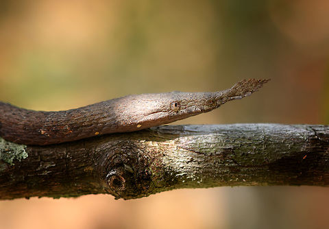 Madagascar Leaf-nosed Snake - closeup, Pyreras Reserve, Madagascar Another in the array of Madagascar's curious reptiles. This is the female of the species, which is dull brown and has a bristle-like nose appendage. Males have a bright yellow belly and lengthier, more straight nose. This photo shows the difference quite well:
https://st4.depositphotos.com/18212132/20096/i/1600/depositphotos_200967560-stock-photo-madagascar-leaf-nosed-snake-langaha.jpg
https://www.jungledragon.com/image/85336/madagascar_leaf-nosed_snake_pyreras_reserve_madagascar.html Africa,Langaha madagascariensis,Madagascar,Madagascar 2019,Madagascar Leaf-nosed Snake,Pyreras Reserve,World